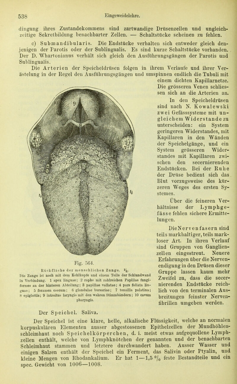 diiigung ihres Zustandekommens sind zartwandige Drüsenzellen und ungleich- zeitige Sekretbildung benachbarter Zellen. — Schaltstücke scheinen zu fehlen. c) Submandibularis. Die Endstücke verhalten sich entweder gleich den- jenigen der Parotis oder der Subungualis. Es sind kurze Schaltstücke vorhanden. , Der D. Whartonianus verhält sich gleich den Ausführungsgängen der Parotis und Subungualis. Die Arterien der Speicheldrüsen folgen in ihrem Verlaufe und ihrer Ver- ästelung in der Regel den Ausführungsgängen und umspinnen endlich die Tubuli mit einem dichten Kapillarnetze. Die grösseren Venen schlies- sen sich an die Arterien an. In den Speicheldrüsen sind nach N. Kowalewski zwei Gefässsysteme mit un- gleichem Widerstande zu unterscheiden: ein System geringeren Widerstandes, mit Kapillaren in den Wänden der Speichelgänge, und ein System grösseren Wider- standes mit Kapillaren zwi- schen den secernierenden Endstücken. Bei der Ruhe der Drüse bedient sich das Blut vorzugsweise des kür- zeren Weges des ersten Sy- stemes. Über die feineren Ver- hältnisse der Lymphge- fässe fehlen sichere Ermitte- lungen. DieNervenfasern sind teils markhaltiger, teils mark- loser Art. In ihren Verlauf sind Gruppen von Ganglien- zellen eingestreut. Neuere Erfahrungen über die Nerven- endigung in den Drüsen dieser Gruppe lassen kaum mehr Zweifel zu, dass die secer- nierenden Endstücke reich- lich von den terminalen Aus- breitungen feinster Nerven- fibrillen umgeben werden. Der Speichel. Saliva. Der Speichel ist eine klare, helle, alkalische Flüssigkeit, welche an normalen korpuskularen Elementen ausser abgestossenen Epithelzellen der Mundhöhlen- schleimhaut noch Speichelkörperchen, d. i. meist etwas aufgequollene Lymph- zellen enthält, welche von Lymphknötchen der genannten und der benachbarten Schleimhaut stammen und letztere durchwandert haben. Ausser Wasser und einigen Salzen enthält der Speichel ein Ferment, das Salivin oder Ptyalin, und kleine Mengen von Rhodankalium. Er hat 1—1,5 ^/o feste Bestandteile und ein spec. Gewicht von 1006—1008. Fig. 564. Rückfläclie der menschlichen Znnge. i/j. Die Zunge ist noch mit dem Kehlkopfe und einem Teile der Schlundwand in Verbindung. 1 apex linguae; 2 raphe mit zahlreichen Papillae fungi- formes an der hinteren Abteilung; 3 papillae vallatae; 4 pars foliata lin- guae; 5 foramen coecum; 6 glandulae bursariae; 7 tonsilla palatina; 8 epiglottis; 9 introitus laryngis mit den wahren Stimmbändern; 10 cavum pharyngis.
