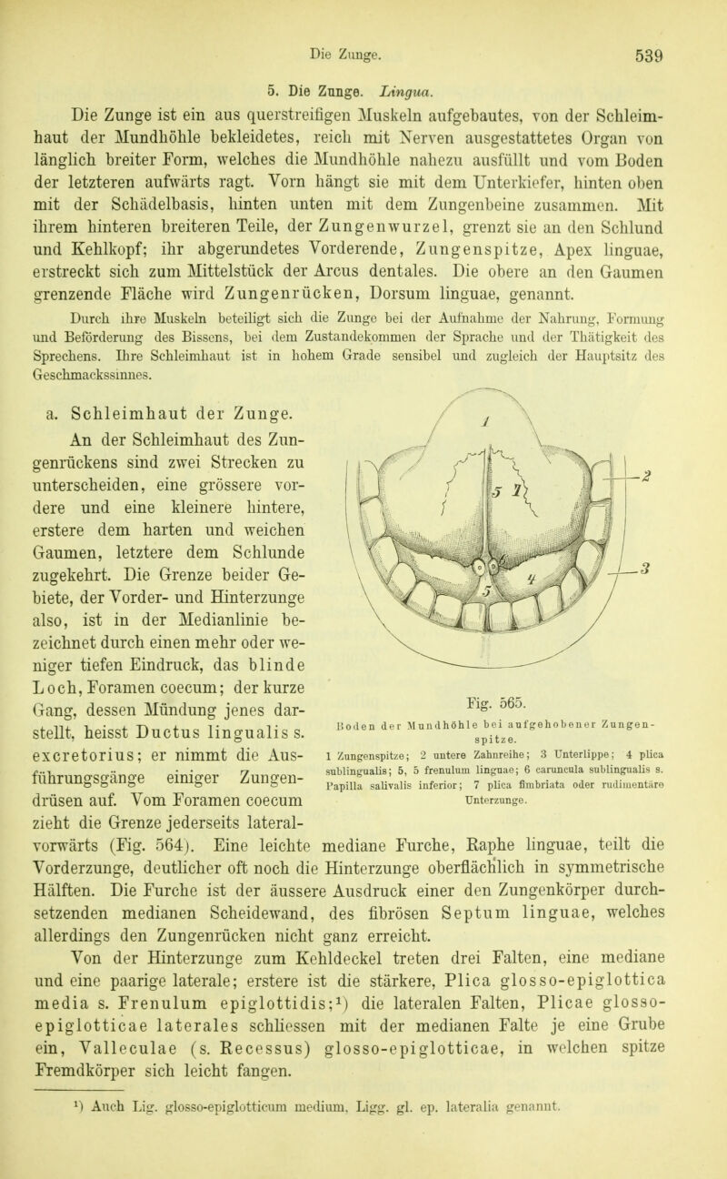 5. Die Zunge. Lingua. Die Zunge ist ein aus querstreifigen Muskeln aufgebautes, von der Schleim- haut der Mundhöhle bekleidetes, reich mit Nerven ausgestattetes Organ von länglich breiter Form, welches die Mundhöhle nahezu ausfüllt und vom Boden der letzteren aufwärts ragt. Vorn hängt sie mit dem Unterkiefer, hinten oben mit der Schädelbasis, hinten unten mit dem Zungenbeine zusammen. Mit ihrem hinteren breiteren Teile, der Zungenwurzel, grenzt sie an den Schlund und Kehlkopf; ihr abgerundetes Vorderende, Zungenspitze, Apex linguae, erstreckt sich zum Mittelstück der Arcus dentales. Die obere an den Gaumen grenzende Fläche wird Zungenrücken, Dersum linguae, genannt. Durch ihre Muskehi beteiligt sich die Zunge bei der Aufnahme der Nahrung, rorniimg und Beförderung des Bissens, bei dem Zustandekommen der Sprache und der Thätigkeit des Sprechens. Ihre Schleimhaut ist in hohem Grade sensibel und zugleich der Hauptsitz des Geschmackssinnes. a. Schleimhaut der Zunge. An der Schleimhaut des Zun- genrückens sind zwei Strecken zu unterscheiden, eine grössere vor- dere und eine kleinere hintere, erstere dem harten und weichen Gaumen, letztere dem Schlünde zugekehrt. Die Grenze beider Ge- biete, der Vorder- und Hinterzunge also, ist in der Medianlinie be- zeichnet durch einen mehr oder we- niger tiefen Eindruck, das blinde Loch, Foramen coecum; der kurze Gang, dessen Mündung jenes dar- stellt, heisst Ductus lingualis s. excretorius; er nimmt die Aus- führungsgänge einiger Zungen- drüsen auf. Vom Foramen coecum zieht die Grenze jederseits lateral- vorwärts (Fig. 564j. Eine leichte mediane Furche, Raphe linguae, teilt die Vorderzunge, deutlicher oft noch die Hinterzunge oberflächlich in symmetrische Hälften. Die Furche ist der äussere Ausdruck einer den Zungenkörper durch- setzenden medianen Scheidewand, des fibrösen Septum linguae, welches allerdings den Zungenrücken nicht ganz erreicht. Von der Hinterzunge zum Kehldeckel treten drei Falten, eine mediane und eine paarige laterale; erstere ist die stärkere, Plica glosso-epiglottica media s. Frenulum epiglottidis;^) die lateralen Falten, Plicae glosso- epiglotticae laterales schliessen mit der medianen Falte je eine Grube ein, Valleculae (s. Recessus) glosso-epiglotticae, in welchen spitze Fremdkörper sich leicht fangen. Fig. 565. iSoden der Mundhöhle bei aufgehobener Zungen- spitze. 1 Zungenspitze; 2 untere Zahnreihe; 3 Unterlippe; 4 plica subungualis; 5, 5 frenulum linguae; 6 caruncula subungualis s. Papilla salivalis inferior; 7 plica finibriata oder rudimentäre Untorzunge. ^) Auch Lig. glosso-epiglotticum medium, Ligg. gl. ep. lateralia gennnnt.