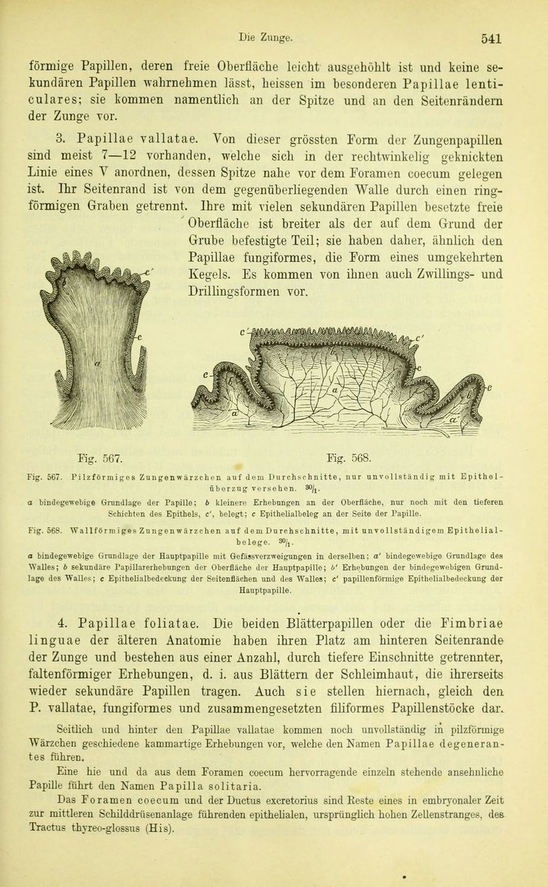 förmige Papillen, deren freie Oberfläche leicht ausgehöhlt ist und keine se- kundären Papillen wahrnehmen lässt, heissen im besonderen Papillae lenti- culares; sie kommen namentlich an der Spitze und an den Seitenrändern der Zunge vor. 3. Papillae vallatae. Von dieser grössten Form der Zungenpapillen sind meist 7—12 vorhanden, welche sich in der rechtwinkelig geknickten Linie eines V anordnen, dessen Spitze nahe vor dem Foramen coecum gelegen ist. Ihr Seitenrand ist von dem gegenüberliegenden Walle durch einen ring- förmigen Graben getrennt. Ihre mit vielen sekundären Papillen besetzte freie Oberfläche ist breiter als der auf dem Grund der Grube befestigte Teil; sie haben daher, ähnlich den Fig. 567. Fig. 568. Fig. 567. Pilzförmiges Zuugenwärzchen auf dem Durchschnitte, nur unvollständig mit Epithel- üherzug versehen. 30j^_ a bindegewebige Grundlage der Papille; 6 kleinere Erhebungen an der Oberfläche, nur noch mit den tieferen Schichten des Epithels, c', belegt; c Epithelialbeleg an der Seite der Papille. Fig. 568. WallförniigesZnngenwärzchen auf dem Durchschnitte, mit unvollständigem Epithelial- belege. 30jj. a bindege'webige Grundlage der Hauptpapille mit Gefässverzweigungen in derselben; a' bindegewebige Grundlage des Walles; b sekundäre Papillaierhebungen der Oberfläche der Hauptpapille; b' Erhebungen der bindegewebigen Grund- lage des Walles; e Epithelialbedeckung der Seitenflächen und des Walles; c' papillenförmige Epithelialbedeckung der Hauptpapille. 4. Papillae foliatae. Die beiden Blätterpapillen oder die Fimbriae linguae der älteren Anatomie haben ihren Platz am hinteren Seitenrande der Zunge und bestehen aus einer Anzahl, durch tiefere Einschnitte getrennter, faltenförmiger Erhebungen, d. i. aus Blättern der Schleimhaut, die ihrerseits wieder sekundäre Papillen tragen. Auch sie stellen hiernach, gleich den P. vallatae, fungiformes und zusammengesetzten filiformes Papillenstöcke dar. Seitlich und hinter den Papillae vallatae kommen noch unvollständig in pilzförmige Wärzchen geschiedene kammartige Erhebungen vor, welche den Namen Papillae degeneran- tes führen. Eine hie und da aus dem Foramen coecum hervorragende einzeln stehende ansehnliche Papille führt den Namen Papilla solitaria. Das Foramen coecum und der Ductus excretorius sind Koste eines in embryonaler Zeit zur mittleren Schilddrüsenanlage führenden epitheUalen, ursprünglich hohen Zellenstranges, des Tractus thyreo-glossus (His).