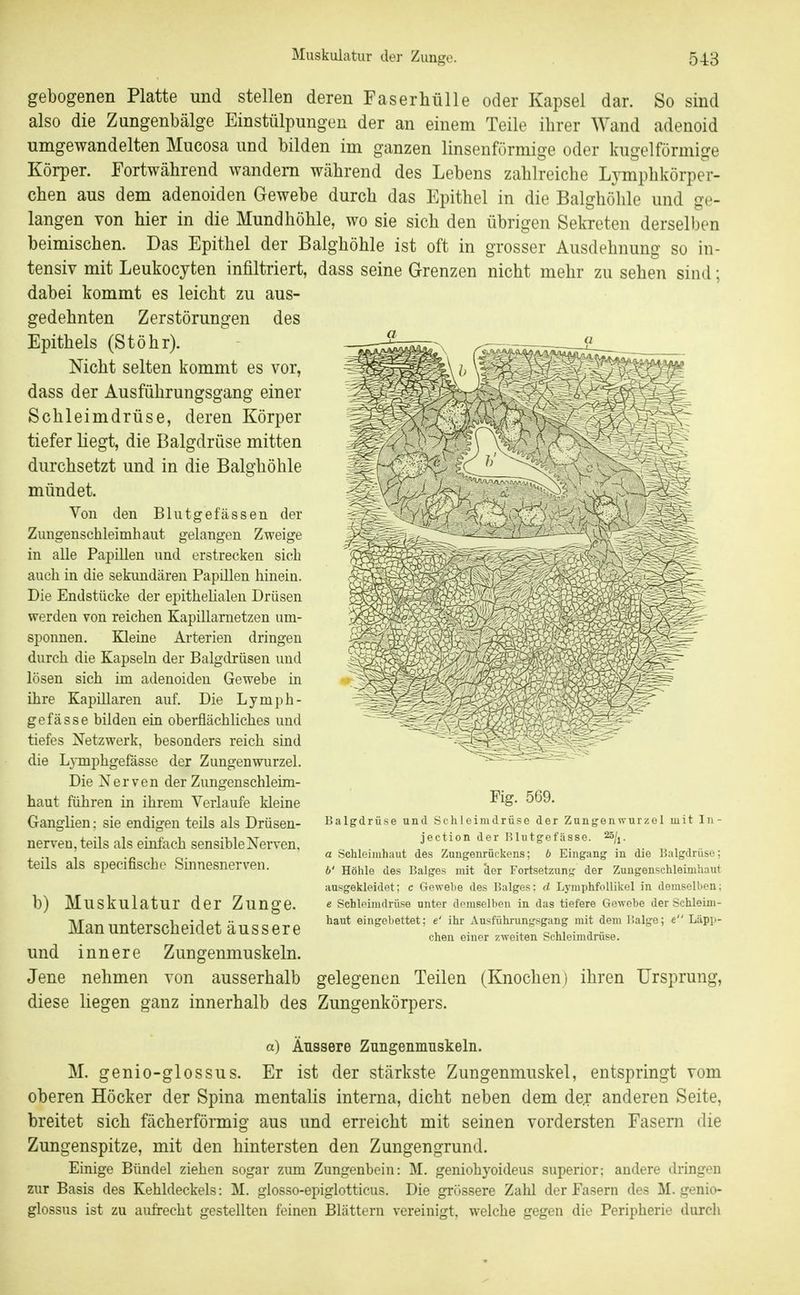 gebogenen Platte und stellen deren Faserhülle oder Kapsel dar. So sind also die Zungenbälge Einstülpungen der an einem Teile ihrer Wand adenoid umgewandelten Mucosa und bilden im ganzen linsenförmige oder kugelförmige Körper. Fortwährend wandern während des Lebens zahlreiche Lymphkörper- chen aus dem adenoiden Gewebe durch das Epithel in die Balghöhle und ge- langen von hier in die Mundhöhle, wo sie sich den übrigen Sekreten derselben beimischen. Das Epithel der Balghöhle ist oft in grosser Ausdehnung so in- tensiv mit Leukocyten infiltriert, dass seine Grenzen nicht mehr zu sehen sind; dabei kommt es leicht zu aus- gedehnten Zerstörungen des Epithels (Stöhr). Nicht selten kommt es vor, dass der Ausführungsgang einer Schleimdrüse, deren Körper tiefer liegt, die Balgdrüse mitten durchsetzt und in die Balghöhle mündet. Von den Blutgefässen der Zungenschleimhaut gelangen Zweige in alle Papillen und erstrecken sich auch in die sekundären Papillen hinein. Die Endstücke der epithelialen Drüsen werden von reichen Kapillarnetzen um- sponnen. Kleiue Arterien dringen durch die Kapseln der Balgdrüsen und lösen sich im adenoiden Gewebe in ihre Kapillaren auf. Die Lymph- gefässe bilden ein oberflächliches und tiefes Netzwerk, besonders reich sind die L3-mphgefässe der Zungenwurzel. Die Nerven der Zungenschleim- haut führen in ihrem Verlaufe kleine Ganglien; sie endigen teils als Drüsen- nerven, teils als einfach sensible Nerven, teils als specifische Sinnesnerven. b) Muskulatur der Zunge. Man unterscheidet äussere und innere Zungenmuskeln. Jene nehmen von ausserhalb gelegenen Teilen (Knochen) ihren Ursprung, diese liegen ganz innerhalb des Zungenkörpers. Fig. 569. Balgdrüse und Schleimdrüse der Zungenwurzel mit Iii- jection der Blutgefässe. 25/j. a Schleimhaut des Zungenrückens; b Eingang in die Balgdrüsc; b' Höhle des Balges mit der Fortsetzun«; der Zuugenschleimhaut ausgekleidet; c Gewebe des Balges: d Lyniphfollikel in demselben; e Schleimdrüse unter demselben in das tiefere Gewebe der Schleim- haut eingebettet; e' ihr Ausführungsgang mit dem Balge; e Läpp- chen einer zweiten Schleimdrüse. a) Äussere Zungenmuskeln. M. genio-glossus. Er ist der stärkste Zungenmuskel, entspringt vom oberen Höcker der Spina mentalis interna, dicht neben dem der anderen Seite, breitet sich fächerförmig aus und erreicht mit seinen vordersten Fasern die Zungenspitze, mit den hintersten den Zungengrund. Einige Bündel ziehen sogar zum Zungenbein: M. geniohyoideus superior; andere dringen zur Basis des Kehldeckels: M. glosso-epiglotticus. Die grössere Zahl der Fasern des M. genio- glossus ist zu aufrecht gestellten feinen Blättern vereinigt, welche gegen die Peripherie durch