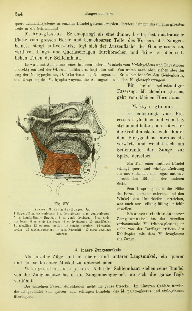 quere Lamellensysteme in einzelne Bündel getrennt werden; letztere dringen darauf zum grössten Teile in die Schleimhaut. M. hyo-glossus. Er entspringt als eine dünne, breite, fast quadratische Platte vom grossen Hörne und benachbarten Teile des Körpers des Zungen- beines, steigt auf-vorwärts, legt sieb der Aussenfläcbe des Genioglossus an,, wird von Längs- und Querfaserzügen durchbrochen und dringt zu den seit- lichen Teilen der Schleimhaut. Er wird mit Ausnahme seines hinteren unteren Winkels vom Mylohyoideus und Digastrieus bedeckt; ein Teil der Gl. submandibularis liegt ihm auf. Von unten nach oben ziehen über ihn weg der N. hypoglossus, D. Whartonianus, N. Unguahs. Er selbst bedeckt den Genioglossus, den Ursprung des M. hyopharyngeus, die A. lingualis und den N. glossopharyngeus. Ein mehr selbständiger Faserzug, M. Chondro - glossus, geht vom kleinen Hörne aus. M. stylo-glossus. Er entspringt vom Pro« cessus styloideus und vom Lig. stylomandibulare als kürzester der Griffelmuskeln, zieht hinter dem Pterygoideus internus ab- vorwärts und wendet sich am Seitenrande der Zunge zur Spitze derselben. Ein Teil semer hinteren Bündel schlägt quere und schräge Eichtung ein und verbindet sich sogar mit ent- sprechenden Bündeln der anderen Seite. Sem Ursprung kann die Nähe des Poms acusticus externus und den Winkel des Unterkiefers erreichen, was auch zur Teilung führt; er fehlt zuweilen. Ein accessorischer äusserer Zungenmuskel ist der zuweilen vorkommende M. triticeo-glossus; er zieht von der Cartilago triticea des Kehlkopfes mit dem M. hyoglossus zur Zunge. ß) Innere Zungenmukeln. Als einzelne Züge sind ein oberer und unterer Längsmukel, ein querer und em senkrechter Muskel zu unterscheiden. M. longitudinalis superior. Nahe der Schleimhaut ziehen seine Bündel von der Zungenspitze bis in die Zungenbeingegend, wo sich die ganze Lage verdünnt. Die einzelnen Fasern durchlaufen nicht die ganze Strecke, Im hinteren Gebiete werden die Längsbündel von queren und schrägen Bündeln des M. palato-glossus und stylo-glossus überlagert. 5 in. longitudinalis linguae; 6 m. genio - hyoldeus; 7 m. mylo- hyoideus; 8 m. stylo-hyoideus; 9 es hyoideum; 10 mandibula; 11 maxilla; 12 palatum molle; 13 concha inferior; 14 concha media; 15 concha superior; 16 tuba Bustachii; 17 porus acusticus externus.