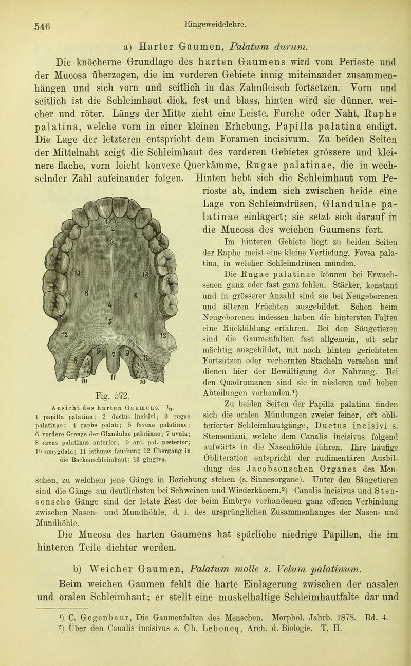 a) Harter Graumen, Palatum durum. Die knöcherne Grundlage des harten Graumens wird vom Perioste und der Mucosa überzogen, die im vorderen Gebiete innig miteinander zusammen- hängen und sich vorn und seitlich in das Zahnfleisch fortsetzen. Vorn und seitüch ist die Schleimhaut dick, fest und blass, hinten wird sie dünner, wei- cher und röter. Längs der Mitte zieht eine Leiste, Furche oder Naht, Eaphe palatina, welche vorn in einer kleinen Erhebung, Papilla palatina endigt. Die Lage der letzteren entspricht dem Foramen incisivum. Zu beiden Seiten der Mittelnaht zeigt die Schleimhaut des vorderen Gebietes grössere und klei- nere flache, vorn leicht konvexe Querkämme, Rugae palatinae, die in wech- selnder Zahl aufeinander folgen. Hinten hebt sich die Schleimhaut vom Pe- rioste ab, indem sich zwischen beide eine Lage von Schleimdrüsen, Glandulae pa- latinae einlagert; sie setzt sich darauf in die Mucosa des weichen Gaumens fort. Im hinteren Gebiete Hegt zu beiden Seiten der Eaphe meist eine kleine Vertiefung, Fovea pala- tina, in welcher Schleimdrüsen münden. Die Eugae palatinae können bei Erwach- senen ganz oder fast ganz fehlen. Stärker, konstant und in grösserer Anzahl sind sie bei Neugeborenen imd älteren Früchten ausgebildet. Schon beim Neugeborenen indessen haben die hintersten Falten eine Eückbildung erfahren. Bei den Säugetieren sind die Gaumenfalten fast allgemein, oft sehr mächtig ausgebildet, mit nach hinten gerichteten Fortsätzen oder verhornten Stacheln versehen und dienen hier der Bewältigung der Nahrung. Bei den Quadrumanen sind sie in niederen und hohen Abteilungen vorhanden.^) Zu beiden Seiten der Papilla palatina finden sich die oralen Mündungen zweier ferner, oft obli- terierter Schleimhautgänge, Ductus incisivi s. Stensoniani. welche dem Canalis incisivus folgend aufwärts in die Nasenhöhle führen. Ihre häufige Obhteration entspricht der rudimentären Ausbil- dung des Jacobsonschen Organes des Men- schen, zu welchem jene Gänge in Beziehung stehen (s. Sinnesorgane). Unter den Säugetieren sind die Gänge am deutlichsten bei Schweinen und Wiederkäuern.^) Canalis incisivus und Sten- sens che Gänge sind der letzte Eest der beim Embryo vorhandenen ganz offenen Verbindung zwischen Nasen- und Mundhöhle, d. i. des ursprünglichen Zusammenhanges der Nasen- und Mundhöhle. Die Mucosa des harten Gaumens hat spärliche niedrige Papillen, die im hinteren Teile dichter werden. Vi- 3 rugae Fig. 572. Ansicht des harten Gaumens 1 Papilla palatina; 2 cluctns incisivi; palatinae; 4 raphe palati; 5 foveae palatinae: vordere Grenze der Glandulae palatinae; 7 uTOla; 8 arcns palatinus anterior; 9 arc. pal. posterior; 10 amygdala; 11 isthmus faucinm; 12 Übergang in die Backenschleimhaut: 13 gingiva. b) Weicher Gaumen, Palatum molle s. Velum 'palatimim. Beim weichen Gaumen fehlt die harte Einlagerung zwischen der nasalen und oralen Schleimhaut; er stellt eine muskelhaltige Schleimhautfalte dar und ^) C. Gegenbaur, Die Gaumenfalten des Menschen. Morphol. Jahrb. 1878. Bd. 4. -) Über den Canalis incisivus s. Ch. Leboucq, Arch. d. Biologie. T. II.