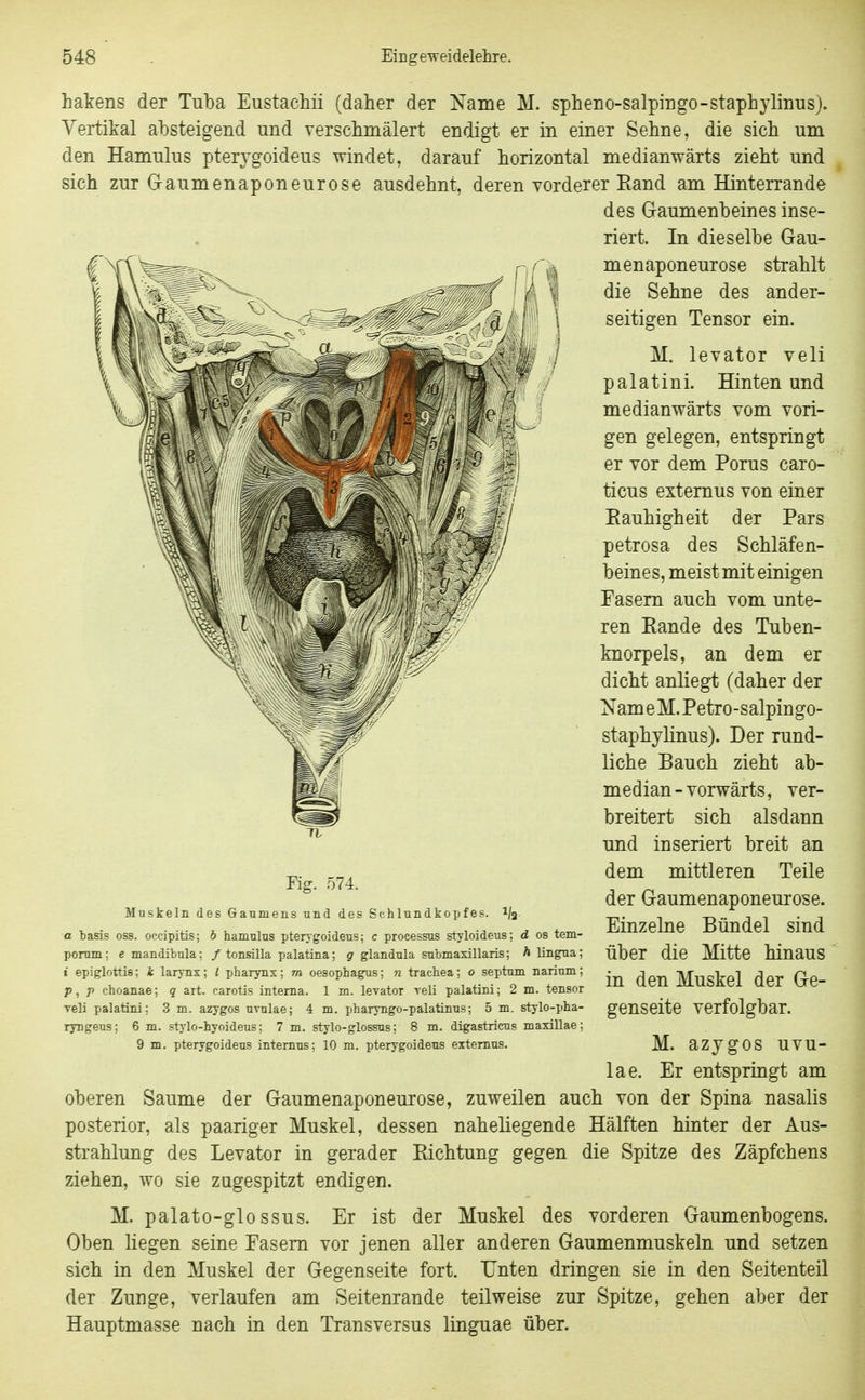 hakens der Tuba Eustachü (daher der jSTaine M. spheno-salpingo-stapliyliiius). Vertikal absteigend und verschmälert endigt er in einer Sehne, die sich um den Hamulus pterygoidens windet, darauf horizontal medianwärts zieht und sich zur Graumenaponeurose ausdehnt, deren vorderer Rand am Hinterrande des Gaumenbeines inse- riert. In dieselbe Gau- menaponeurose strahlt die Sehne des ander- seitigen Tensor ein. M. levator veli palatini. Hinten und medianwärts vom vori- gen gelegen, entspringt er vor dem Poms caro- ticus extemus von einer Eauhigheit der Pars petrosa des Schläfen- beines, meist mit einigen Fasern auch vom unte- ren Rande des Tuben- knorpels, an dem er dicht anliegt (daher der Xam e M. Petro-salpingo- staphylinus). Der rund- liche Bauch zieht ab- median-vorwärts, ver- breitert sich alsdann und inseriert breit an dem mittleren Teile der Gaumenaponeurose. Einzelne Bündel sind über die Mitte hinaus in den Muskel der Ge- genseite verfolgbar. M. azjgos uvu- lae. Er entspringt am oberen Saume der Gaumenaponeurose, zuweilen auch von der Spina nasalis posterior, als paariger Muskel, dessen naheliegende Hälften hinter der Aus- strahlung des Levator in gerader Richtung gegen die Spitze des Zäpfchens ziehen, wo sie zugespitzt endigen. M. palato-glo ssus. Er ist der Muskel des vorderen Gaumenbogens. Oben liegen seine Fasern vor jenen aller anderen Gaumenmuskeln und setzen sich in den Muskel der Gegenseite fort. Unten dringen sie in den Seitenteil der Zunge, verlaufen am Seitenrande teilweise zur Spitze, gehen aber der Hauptmasse nach in den Transversus linguae über. Fig. 574. Muskeln des Gaumens und des Schlundkopfes. 1/2 a basis oss. occipitis; 6 hamulus pteiygoideus; c processus styloideus; d os tem- porum: e mandibula: / tonsilla palatina; g glandula submaxillaris; A lingua; i epiglottis; k laiynx; l phaiynx; m Oesophagus; n trachea; 0 septum narium; p, 7) choanae; q art. carotis interna. 1 m. levator reli palatini; 2 m. tensor Teli palatini; 3 m. azygos uvulae; 4 m. pharyngo-palatinus; 5 m. stylo-pha- ryngeus; 6 m. stj'lo-hyoideus; 7 m. stylo-glossus; 8 m. digastricus maxillae; 9 m. pterygoidens internus; 10 m. pterygoidens extemus.