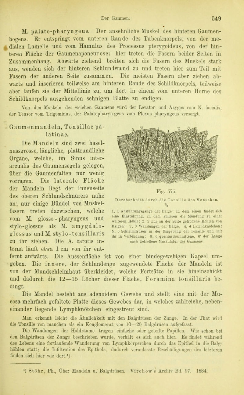 M. palato-pharjngeus. Der ansehnliche Muskel des hinteren Gaumen- bogens. Er entspringt vom unteren Rande des Tubenknorpels, von der me- dialen Lamelle und vom Hamulus des Processus pterygoideus, von der hin- teren Flüche der Gaumenaponeurose; hier treten die Fasern beider Seiten in Zusammenhang. Abwärts ziehend breiten sich die Fasern des Muskels stark aus, wenden sich der hinteren Schlundwa nd zu und treten hier zum Teil mit Fasern der anderen Seite zusammen. Die meisten Fasern aber ziehen ab- wärts und inserieren teilweise am hinteren Rande des Schildknorpels, teilweise aber laufen sie der Mittellinie zu, um dort in einem vom unteren Hörne des Schildktiorpels ausgehenden sehnigen Blatte zu endigen. Von den Muskeln des weicliea Gaumens wird der Levator und Azygos vom N. facialis, der Tensor vom Trigeminus. der Palatopharyn geus vom Plexus pharyngeus versorgt. Gaumenmandeln, Tonsillae pa- latinae. Die Mandeln sind zwei hasel- nussgrosse, längliche, plattrundliche Organe, welche, im Sinus inter- arcualis des Gaumensegels gelegen, über die Gaumenfalten nur wenig vorragen. Die laterale Fläche der Mandeln liegt der Innenseite des oberen Schlundschnürers nahe an; nur einige Bündel von Muskel- fasern treten dazwischen, welche vom M. glosso - pharvngeus und stvlo-glossus als M. amygdalo- glossus und M. stylo-tonsillaris zu ihr ziehen. Die A. carotis iur terna läuft etwa 1 cm von ihr ent- fernt aufwärts. Die Aussenfläche ist von einer bindegewebigen Kapsel um- geben. Die innere, der Schlundenge zugewendete Fläche der Mandeln ist von der Mundschleimhaut überkleidet, welche Fortsätze in sie hineinschickt und dadurch die 12—15 Löcher dieser Fläche, Foramina tonsillaria be- dingt. Die Mandel besteht aus adenoidem Gewebe und stellt eine mit der Mu- cosa mehrfach gefaltete Platte dieses Gewebes dar, in welches zahlreiche^ neben- einander liegende Lymphknötchen eingestreut sind. Man erkennt leicht die ÄhnHchkeit mit den ßalgdrüsen der Zunge. In der Tiiat wird die Tonsüle von manchen als ein Konglomerat von 10—20 Balgdrüsen aufgefasst. Die Wandungen der Hohlräume tragen einfache oder geteilte Papillen. Wie schon bei den Balgdrüsen der Zunge beschrieben wurde, verhält es sich auch hier. Es findet während des Lebens eine fortlaufende Wanderung von Lymphkörperchen durch das Epithel in die Balg- hohlen statt; die Infiltration des Epithels, dadurch veranlasste Beschädigungen des letzteren finden sich hier wie dort.^) Flg. 575. Durchschnitt durch die Tonsille des Menschen. 1, 1 Ausführungsgänge der Bälge: in dem einen findet sich eine Einstülpung, in dem anderen die Mündung zu einer weiteren Höhle; 2, 2 nur an der Seite getroffene Höhlen von Bälgen; 3, 3 Wandungen der Bälge; 4, 4 Lymphknötchen; .5, 5 Schleimdrüsen in der Umgebung der Tonsille und mit ihr in Verbindung; 6, 6 querdurchschnittene, 6' der Länge uacli getroffene Muskulatur des Gaumens. ^) Stöhr, Ph., Über Mandeln u. Bal-driisen. Vircliow's Archiv Bd. 97. 1884.
