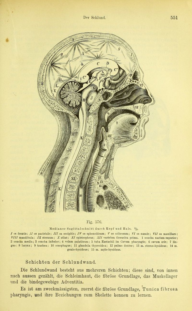 Fig. 576. Medianer Sagittalschnitt durch Kopf und Hals. 1/3. / OS frontis; // os parietale; /// os occipitis; IV os sphenoideum; V os cribrosum; VI os nasale; VII os maxillare; F///mandibula; /-X sternum; -Yatlas; ^/epistropheus; ^Y//vertebra thoracica prima. 1 concha narium superior; 2 concha media; 3 concha inferior; 4 velum palatinum; 5 tuba Eustacliii im Cavum pharyngis; 6 cavum oris; 7 lin- gua; 8 larynx; 9 trachea; 10 Oesophagus; 11 glandula thyreoidea; 12 pulmo dexter; 13 m. sterno-hyoideus; 14 m. genio-hyoideus; 15 m. mylo-hyoideus. Schichten der Schlundwand. Die Schlundwand besteht aus mehreren Schichten; diese sind, von innen nach aussen gezählt, die Schleimhaut, die fibröse Grundlage, das Muskellager und die bindegewebige Adventitia. Es ist am zweckmässigsten, zuerst die fibröse Grundlage, Tunicafibrosa pharyngis, und ihre Beziehungen zum Skelette kennen zu lernen.