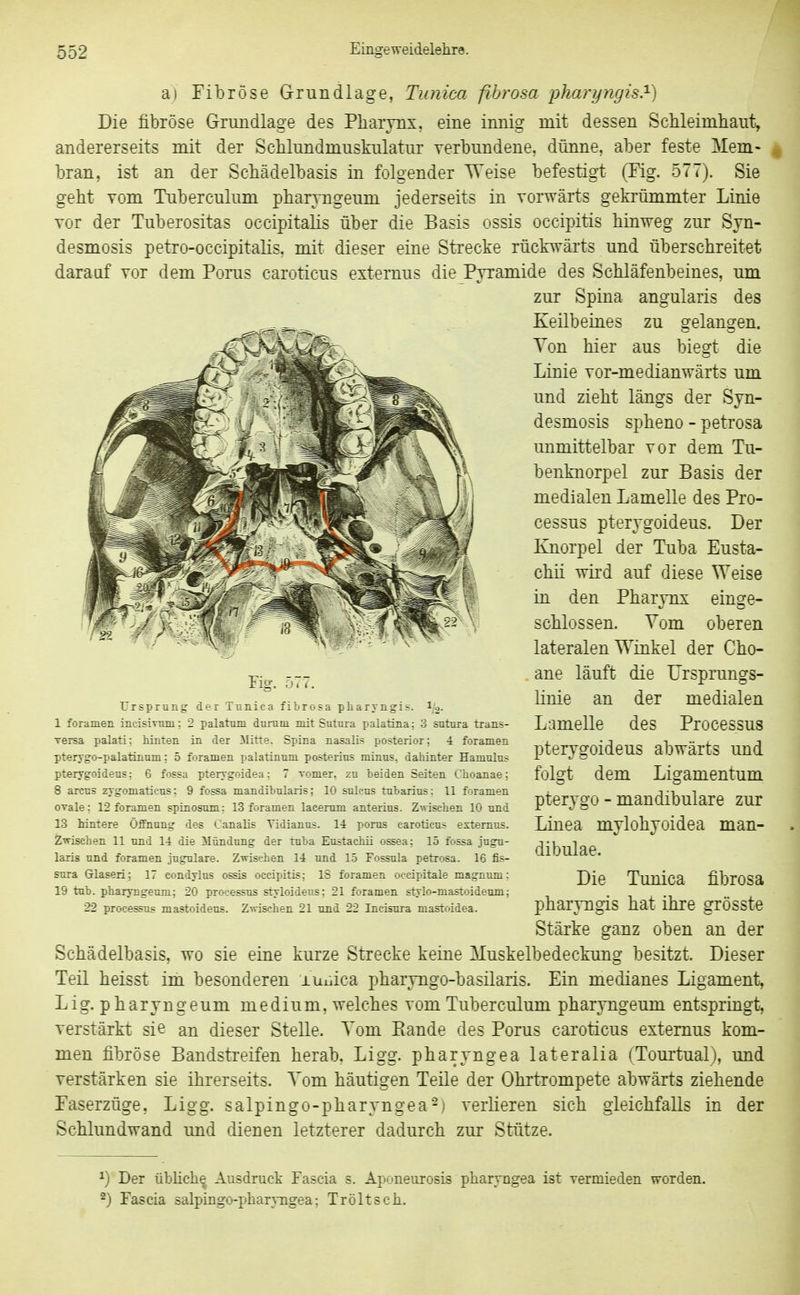 a! Fibröse G-rundlage, Tunica fibrosa pharyngis.^) Die fibröse Grundlage des Pbarvnx, eine innig mit dessen Scbleimhaiit, andererseits mit der ScMundmuskulatur verbundene, dünne, aber feste Mem- bran, ist an der Schädelbasis in folgender Weise befestigt (Fig. 577). Sie geht vom Tuberculum pharjngeum jederseits in voi-wärts gekrümmter Linie Tor der Tuberositas occipitalis über die Basis ossis occipitis hinweg zur Sjn- desmosis petro-oceipitalis. mit dieser eine Strecke rückwärts und überschreitet darauf vor dem Porus caroticus externus die Pyramide des Schläfenbeines, um zur Spina angularis des Keilbeines zu gelangen. Ton hier aus biegt die Linie vor-medianwärts um und zieht längs der Sjn- desmosis spheno - petrosa unmittelbar vor dem Tu- benknorpel zur Basis der medialen Lamelle des Pro- cessus pterygoideus. Der Knorpel der Tuba Eusta- chii wird auf diese Weise in den Pharynx einge- schlossen. Vom oberen lateralen Winkel der Cho- ane läuft die Ursprungs- linie an der medialen Lamelle des Processus pterygoideus abwärts und folgt dem Ligamentum pterygo - mandibulare zur Linea mylohyoidea man- dibulae. Die Tunica fibrosa pharyngis hat ihre grösste Fis:. Di i. Ursprung der Tunica fibrosa pharyngis. 1/2- 1 foramen incisiviun; 2 palatuni durum mit Sutnra palatina; 3 sutura trans- versa palati: hinten in der Mitte. Spina nasalis posterior; 4 foramen pterygo-palatinum; 5 foramen palatinum posterius minus, dahinter Hamulus pterygoideus: 6 fossa pterygoidea; 7 vomer, zu beiden Seiten Choanae; 8 arcus zygomaticus; 9 fossa mandibularis; 10 sulcus tubarius: 11 foramen ovale; 12 foramen spinosum: 13 foramen lacerum anterius. Z-wisehen 10 und 13 hintere Öffnung des Canalis Vidianus. 14 porus caroticus externus. Zwischen 11 und 14 die Mündung der tuba Eustachü ossea: 15 fossa jugu- laris und foramen jugulare. Zwischen 14 und 15 Fossula petrosa. 16 fis- sura Grlaseri: 17 condylus ossis occipitis: IS foramen occipitale magnum: 19 tub. pharyngeum: 20 Processus styloidens: 21 foramen stylo-mastoideum; 22 Processus mastoideus. Zwischen 21 un.d 22 Incisura mastoidea. Stärke ganz oben an der Schädelbasis, wo sie eine kurze Strecke keine Muskelbedeckung besitzt. Dieser Teil heisst im besonderen luuica pharyngo-basilaris. Ein medianes Ligament, Lig. pharyngeum medium, welches vom Tuberculum pharyngeum entspringt, verstärkt sie an dieser Stelle. Tom Bande des Porus caroticus externus kom- men fibröse Bandstreifen herab, Ligg. pharyngea lateralia (Tourtual), und verstärken sie ihrerseits. Tom häutigen Teile der Ohrtrompete abwärts ziehende Faserzüge, Ligg. salpingo-pharyngea^) verlieren sich gleichfalls in der Schlundwand und dienen letzterer dadurch zur Stütze. ^) Der übliche Ausdruck Fascia s. Aponeurosis pharyngea ist vermieden worden. 2) Fascia 5alpiDgo-phar}Tigea; Tröltsch.