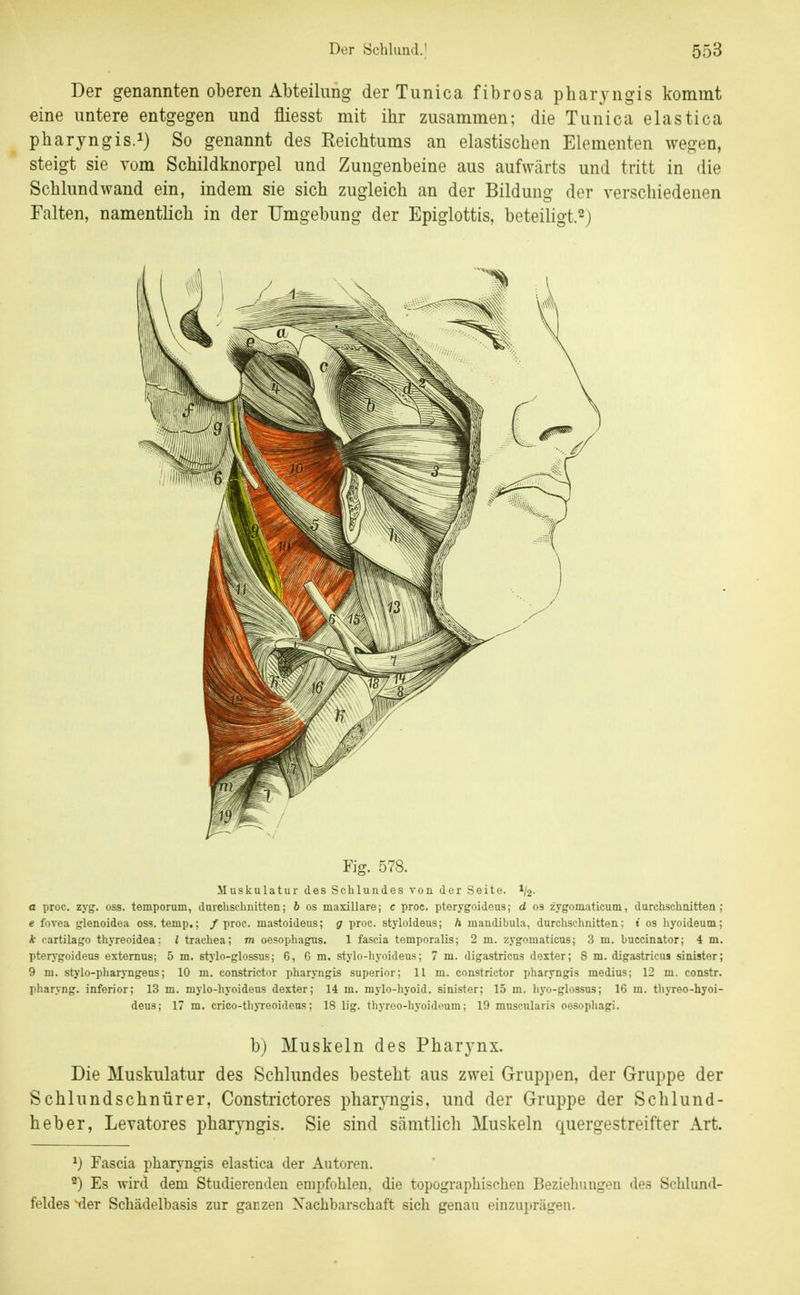 Der genannten oberen Abteilung der Tunica fibrosa pbaryngis kommt eine untere entgegen und fliesst mit ihr zusammen; die Tunica elastica pbaryngis. 1) So genannt des Reichtums an elastischen Elementen wegen, steigt sie vom Schildknorpel und Zungenbeine aus aufwärts und tritt in die Schlundwand ein, indem sie sich zugleich an der Bildung der verschiedenen Falten, namentlich in der Umgebung der Epiglottis, beteiligt.^) Fig. 578. Muskulatur des Schlundes von der Seite. I/2. a proc. zyg. oss. temporum, durchschnitten; 6 os maxillare; c proe. pterygoideus; d os zygomaticum, durchschnitten; e fovea crlenoidea oss. temp,; /proc. mastoideus; g proc. styloldeus; h mandibula, durchschnitten; i os hyoideuoi; * cartilatjo thyreoidea: l trachea; m oesophagnis. 1 fascia temporalis; 2 ni. zygomaticus; 3 m, buccinator; 4 m. pters'goideus externus; 5 m. stj'lo-glossus; 6, Gm. stylo-hyoideus; 7 m. digastricus dexter; 8 m. digastricus sinister; 9 ru. stylo-pharyngeus; 10 m. constrictor pharyngis superlor; Ilm. constrictor pharyngis medius; 12 m. constr. pharyng. inferior; 13 m. mylo-hyoideus dexter; 14 m, mylo-hyoid. sinister; 15 m. hyo-glossus; 16 m. thyreo-hyoi- deus; 17 m. crico-tliyreoideus; 18 lig. thyroo-hyoideum; 19 muscularis oesophagi. b) Muskeln des Pharynx. Die Muskulatur des Schlundes besteht aus zwei Gruppen, der Gruppe der Schlundschnürer, Constrictores pharyngis, und der Gruppe der Schlund- heber, Levatores pharjaigis. Sie sind sämtlich Muskeln quergestreifter Art. ^) Fascia pharyngis elastica der Autoren. ^) Es wird dem Studierenden empfohlen, die topographischen Beziehungen des Schlund- feldes ^er Schädelbasis zur ganzen Xachbarschaft sich genau einzuprägen.