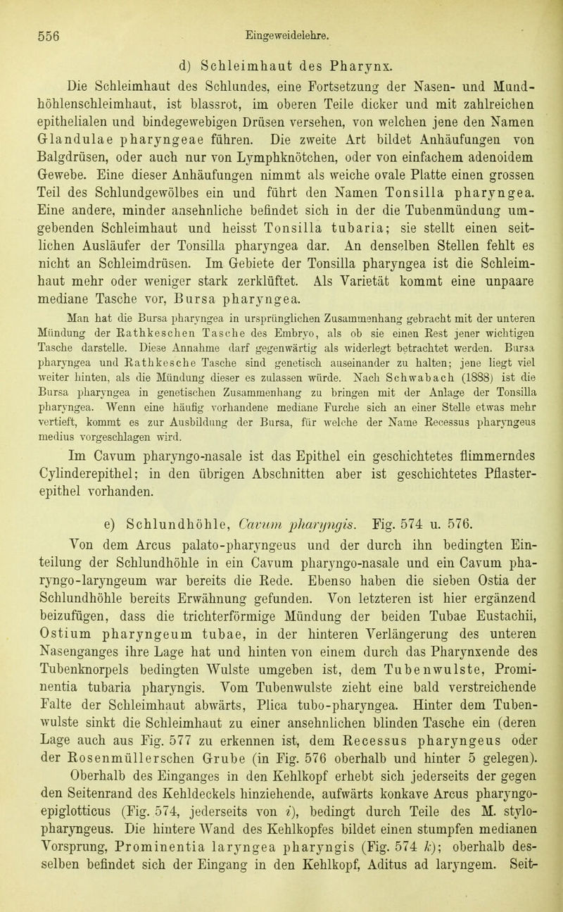 d) Schleimhaut des Pharynx. Die Schleimhaut des Schlundes, eine Fortsetzung der Nasen- und Mund- höhlenschleimhaut, ist blassrot, im oberen Teile dicker und mit zahlreichen epithelialen und bindegewebigen Drüsen versehen, von welchen jene den Namen Glandulae pharjngeae führen. Die zweite Art bildet Anhäufungen von Balgdrüsen, oder auch nur von Ljmphknötchen, oder von einfachem adenoidem Gewebe. Eine dieser Anhäufungen nimmt als weiche ovale Platte einen grossen Teil des Schlundgewölbes ein und führt den Namen Tonsilla pharyngea. Eine andere, minder ansehnliche befindet sich in der die Tubenmündung um- gebenden Schleimhaut und heisst Tonsilla tubaria; sie stellt einen seit- lichen Ausläufer der Tonsilla pharyngea dar. An denselben Stellen fehlt es nicht an Schleimdrüsen. Im Gebiete der Tonsilla pharyngea ist die Schleim- haut mehr oder weniger stark zerklüftet. Als Varietät kommt eine unpaare mediane Tasche vor, Bursa pharyngea. Man hat die Bursa pharyngea in ursprünglichen Zusammenhang gebracht mit der unteren Mündung der Eathkeschen Tasche des Embryo, als ob sie einen Rest jener wichtigen Tasche darstelle. Diese Annahme darf gegenwärtig als widerlegt betrachtet werden. Bursa pharyngea und Rathkesche Tasche sind genetisch auseinander zu halten; jene liegt viel weiter hinten, als die Mündung dieser es zulassen würde. Nach Schwabach (1888j ist die Bursa pharyngea in genetischen Zusammenhang zu bringen mit der Anlage der Tonsilla pharyngea. Wenn eine häufig vorhandene mediane Furche sich an einer Stelle etwas mehr vertieft, kommt es zur Ausbildung der Bursa, für welche der Name Recessus pharyngeus medius vorgeschlagen wird. Im Cavum pharyngo-nasale ist das Epithel ein geschichtetes flimmerndes Cylinderepithel; in den übrigen Abschnitten aber ist geschichtetes Pflaster- epithel vorhanden. e) Schlundhöhle, Cavum 2jliary7igis. Fig. 574 u. 576. Von dem Arcus palato-pharyngeus und der durch ihn bedingten Ein- teilung der Schlundhöhle in ein Cavum pharyngo-nasale und ein Cavum pha- ryngo-laryngeum war bereits die Kede. Ebenso haben die sieben Ostia der Schlundhöhle bereits Erwähnung gefunden. Von letzteren ist hier ergänzend beizufügen, dass die trichterförmige Mündung der beiden Tubae Eustachii, Ostium pharyngeum tubae, in der hinteren Verlängerung des unteren Nasenganges ihre Lage hat und hinten von einem durch das Pharynxende des Tubenknorpels bedingten Wulste umgeben ist, dem Tubenwulste, Promi- nentia tubaria pharyngis. Vom Tubenwulste zieht eine bald verstreichende Falte der Schleimhaut abwärts, Plica tubo-pharyngea. Hinter dem Tuben- wulste sinkt die Schleimhaut zu einer ansehnlichen blinden Tasche ein (deren Lage auch aus Fig. 577 zu erkennen ist, dem Recessus pharyngeus oder der Rosenmüllerschen Grube (in Fig. 576 oberhalb und hinter 5 gelegen). Oberhalb des Einganges in den Kehlkopf erhebt sich jederseits der gegen den Seitenrand des Kehldeckels hinziehende, aufwärts konkave Arcus pharyngo- epiglotticus (Fig. 574, jederseits von i\ bedingt durch Teile des M. stylo- pharyngeus. Die hintere Wand des Kehlkopfes bildet einen stumpfen medianen Vorsprung, Prominentia laryngea pharyngis (Fig. 574 k)\ oberhalb des- selben befindet sich der Eingang in den Kehlkopf, Aditus ad laryngem. Seit-