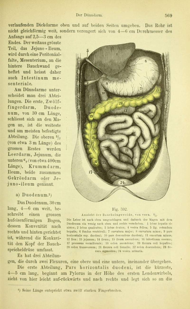 verlaufenden Dickdarme oben und auf beiden Seiten umgeben. Das Rohr ist nicht gleichförmig weit, sondern verengert sicli von 4—6 cm Durchmesser des Anfangs auf 2,5—3 cm des Endes. Der weitaus grösste Teil, das Jejuno - Ileum, wird durch eine Peritonäal- falte, Mesenterium, an die hintere Bauch wand ge- heftet und heisst daher auch Intestinum me- senteriale. Am Dünndarme unter- scheidet man drei Abtei- lungen. Die erste, Zwölf- fingerdarm, Duode- num, von 30 cm Länge, scMiesst sich an den Ma- gen an, ist die weiteste und am meisten befestigte Abteilung. Die oberen ^jj (von etwa 3 m Länge) des grossen Restes werden ^ Leerdarm, Jejunum, die unteren (von etwa 400cm Länge), Krummdarm, Ileum, beide zusammen Gekrösdarm oder Je- juno-ileum genannt. a) Duodenum.!) Das Duodenum, 30 cm lang, 4—6 cm weit, be- schreibt einen grossen hufeisenförmigen Bogen, dessen Konvexität nach rechts und hinten gerichtet ist, während die Konkavi- tät den Kopf der Bauch- speicheldrüse umfasst. Ansicht voll vorn. Fig. 592. 10 r B ;i u (■ Ii e i n p e w e i d ( Die Leber ist nach oben umgeschlagen und dadurch der Magen mit dem Duodenum ein wenig nach oben und rechts verschoben. 1 lobns hepatis si- nister; 2 lobus quadratus; 3 lobns doxter; 4 vesica fellea; 5 lig. rotundum hepatis; 6 fundus ventriculi; 7 curvatura major; S curvatura minor; 9 pars horizontalis sup. duodeui; 10 pars doscendens duodeni; 11 Omentum minus; 12 lien: l:j jejunum; 14 ileum; 15 ileum asceiulcns; IG intestinum coecuiii; 17 Processus vermiformis; 18 colon ascendens; 19 flcxura coli hepatica; 20 Colon transversum; 21 flexura coli lienalis; 22 colon doscendens; 23 fle- xura sigmoidea; 24 vesica urinaria. Es hat drei Abteilun- gen, die durch zwei Flexuren, eine obere und eine untere, ineinander übergehen. Die erste Abteilung, Pars horizontalis duodeni, ist die kürzeste, 4—5 cm lang, beginnt am Pylorus in der Höhe des ersten Lendenwirbels, zieht von hier leicht auf-rückwärts und nach rechts und leirt sich so an die ^) Seine Länge entspricht etwa zwr.lt starken Fin^rerbreiten.