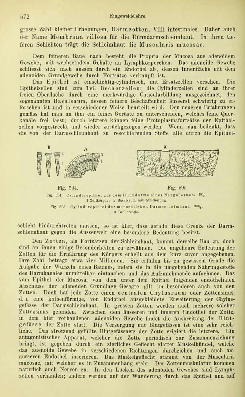 grosse Zahl kleiner Erhebungen, Darmzotten, Villi intestinales. Daher auch der Name Membrana villosa für die Dünndarmschleimhaut. In ihren tie- feren Schichten trägt die Schleimhaut die Muscularis mucosae. Dem feineren Baue nach besteht die Propria der Mucosa aus adenoidem Gewebe, mit wechselndem Gehalte an Lymphkörperchen. Das adenoide Gewebe schliesst sich nach aussen durch ein Endothel ab, dessen Innenfläche mit dem adenoiden Grundgewebe durch Fortsätze verknüpft ist. Das Epithel ist einschichtig-cylindrisch, mit Ersatzzellen versehen. Die Epithelzellen sind zum Teil Becherzellen; die Cylinderzellen sind an ihrer freien Oberfläche durch eine merkwürdige Cuticularbildung ausgezeichnet, den sogenannten Basalsaum, dessen feinere Beschaffenheit äusserst schwierig zu er- forschen ist und in verschiedener Weise beurteilt wird. Den neueren Erfahrungen gemäss hat man an ihm ein feines Gerüste zu unterscheiden, welches feine Quer- kanäle frei lässt; durch letztere können feine Protoplasmafortsätze der Epithel- zellen vorgestreckt und wieder zurückgezogen werden. Wenn man bedenkt, dass die von der Darmschleimhaut zu resorbierenden Stoffe alle durch die Epithel- Fig. 594. Fig. 595. Fig. 594. Cylinderepithel aus dem Dünndärme eines Neugebornen. i50/i 1 Zellkörper; 2 Basalsaum mit Strichelung. Fig. 595. Cylinderepithel der menschlich en Darmschleimhaut. 200^1. . a Becherzelle. Schicht hindurchtreten müssen, so ist klar, dass gerade diese Grenze der Darra- schleimhaut gegen die Aussenwelt eine besondere Bedeutung besitzt. Den Zotten, als Fortsätzen der Schleimhaut, kommt derselbe Bau zu, doch sind an ihnen einige Besonderheiten zu erwähnen. Die ungeheure Bedeutung der Zotten für die Ernährung des Körpers erhellt aus dem kurz zuvor angegebenen. Ihre Zahl beträgt etwa vier Millionen. Sie erfüllen bis zu gewissem Grade die Aufgabe der Wurzeln eines Baumes, indem sie in die umgebenden Nahrungsstoffe des Darmkanales unmittelbar eintauchen und das Aufzunehmende aufnehmen. Das vom Epithel der Mucosa, von dem unter dem Epithel folgenden endothelialen Abschluss der adenoiden Grundlage Gesagte gilt im besonderen auch von den Zotten. Doch hat jede Zotte einen centralen Chylusraum oder Zottensinus, d. i. eine kolbenförmige, von Endothel ausgekleidete Erweiterung der Ghylus- gefässe der Darmschleimhaut. In grossen Zotten werden auch mehrere solcher Zottensinus gefunden. Zwischen dem äusseren und inneren Endothel der Zotte, in dem hier vorhandenen adenoiden Gewebe findet die Ausbreitung der Blut- gefässe der Zotte statt. Die Versorgung mit Blutgefässen ist eine sehr reich- liche. Das strotzend gefüllte Blutgefässnetz der Zotte erigiert die letztere. Ein antagonistischer Apparat, welcher die Zotte periodisch zur Zusammenziehung bringt, ist gegeben durch ein zierliches Geflecht glatter Muskelbündel, welche das adenoide Gewebe in verschiedenen Richtungen durchziehen und auch am äusseren Endothel inserieren. Das Muskelgeflecht stammt von der Muscularis mucosae, mit welcher es in Zusammenhang steht. Der Zottenmuskulatur kommen natürlich auch Nerven zu. In den Lücken des adenoiden Gewebes sind Lymph- zellen vorhanden; andere werden auf der Wanderung durch das Epithel und auf
