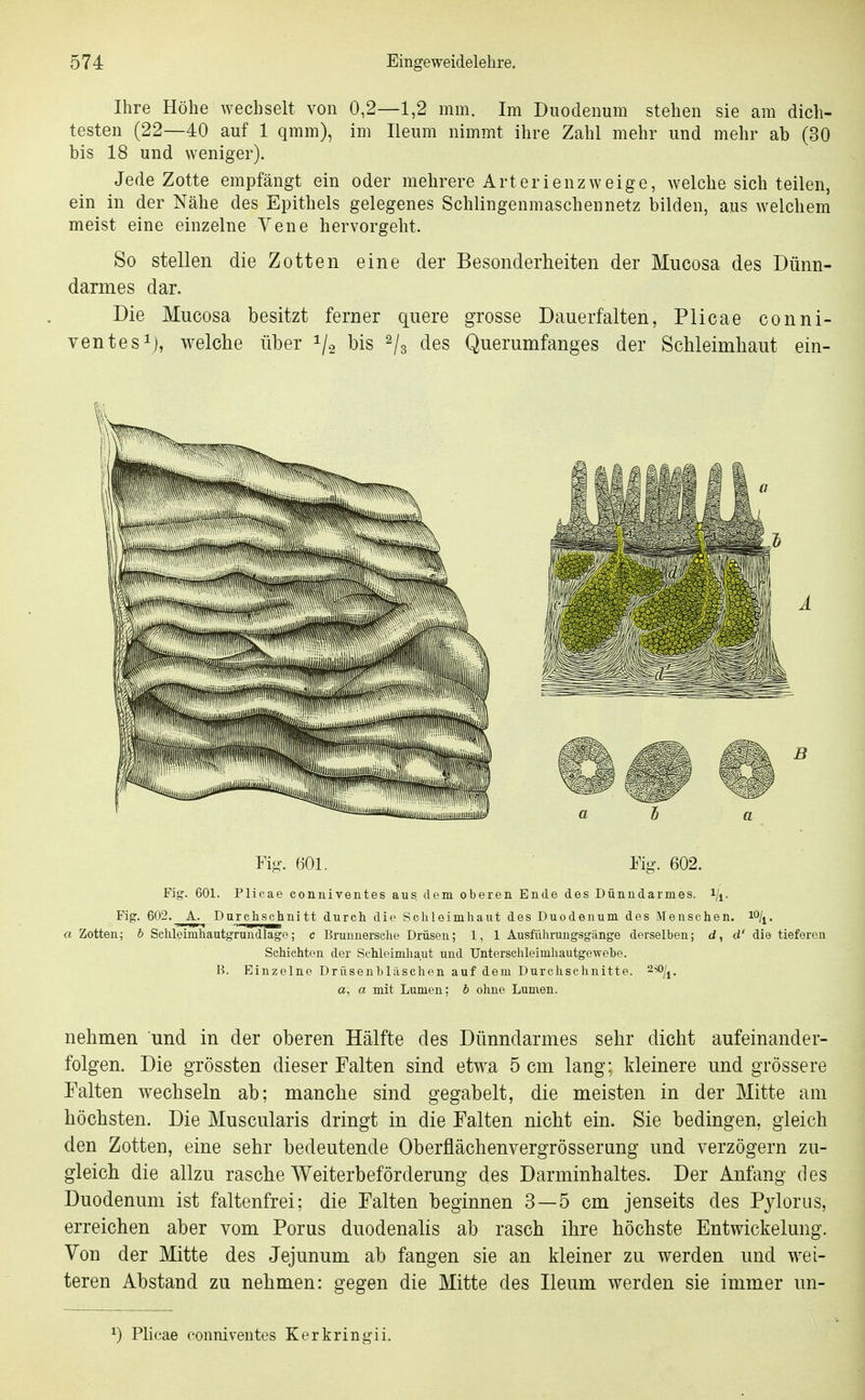 Ihre Höhe wechselt von 0,2—1,2 mm. Im Duodenum stehen sie am dich- testen (22—40 auf 1 qmm), im Ileum nimmt ihre Zahl mehr und mehr ab (30 bis 18 und weniger). Jede Zotte empfängt ein oder mehrere Arterienzweige, welche sich teilen, ein in der Nähe des Epithels gelegenes Schlingenmaschennetz bilden, aus welchem meist eine einzelne Vene hervorgeht. So stellen die Zotten eine der Besonderheiten der Mucosa des Dünn- darmes dar. Die Mucosa besitzt ferner quere grosse Dauerfalten, Piicae conni- ventes^j, welche über 1/2 bis 2/3 des Querumfanges der Schleimhaut ein- Fio-. 601. Fig. 602. Fig. 601. Plieae conniventes aus, dem oberen Ende des Dünndarmes, i/^. Fig. 602. A. Durchschnitt durch die Schleimhaut des Duodenum des Menschen. lO/j. a Zotten; b Schleimhautgruudlage; c Brunnersche Drüsen; 1, 1 Ausführuugsgänge derselben; d, d' die tieferen Schichten der Schleimhaut und Unterschleimhautgewebe. B. Einzelne Drüsenbläschen auf dem Durchschnitte. a, a mit Lumen; b ohne Lumen. nehmen und in der oberen Hälfte des Dünndarmes sehr dicht aufeinander- folgen. Die grössten dieser Falten sind etwa 5 cm lang; kleinere und grössere Falten wechseln ab; manche sind gegabelt, die meisten in der Mitte am höchsten. Die Muscularis dringt in die Falten nicht ein. Sie bedingen, gleich den Zotten, eine sehr bedeutende Oberflächenvergrösserang und verzögern zu- gleich die allzu rasche Weiterbeförderung des Darminhaltes. Der Anfang des Duodenum ist faltenfrei; die Falten beginnen 3—5 cm jenseits des Pylorus, erreichen aber vom Porus duodenalis ab rasch ihre höchste Entwickelung. Von der Mitte des Jejunum ab fangen sie an kleiner zu werden und wei- teren Abstand zu nehmen: gegen die Mitte des Ileum werden sie immer un- ^) Piicae conniventes Kerkringii.