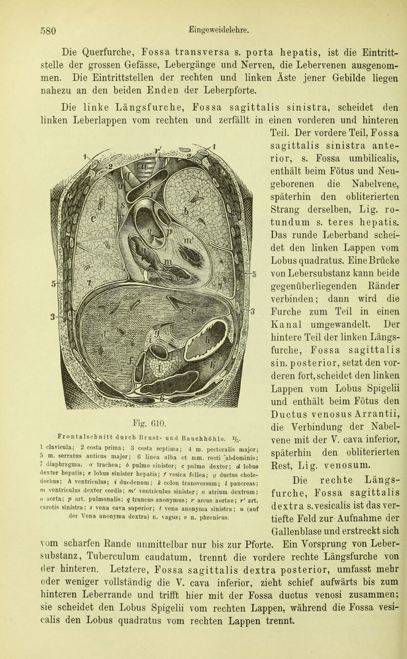Die Querfurche, Tossa transversa s. porta hepatis, ist die Eintritt- stelle der grossen Gefässe, Lebergänge und Nerven, die Lebervenen ausgenom- men. Die Eintrittstellen der rechten und linken Äste jener Gebilde liegen nahezu an den beiden Enden der Leberpforte. Die linke Längsfurche, Fossa sagittalis sinistra, scheidet den linken Leberlappen vom rechten und zerfällt in einen vorderen und hinteren Teil. Der vordere Teil, Fossa sagittalis sinistra ante- rior, s. Fossa umbilicalis, enthält beim Fötus und Neu- geborenen die Nabelvene, späterhin den obliterierten Strang derselben, Lig. ro- tundum s. teres hepatis. Das runde Leberband schei- det den linken Lappen vom Lobus quadratus. Eine Brücke von Lebersubstanz kann beide gegenüberliegenden Ränder verbinden; dann wird die Furche zum Teil in einen Kanal umgewandelt. Der hintere Teil der linken Längs- furche, Fossa sagittalis sin. posterior, setzt den vor- deren fort, scheidet den linken Lappen vom Lobus Spigehi und enthält beim Fötus den Ductus venosus Arrantii, die Verbindung der Nabel- vene mit der V. cava inferior, späterhin den obliterierten Rest, Lig. venosum. Die rechte Längs- furche, Fossa sagittalis dextra s.vesicalis ist das ver- tiefte Feld zur Aufnahme der Gallenblase und erstreckt sich vom scharfen Rande unmittelbar nur bis zur Pforte. Ein Vorsprung von Leber- substanz, Tuberculum caudatum, trennt die vordere rechte Längsfurche von der hinteren. Letztere, Fossa sagittalis dextra posterior, umfasst mehr oder weniger vollständig die V. cava inferior, zieht schief aufwärts bis zum hinteren Leberrande und trifft hier mit der Fossa ductus venosi zusammen; sie scheidet den Lobus Spigelii vom rechten Lappen, während die Fossa vesi- calis den Lobus quadratus vom rechten Lappen trennt. Fig. 610. Frontalschnitt durch Brust- und Bauchhöhle, i/s- 1 clavicnia; 2 costa prima; 3 costa septiuia; 4 m. pectoralis major; 5 m. serratus anticus major; 6 linea alba et mm. recti >bdominis; 7 diaphragma. a trachea; 6 pulmo Minister; c pulmo dexter; d lobus dexter hepatis; e lobus sinister hepatis; / vesica fellea; g ductus chole- dochus; h ventriculus; t duodenum; k colon transversum; l paucreas; m ventriculus dexter cordis; m' ventriculus sinister; 7i atrium dextrum; o aorta; p art. pulmonalis; g truncus anonymus; r arcus aortae; r'art. carotis sinistra; s vena cava superior; t vena anonyma sinistra; u (auf der Vena anonyma dextra) n. vagus; v n. phrenicus.