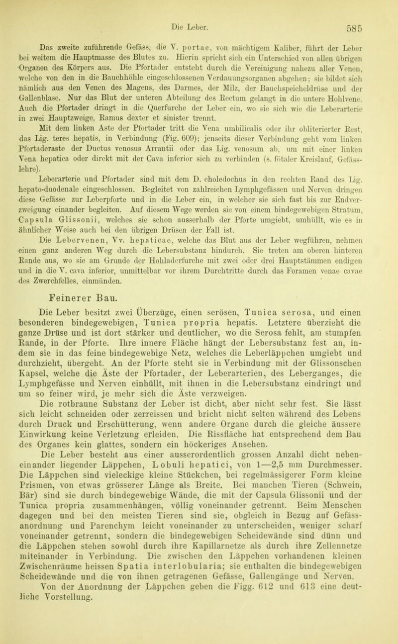 Das zweite zuführende Gefäss, die V. purtae. vi-n niäclitijjein Kaliber, liihrt der Ix'ber l)ei weitem die Hauptmasse des Blutes zu. Hieriu sprielit sii-h ein Unterscliied von allen iibri,<,'en •Organen des Körpers aus. Die Pfortader entsteht durch die Vereinif^uiij,' luihezu aller Venen, welche von den in die Bauchhöhle eingeschlossenen Verdauun,ii:sorganen abgehen; sie bildet sich niiinlich aus den Venen des Magens, des Darmes, der Milz, der Bauchspeicheldrüse und der Gallenblase. Nur das Blut der unteren Abteilung des Rectum gelangt in die untere Hohlvene. Auch die Pfortader dringt in die Querfurche der Leber ein, wo sie sich wie die l^berarterie in zwei Hauptzweige. Ramus dexter et sinister trennt. Mit dem linken Aste der Pfortader tritt die Vena umbilicalis oder ihr obliterierter Pest, das Lig. teres hepatis, in Verbindung (Fig. G09); jenseits dieser Verbindung geht vom linken Pfortaderaste der Ductus venosus Arrantii oder das Lig. venosum ab. um mit einer linken Vena hepatica oder direkt mit der Cava inferior sich zu verbinden (s. ff»taler Kreislauf, Gefiiss- lehre). Leberarterie und Pfortader sind mit dem D. choledochus in den rechten Eand des Lig. hepato-duodenale eingeschlossen. Begleitet von zahbeichen Lymphgefässcn und Nerven dringen diese Gelasse zur Leberpforte und in die Leber ein, in welcher sie sich fast bis zur Endver- zweigung einander begleiten. Auf diesem Wege werden sie von einem bindegewebigen Stratum, Capsula Glissonii, welches sie schon ausserhalb der Pforte umgiebt, mnhüUt. wie e> in ähnlicher Weise auch bei den übrigen Drüsen der Fall ist. Die Lebervenen, Vv. hepaticac, welche das Blut aus der Lober wegführen, nehmen einen ganz anderen Weg durch die Lebersubstanz hindurch. Sie treten am oberen hinteren Eande aus, wo sie am Grunde der Hohladerfurche mit zwei oder drei Hauptstänmien endigen und in die V. cava inferior, mimittelbar vor ihrem Durchtritte durch das Foramen venae cavae des Zwerchfelles, einmünden. Feinerer Bau. Die Leber besitzt zwei Überzüge, einen serösen, Tunica serosa, und einen besonderen bindegewebigen, Tunica i)ropria hepatis. Letztere überzieht die ganze Drüse und ist dort stärker und deutlicher, wo die Serosa fehlt, am stumpfen Rande, in der Pforte. Hire innere Fläche hängt der Lebersubstanz fest an, in- dem sie in das feine bindegewebige Netz, welches die Leberläppchen umgiebt und durchzieht, übergeht. An der Pforte steht sie in Verbindung mit der Glissonschen Kapsel, welche die Äste der Pfortader, der Leberarterien, des Leberganges, die Lymphgefässe und Nerven einhüllt, mit ihnen in die Lebersubstanz eindringt und um so feiner wird, je mehr sich die Äste verzweigen. Die rotbraune Substanz der Leber ist dicht, aber nicht sehr fest. Sie lässt sich leicht schneiden oder zerreissen und bricht nicht selten während des Lebens durch Druck und Erschütterung, wenn andere Organe durch die gleiche äussere Einwirkung keine Verletzung erleiden. Die Risstiäche hat entsprechend dem Bau des Organes kein glattes, sondern ein höckeriges Ansehen. Die Leber besteht aus einer ausserordentlich grossen Anzahl dicht neben- einander liegender Läppchen, Lobuli hepatici, von 1—2,5 nun Durchmesser. Die Läppchen sind vieleckige kleine Stückchen, bei regelnlässigerer Form kleine Prismen, von etwas grösserer Länge als Breite. Bei manchen Tieren (Schwein, Bär) sind sie durch bindegewebige Wände, die mit der Capsula (ilissonii und der Tunica propria zusammenhängen, völlig voneinander getrennt. Beim Mensclien dagegen und bei den meisten Tieren sind sie, obgleich in Bezug auf Gefäss- anordnung und Parenchym leicht voneinander zu unterscheiden, weniger scharf voneinander getrennt, sondern die bindegewebigen Scheidewände sind dünn und die Läppchen stehen sowohl durch ihre Kapillarnetze als durch ihre Zellennetze miteinander in Verbindung. Die zwischen den Läpi^chen vorhandenen kleinen Zwischenräume heissen Spatia interlobularia; sie enthalten die bindegewebigen Scheidewände und die von ihnen getragenen Gefässe, Gallengänge und Nerven. Von der Anordnung der Läpiichen geben die Figg. 012 und Glo eine deut- liche Vorstellung.