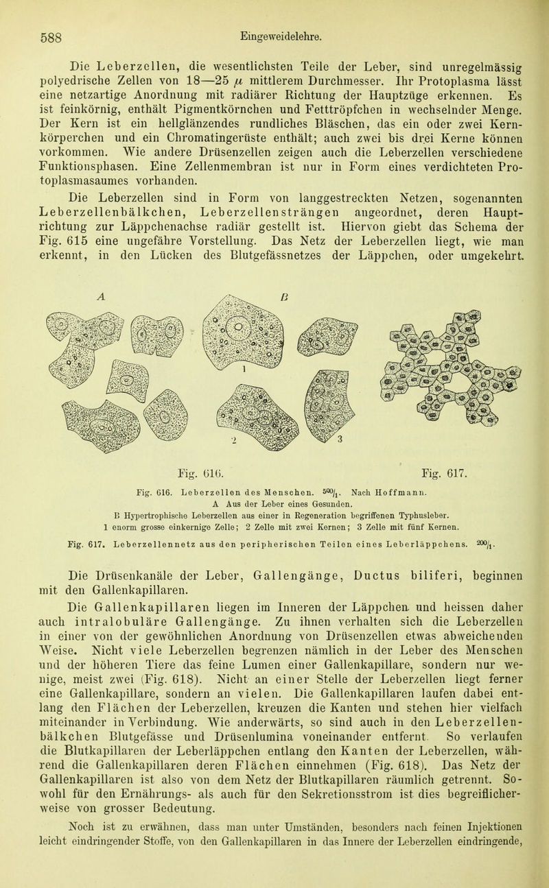 Die Leberzellen, die wesentlichsten Teile der Leber, sind unregelmässig polyedrische Zellen von 18—25 [x mittlerem Durchmesser. Ihr Protoplasma lässt eine netzartige Anordnung mit radiärer Richtung der Hauptzüge erkennen. Es ist feinkörnig, enthält Pigmentkörnchen und Fetttröpfchen in wechselnder Menge. Der Kern ist ein hellglänzendes rundliches Bläschen, das ein oder zwei Kern- körperchen und ein Chromatingerüste enthält; auch zwei bis drei Kerne können vorkommen. Wie andere Drüsenzellen zeigen auch die Leberzellen verschiedene Funktionsphasen. Eine Zellenmembran ist nur in Form eines verdichteten Pro- toplasmasaumes vorhanden. Die Leberzellen sind in Form von langgestreckten Netzen, sogenannten Leberzellenbälkchen, Leberzellensträngen angeordnet, deren Haupt- richtung zur Läppchenachse radiär gestellt ist. Hiervon giebt das Schema der Fig. 615 eine ungefähre Vorstellung. Das Netz der Leberzellen liegt, wie man erkennt, in den Lücken des Blutgefässnetzes der Läppchen, oder umgekehrt. Fig. 616. Fig. 617. Fig. 616. Leberzellen des Menschen, ^^j^. Nach Hoffmanu. A Aus der Leber eines Gesunden. B Hypertrophische Leberzellen aus einer in Regeneration begriffenen Typhusleber. 1 enorm grosse einkernige Zelle; 2 Zelle mit zwei Kernen; 3 Zelle mit fünf Kernen. Fig. 617. Leberzellennetz aus den peripherischen Teilen eines Leberläppchens, ^oo/i Die Drüsenkanäle der Leber, Gallengänge, Ductus biliferi, beginnen mit den Gallenkapillaren. Die Gallenkapillaren liegen im Inneren der Läppchen, und heissen daher auch intralobuläre Gallengänge. Zu ihnen verhalten sich die Leberzellen in einer von der gewöhnlichen Anordnung von Drüsenzellen etwas abweichenden Weise. Nicht viele Leberzellen begrenzen nämlich in der Leber des Menschen und der höheren Tiere das feine Lumen einer Gallenkapillare, sondern nur we- nige, meist zwei (Fig. 618). Nicht an einer Stelle der Leberzellen liegt ferner eine Gallenkapillare, sondern an vielen. Die Gallenkapillaren laufen dabei ent- lang den Flächen der Leberzellen, kreuzen die Kanten und stehen hier vielfach miteinander in Verbindung. Wie anderwärts, so sind auch in den Leberzellen- bälkchen Blutgefässe und Drüsenlumina voneinander entfernt. So verlaufen die Blutkapillaren der Leberläppchen entlang den Kanten der Leberzellen, wäh- rend die Gallenkapillaren deren Flächen einnehmen (Fig. 618). Das Netz der Gallenkapillaren ist also von dem Netz der Blutkapillaren räumlich getrennt. So- wohl für den Ernährungs- als auch für den Sekretionsstrom ist dies begreiflicher- weise von grosser Bedeutung. Noch ist zu erwähnen, dass man unter Umständen, besonders nach feinen Injektionen leicht eindringender Stoffe, von den Gallenkapillaren in das Innere der Leberzellen eindringende,
