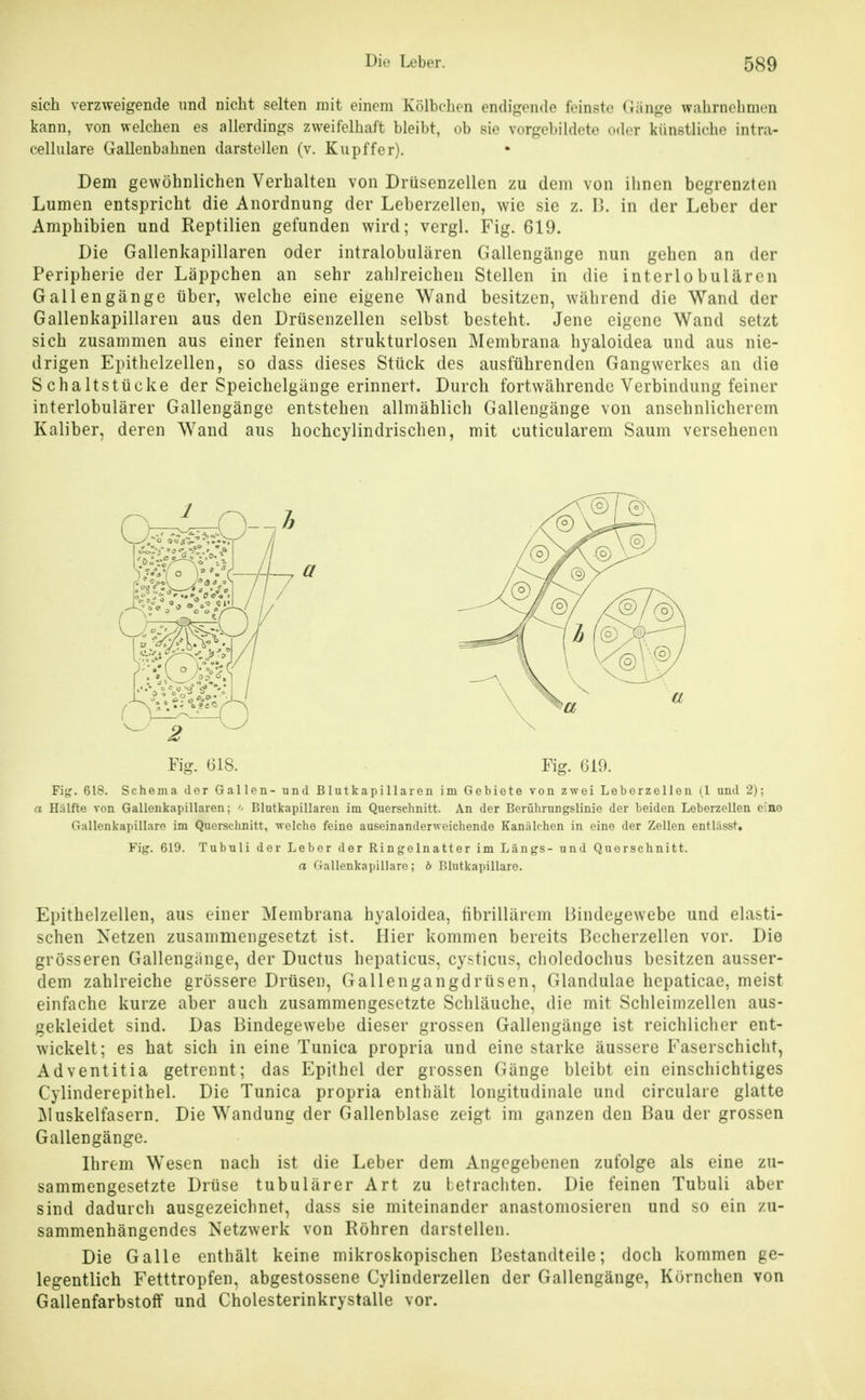 sich verzweigende \md nicht selten mit einem Kölbehen endigende feinste (länge wahrnehmen kann, von welchen es allerdings zweifelhaft bleibt, ob sie vorgebildete oder künstliche intra- cellulare Gallenbahnen darsteilen (v. Kupffer). Dem gewöhnlichen Verhalten von Drüsenzellen zu dem von ihnen begrenzten Lumen entspricht die Anordnung der Leberzellen, wie sie z. I>. in der Leber der Amphibien und Reptilien gefunden wird; vergl. Fig. 619. Die Gallenkapillaren oder intralobulären Gallengäiige nun gehen an der Peripherie der Läppchen an sehr zahlreichen Stellen in die interlobulären Gallengänge über, welche eine eigene Wand besitzen, während die Wand der Gallenkapillaren aus den Drüsenzellen selbst besteht. Jene eigene Wand setzt sich zusammen aus einer feinen strukturlosen Membrana hyaloidea und aus nie- drigen Epithclzellen, so dass dieses Stück des ausführenden Gangwerkes an die Schaltstücke der Speichelgänge erinnert. Durch fortwährende Verbindung feiner interlobulärer Gallengänge entstehen allmählich Gallengänge von ansehnlicherem Kaliber, deren Wand aus hochcylindrischen, mit outicularem Saum versehenen Fig. 618. Fig. 610. Fig. 618. Schema der Gallen- und B1 utkapi 11 aren im Gebiete von zwei Loborzellen [l und 2); a Hiilfte von Gallenkapillaren; Blutkapillareu im Querschnitt. An der Berührungslinie der beiden Leberzellen eino Gallenkapillare im Quersciinitt, welche feino auscinanderweichende Kanalchen in eino der Zellen entlässt. Fig. 619. Tubuli der Leber der Ringelnatter im Längs- und Querschnitt. a Gallenkapillare; b Blutkapillare. Epithelzellen, aus einer Membrana hyaloidea, fibrillärem Bindegewebe und elasti- schen Netzen zusammengesetzt ist. Hier kommen bereits Bccherzellen vor. Die grösseren Gallengänge, der Ductus hepaticus, cy.^^ticus, choledochus besitzen ausser- dem zahlreiche grössere Drüsen, Gallengangdrüsen, Glandulae hepaticae, meist einfache kurze aber auch zusammengesetzte Schläuche, die mit Schleimzellen aus- gekleidet sind. Das Bindegewebe dieser grossen Gallengänge ist reichlicher ent- wickelt; es hat sich in eine Tunica propria und eine starke äussere Faserschicht, Adventitia getrennt; das Epithel der grossen Gänge bleibt ein einschichtiges Cylinderepithel. Die Tunica propria enthält longitudinale und circulare glatte ]Muskelfasern. Die Wandung der Gallenblase zeigt im ganzen den Bau der grossen Gallengänge. Ihrem Wesen nach ist die Leber dem Angegebenen zufolge als eine zu- sammengesetzte Drüse tubulärer Art zu betrachten. Die feinen Tubuli aber sind dadurch ausgezeichnet, dass sie miteinander anastomosieren und so ein zu- sammenhängendes Netzwerk von Röhren darstellen. Die Galle enthält keine mikroskopischen Bestandteile; doch kommen ge- legentlich Fetttropfen, abgestossene Cylinderzellen der Gallengänge, Körnchen von Gallenfarbstoff und Cholesterinkrystalle vor.
