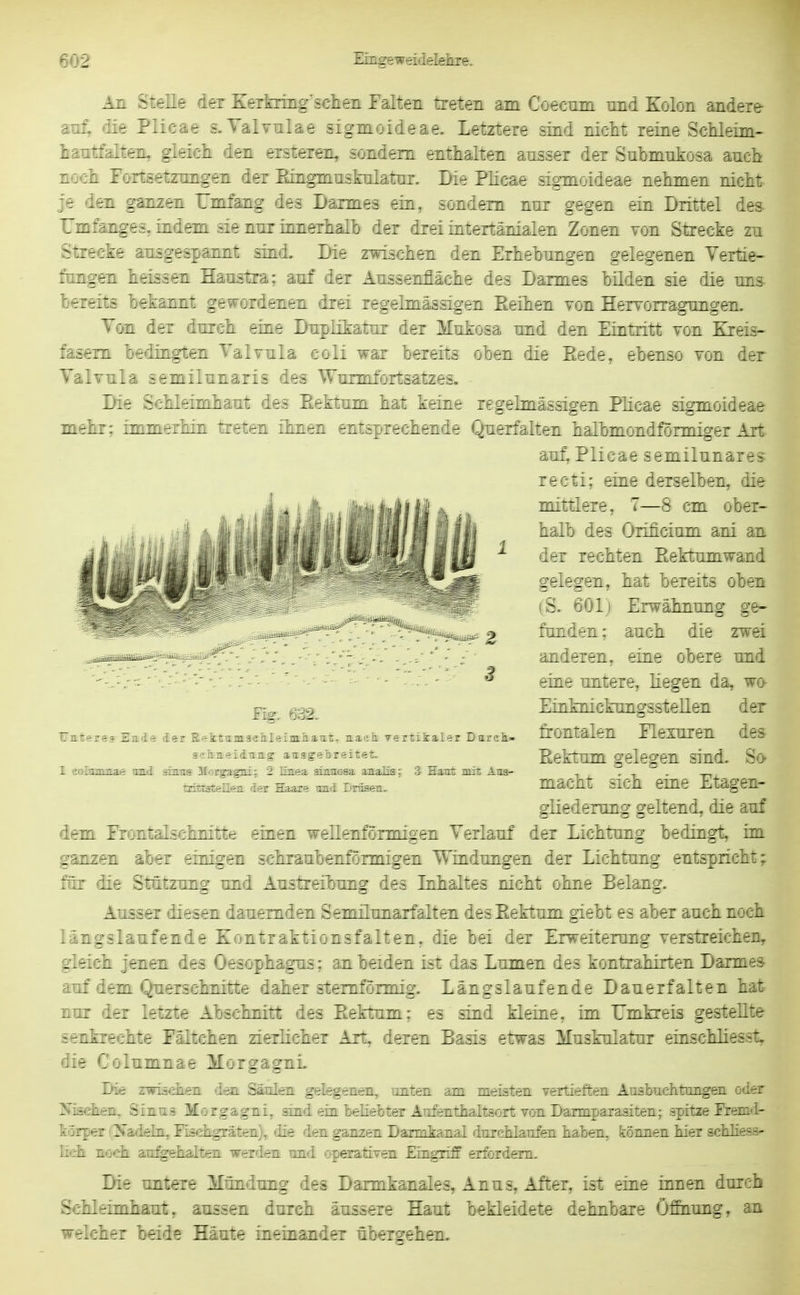 An Stelle der Kerkring'scheii Falten treten am Coecmn und Kolon andere- au^ die Plicae s.Yalvnlae sigmoideae. Letztere sind nicht reine Schleim- hantfalten, gleich den ersteren, sondern enthalten ausser der Submukosa auch noch Fortsetzungen der Eingmuskulatar. Die Plicae sigmoideae nehmen nicht je den ganzen Umfang des Darmes eia, sondern nur gegen ein Drittel des- TTm^tnges, indem sie nur innerhalb der drei intertänialen Zonen von Strecke zu Strecke ausgespannt sind. Die zwischen den Erhebungen gelegenen Yertie- fangen heissen Haustra; auf der Aussenfläche des Darmes bilden sie die uns bereits bekannt gewordenen drei regelmässigen Eeihen von Hervorragungen. Yon der durch eine Duplikatur der Mukosa und den Eintritt von Kreis- fasern bedingten Yalvula coli war bereits oben die Eede, ebenso von der Yalvula semilunaris des Wurmfortsatzes. Die Schleimhaut des Eektum hat keine regelmässigen Plicae sigmoideae meM; immerhin treten ihnen entsprechende Querfalten halbmondförmiger Art- auf, Plicae semilunares recti; eine derselben, die mittlere, 7—8 cm ober- halb des Orificium ani an der rechten Eektumwand gelegen, hat bereits oben (S. 601} Erwähnung ge- fanden; auch die zwei anderen, eine obere und eine untere, hegen da, wo- EinknickungsstelLen der frontalen Flexuren des Eektum gelegen sind. So macht sich eine Etagen- gliederung geltend, die auf dem Frontalschnitte einen wellenförmigen Yerlauf der Lichtung bedingt, im ganzen aber einigen schraubenförmigen Windungen der Lichtung entspricht; för die Statzung und Austreibung des Lihaltes nicht ohne Belang. Ausser diesen dauernden Semüunarfalten des Eektum giebt es aber auch noch längslaufende Kontraktionsfalten, die bei der Erweiterung verstreichen, gleich jenen des Oesophagus; an beiden ist das Lumen des kontrahirten Darmes auf dem Querschnitte daher sternförmig. Längslaufende Dauerfalten hat nur der letzte Abschnitt des Eektum; es sind kleine, im Umkreis gestellte senkrechte Fältchen zierlicher Art, deren Basis etwas Muskulatur einschliesst, die Columnae MorgagnL Die zwiädieri den Säulen gelegenen, unten am meisten vertieften Auabuchtungen oder Jfiaclien, Sinua Morgagni, sind eia beliebter Aufenthaltsort von Darmparasiten; spitze Fremd- körper (Nadeln, Fischgräten), die den ganzen Darmkanal durchlaufen haben, können hier schHess- Keh noch angehalten werden und operativen Eingriff erfordern. Die untere Mündung des Darmkanales, Anus, After, ist eine innen durch Schleimhaut, aussen durch äussere Haut bekleidete dehnbare Öf&iung, an welcher beide Häute ineinander übergehen. Fig, 632. tTatereg Eade der Rektamselileiialiaut, aaeh. vertikaler Dareh- schaeidun.g' auagebreitet. 1 eolimmae imd sinns Morgagni; 2 linea ainnosa aaalia; 3 Haut mit Aus- tdttatelleii der Haare imd Driiaen.