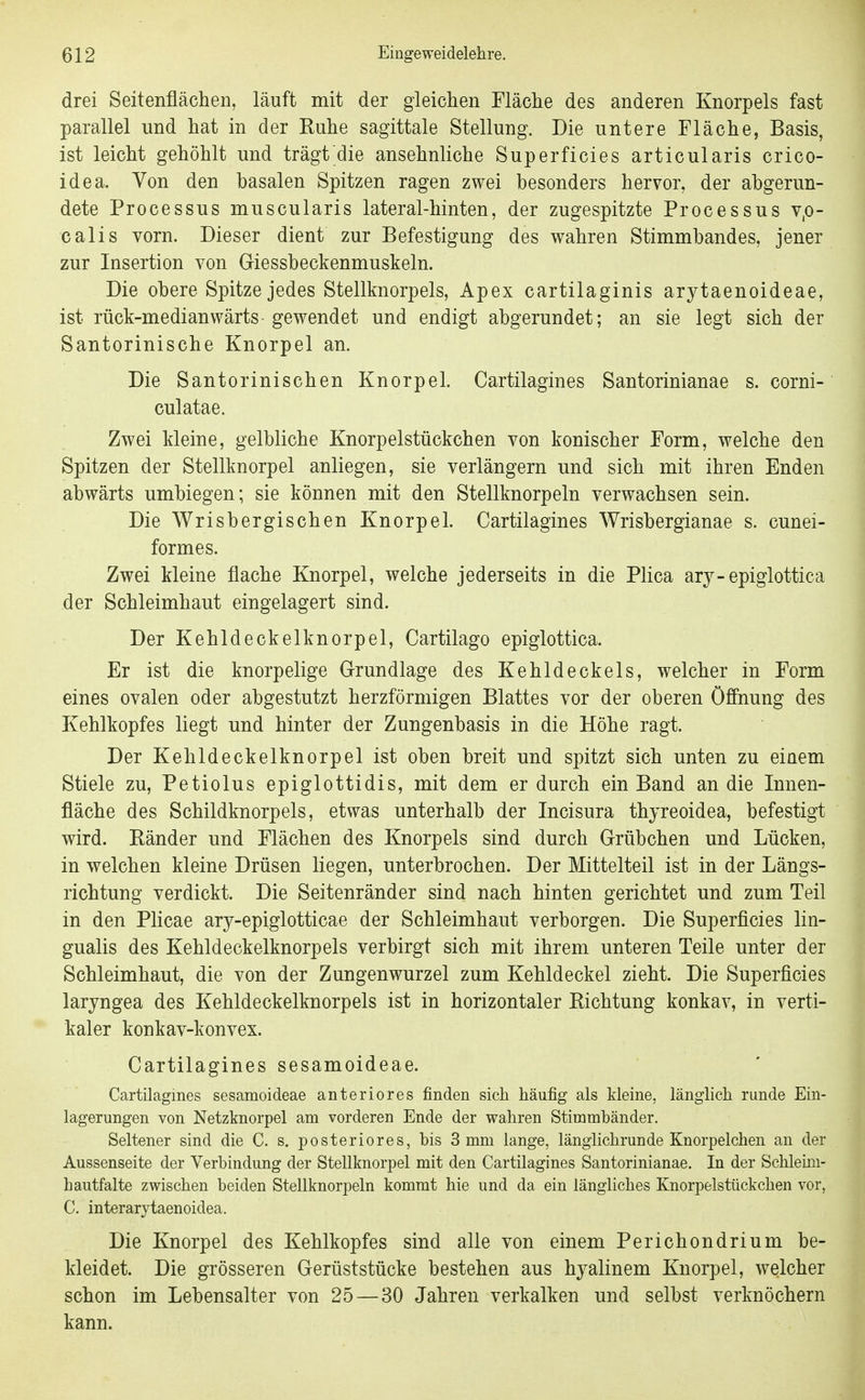drei Seitenflächen, läuft mit der gleichen Fläche des anderen Knorpels fast parallel und hat in der Ruhe sagittale Stellung. Die untere Fläche, Basis, ist leicht gehöhlt und trägt die ansehnliche Superficies articularis crico- idea. Von den basalen Spitzen ragen zwei besonders hervor, der abgerun- dete Processus muscularis lateral-hinten, der zugespitzte Processus v,o- calis vorn. Dieser dient zur Befestigung des wahren Stimmbandes, jener zur Insertion von Griessbeckenmuskeln. Die obere Spitze jedes Stellknorpels, Apex cartilaginis arytaenoideae, ist rück-medianwärts gewendet und endigt abgerundet; an sie legt sich der Santorinische Knorpel an. Die Santorinischen Knorpel. Cartilagines Santorinianae s. corni- culatae. Zwei kleine, gelbliche Knorpelstückchen von konischer Form, welche den Spitzen der Stellknorpel anliegen, sie verlängern und sich mit ihren Enden abwärts umbiegen; sie können mit den Stellknorpeln verwachsen sein. Die Wrisbergischen Knorpel. Cartilagines Wrisbergianae s. cunei- formes. Zwei kleine flache Knorpel, welche jederseits in die Plica ary-epiglottica der Schleimhaut eingelagert sind. Der Kehldeckelknorpel, Cartilago epiglottica. Er ist die knorpelige Grundlage des Kehldeckels, welcher in Form eines ovalen oder abgestutzt herzförmigen Blattes vor der oberen Öffnung des Kehlkopfes liegt und hinter der Zungenbasis in die Höhe ragt. Der Kehldeckelknorpel ist oben breit und spitzt sich unten zu einem Stiele zu, Petiolus epiglottidis, mit dem er durch ein Band an die Innen- fläche des Schildknorpels, etwas unterhalb der Incisura thyreoidea, befestigt wird. Ränder und Flächen des Knorpels sind durch Grübchen und Lücken, in welchen kleine Drüsen liegen, unterbrochen. Der Mittelteil ist in der Längs- richtung verdickt. Die Seitenränder sind nach hinten gerichtet und zum Teil in den Plicae ary-epiglotticae der Schleimhaut verborgen. Die Superficies lin- gualis des Kehldeckelknorpels verbirgt sich mit ihrem unteren Teile unter der Schleimhaut, die von der Zungenwurzel zum Kehldeckel zieht. Die Superficies laryngea des Kehldeckelknorpels ist in horizontaler Richtung konkav, in verti- kaler konkav-konvex. Cartilagines sesamoideae. Cartilagines sesamoideae anteriores finden sich häufig als kleine, länglich runde Ein- lagerungen von Netzknorpel am vorderen Ende der wahren Stimmbänder. Seltener sind die C. s. posteriores, bis 3 mm lange, länglichrunde Knorpelchen an der Aussenseite der Verbindung der Stellknorpel mit den Cartilagines Santorinianae. In der Schlemi- hautfalte zwischen beiden Stellknorpeln kommt hie und da ein längliches Knorpelstückchen vor, C. interarytaenoidea. Die Knorpel des Kehlkopfes sind alle von einem Perichondrium be- kleidet. Die grösseren Gerüststücke bestehen aus hyalinem Knorpel, welcher schon im Lebensalter von 25 — 30 Jahren verkalken und selbst verknöchern kann.
