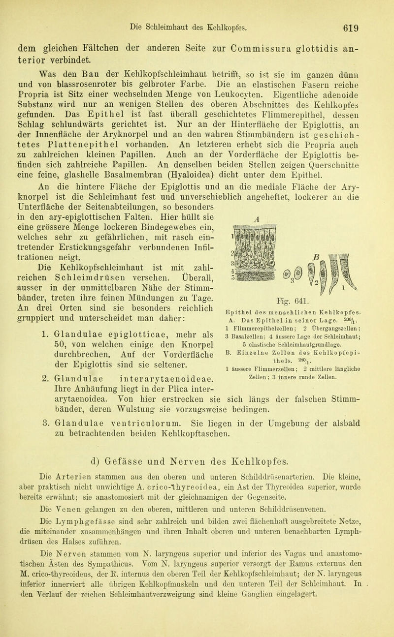 dem gleichen Fältchen der anderen Seite zur Commissura glottidis an- terior verbindet. Was den Bau der Kehlkopfsclileimhaut betrifft, so ist sie im ganzen dünn und von blassrosenroter bis gelbroter Farbe. Die an elastischen Fasern reiche Propria ist Sitz einer wechselnden Menge von Leukocyten. Eigentliche adenoide Substanz wird nur an wenigen Stellen des oberen Abschnittes des Kehlkopfes gefunden. Das Epithel ist fast tiberall geschichtetes Flimmerepithel, dessen Schlag schlundwärts gerichtet ist. Nur an der Hinterfläche der Epiglottis, an der Innenfläche der Aryknorpel und an den wahren Stimmbändern ist geschich- tetes Plattenepithel vorhanden. An letzteren erhebt sich die Propria auch zu zahlreichen kleinen Papillen. Auch an der Vorderfläche der Epiglottis be- finden sich zahlreiche Papillen. An denselben beiden Stellen zeigen Querschnitte eine feine, glashelle Basalmembran (Hyaloidea) dicht unter dem Epithel. An die hintere Fläche der Epiglottis und an die mediale Fläche der Ary- knorpel ist die Schleimhaut fest und unverschieblich angeheftet, lockerer an die ünterfläche der Seitenabteilungen, so besonders in den ary-epiglottischen Falten. Hier hüllt sie eine grössere Menge lockeren Bindegewebes ein, welches sehr zu gefährlichen, mit rasch ein- tretender Erstickungsgefahr verbundenen Infil- trationen neigt. Die Kehlkopfschleimhaut ist mit zahl- reichen Schleimdrüsen versehen. Überall, ausser in der unmittelbaren Nähe der Stimm- bänder, treten ihre feinen Mündungen zu Tage. An drei Orten sind sie besonders reichlich gruppiert und unterscheidet man daher: 1. Glandulae epiglotticae, mehr als 50, von welchen einige den Knorpel durchbrechen. Auf der Vorderfläche der Epiglottis sind sie seltener. 2. Glandulae interarytaenoideae. Ihre Anhäufung liegt in der Plica inter- arytaenoidea. Von hier erstrecken sie sich längs der falschen Stimm- bänder, deren Wulstung sie vorzugsweise bedingen. 3. Glandulae ventriculorum. Sie liegen in der Umgebung der alsbald zu betrachtenden beiden Kehlkopftaschen. d) Gefässe und Nerven des Kehlkopfes. Die Arterien stammen aus den oberen und unteren Sehilddrüsenarterien. Die kleine, aber praktisch nicht unwichtige A. crico-thyreoidea, ein Ast der Thyreoidea superior, wurde bereits erwähnt; sie anastomosiert mit der gleichnamigen der Gegenseite. Die Venen gelangen zu den oberen, mittleren und unteren Schilddrüsenvenen. Die Lymphgefässe sind sehr zahlreich und bilden zwei flächenhaft ausgebreitete Netze, die miteinander zusammenhängen und ihren Inhalt oberen und unteren benachbarten Lymph- drüsen des Halses zuführen. Die Nerven stammen vom N. laryngeus superior und inferior des Vagus und anastomo- tischen Ästen des Sympathicus. Vom N. laryngeus superior versorgt der Eamus externus den M. crico-thyreoideus, der K. internus den oberen Teil der Kehlkopfschleimhaut; der N. laryngeus inferior innerviert alle übrigen Kehlkopfinuskeln und den unteren Teil der Schleimhaut. In den Verlauf der reichen Schleimhautverzweigung sind kleine Ganglien eingelagert. Fig. 641. Epithel des menschlichen Kehlkopfes. A. Das Epithel in seiner Lage, ^oo^i- 1 Flimmerepithelzellen; 2 Übergangszellen; 3 Basalzellen; 4 äussere Lage der Schleimhaut; 5 elastische Schleimhautgrundlage. B. Einzelne Zellen des Kehlkopfepi- thels. 280/j. 1 äussere Flimmerzellen; 2 mittlere längliche Zellen; 3 innere runde Zellen.