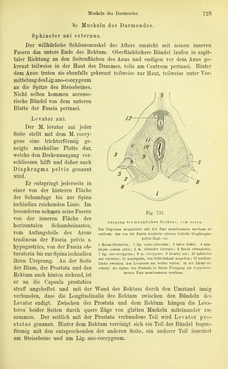 b) Muskeln des Darmendes. Sphincter ani externus. Der willkürliche Schliessmuskel des Afters umzieht mit seinen inneren Fasern das untere Ende des Rektum. Oberflächlichere Bündel laufen in sagit- taler Richtung an den Seitenflächen des Anus und endigen vor dem Anus ge- kreuzt teilweise in der Haut des Dammes, teils am Centrum perinaei. Hinter dem Anus treten sie ebenfalls gekreuzt teilweise zur Haut, teilweise unter Yer- mittelung desLig.ano-coccygeum an die Spitze des Steissbeines. Nicht selten kommen accesso- rische Bündel von dem unteren Blatte der Fascia perinaei. Levator ani. Der M. levator ani jeder Seite stellt mit dem M. coccy- geus eine trichterförmig ge- neigte muskulöse Platte dar, welche den Beckenausgang ver- ßchliessen hilft und daher auch Diaphragma pelvis genannt wird. Er entspringt jederseits in einer von der hinteren Fläche der Schamfuge bis zur Spina ischiadica reichenden Linie. Im besonderen nehmen seine Fasern von der inneren Fläche des horizontalen Schambeinastes^ vom Anfangsteile des Arcus tendineus der Fascia pelvis s. hypogastrica, von der Fascia ob- turatoria bis zur Spina ischiadica ihren Ursprung. An der Seite der Blase, der Prostata und des Rektum nach hinten ziehend, ist er an die Capsula prostatica straff angeheftet und mit der Wand des Rektum durch den Umstand innig verbunden, dass die Longitudinalis des Rektum zwischen den Bündeln des Levator endigt. Zwischen der Prostata und dem Rektum hängen die Leva- tores beider Seiten durch quere Züge von glatten Muskeln miteinander zu- sammen. Der seitlich mit der Prostata verbundene Teil wird Levator pro- st atae genannt. Hinter dem Rektum vereinigt sich ein Teil der Bündel bogen- förmig mit den entsprechenden der anderen Seite, ein anderer Teil inseriert am Steissbeine und am Lig. ano-coccygeum. Ausgang d( Fiff. 731. innlichen Beck( von unten. Das Trigonum urogenitale mit der Pars membranacea urethrae ist entfernt, das von der Fascia levatoris externa befreite Diaphragma pelvis liegt vor. 1 Kreuz-Steissbein; 2 lig. sacro-spinosum: 3 tnber isehii; 4 Sym- physis ossium pubis; 5 m. obturator internus; 6 fascia obturatoria; 7 lig. ano-coccygeum; 8 m. coccygeus; 9 levator ani; 10 sphincter ani externus; 11 Analspalte, von Schleimhaut umgeben; 12 mediane Lücke zwischen den Levatores ani beider Seiten; in der Lücke er- scheint die Spitze der Prostata in ihrem Übergang zur weggenom- menen Pars membranacea urethrae.