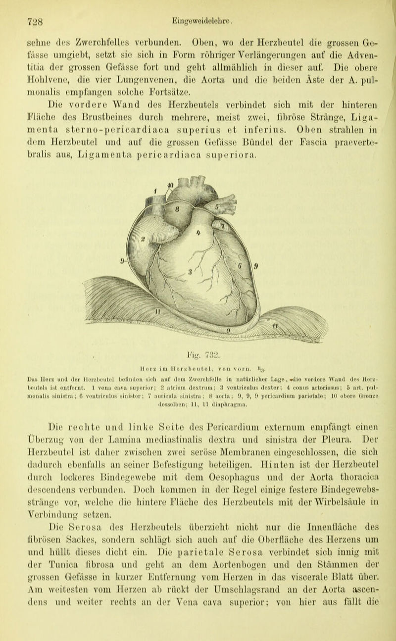 Kiiif^'owoidolohro. des ZwcnihfollcH vcühijndcn. Oben, wo der H(;rzb(^utel die grossen Go- i'jlsso uiri<^i(!l)i, s(;tzi si(^ sicJi in l^'onn rölirij^cr V(irl;in^(!riin<^(iri auf dio Advon- titiji der ^roHSoii (jcfässci fori und <^(dit iillrn;i,hli('li in dicsfiP auf. lYn) oh()Vi\ lloldvcnc, di(i vier liun}4('nv('n('n, Aorta und die beiden Äste (b-r A. pul- monal is ('rn|)f;i,n^(in sobdui l^'orl-säl'/c. Die, vorder(i Wand (b^s Ihuzbculids voibindf^i sicdi iniL dor bini(U(Mi l*'iä('b(i (bis r>i(isib(iin('s (blieb nudinsrc, in(usi zwei, fibr()se Strän<>(^, Li«^;i- nKiiil.ji, .sl,eiiio-|)(irioardiac>a suixM'ius ef inl'erius. Oben sfr;ilil(!n in (b'ni lloi7j)eiil.(d und auf dio <^n)ssen (bd';isse Hündid (1(m- Fasola praevorte-- biJiJis jiiiK, Lij^ntnenl-a p(! ri (; ;i, rd i iica superiora. Dun II(m/. iiikI (li^i ili^r/JuMitd IxtliniliMi sicli jiuf iIimii '/jwi'icIiIoII« in iiiiiiii'Ii('ii(<r lja}{(t,«(li() vordiM«) Wand di's llor/.- l)(«iil(dN IhI, (WiU'oriit. l voim (mva Nupurior; 'J üIimhh doviniiii; !J voutriciiliis ddxtor; 4 coiiiis ailorioHiiH; 5 art. i>ul- inoiiallH NinlHtia; (! VdiilriciiliiH HiiiinUM, 7 niiriiiil,i miusIim; H norla; Ü, 1), !• poricanlium parioial«; 10 obon» Oron/.(» dcssollioii; II, II diapliiiiniiiii.. Die reebte und linke Sei(.(i des INMieaidiiiin e\ierniiin enipfäiiL;!. oiiien Üb(!rzu,L; von der liainiii;i ni(uliasiinalis doxtra und sinistni der Pkuira. Der II(vrzbeut(d ist dalier zwiscdieu zwei seröse Meinbranon (rin<j''escblossen, die sieb dadureli eb(5til'alls an seiner Ibdestii^iin*^' biiteibj^cn. Hinten ist der Herzbeutel diireb bxduu'es HindeL^cwebe mit dem ()eso[)b;i^us und d(M' Aorta. tboriU'iea deseeiub'ns verbuiub'ii. Dooli kommen in dvv Ive«;(d eini<^(i l'estere l)in(les4ewel)S- sträii{4(i vor, w(d(die di(^ liintere I^'läeb(i des Herzbeut(ds mit der Wirbidsäule in Vorbinduni;- setzen. Die Serosa, des Herzbeutids überziebt nielit nur die Jnnenlläeli(> des libr(>sen Sackes, sondern scblä}4't sieli aueli auf die ()b(Mllä('be des Herzens um und Inillt dieses dicbt ein. Die pariiUiaU^ SiM'osa v(M-bindet sieb iiini,L;' mit (b'r Tuniea librosa und j^idit an dem Aortenbogen und den Stämmen der <;ross(Mi (Jel'ässe in kurz(u- l<]ntb'rnun^- vom Herzen in das viseerale HIatt über. Am weitesten vom Herzen ab rüekt der Uniselibi|;sraiid an der Aorta jvseen- (lens und wiMlcr rec'bls an (b'r Vena, eava superior: von bier aus fällt die