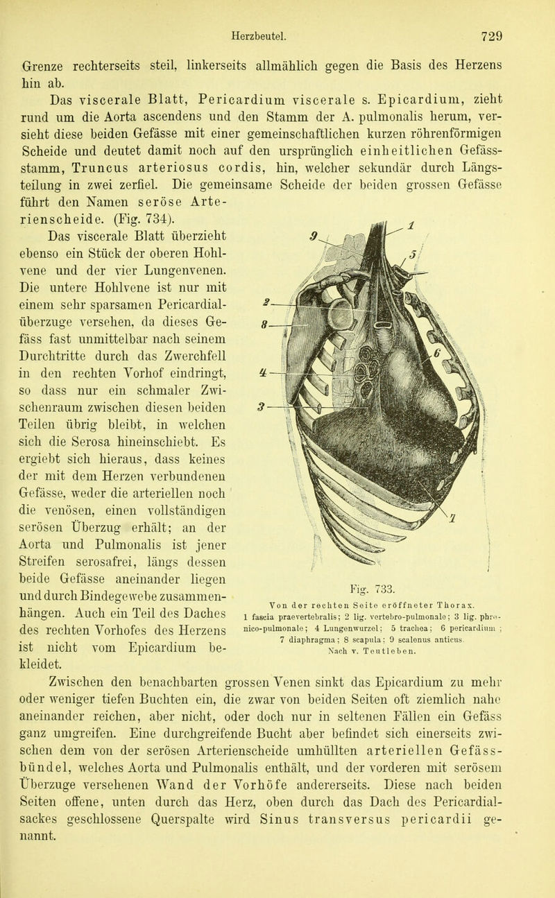 Grenze rechterseits steil, linkerseits allmählich gegen die Basis des Herzens hin ab. Das viscerale Blatt, Pericardium viscerale s. Epicardium, zieht rund um die Aorta ascendens und den Stamm der A. pulmonalis herum, ver- sieht diese beiden Gefässe mit einer gemeinschaftlichen kurzen röhrenförmigen Scheide und deutet damit noch auf den ursprünglich einheitlichen Gefäss- stamm, Truncus arteriosus cordis, hin, welcher sekundär durch Längs- teilung in zwei zerfiel. Die gemeinsame Scheide der beiden grossen Gefässe führt den Namen seröse Arte- rienscheide. (Fig. 734). Das viscerale Blatt überzieht ebenso ein Stück der oberen Hohl- vene und der vier Lungenvenen. Die untere Hohlvene ist nur mit einem sehr sparsamen Pericardial- überzuge versehen, da dieses Ge- fäss fast unmittelbar nach seinem Durchtritte durch das Zwerchfell in den rechten Vorhof eindringt, so dass nur ein schmaler Zwi- schenraum zwischen diesen beiden Teilen übrig bleibt, in welchen sich die Serosa hineinschiebt. Es ergiebt sich hieraus, dass keines der mit dem Herzen verbundenen Gefässe, weder die arteriellen noch die venösen, einen vollständigen serösen Überzug erhält; an der Aorta und Pulmonalis ist jener Streifen serosafrei, längs dessen beide Gefässe aneinander liegen und durch Bindegewebe zusammen- hängen. Auch ein Teil des Daches des rechten Vorhofes des Herzens ist nicht vom Epicardium be- kleidet. Zwischen den benachbarten grossen Venen sinkt das Epicardium zu mehr oder weniger tiefen Buchten ein, die zwar von beiden Seiten oft ziemlich nahe aneinander reichen, aber nicht, oder doch nur in seltenen Eällen ein Gefäss ganz umgreifen. Eine durchgreifende Bucht aber befindet sich einerseits zwi- schen dem von der serösen Arterienscheide umhüllten arteriellen Gefäss- bündel, welches Aorta und Pulmonalis enthält, und der vorderen mit serösem Überzüge versehenen Wand der Vorhöfe andererseits. Diese nach beiden Seiten offene, unten durch das Herz, oben durch das Dach des Pericardial- sackes geschlossene Querspalte wird Sinus transversus pericardii ge- nannt. Fig. 733. Von der rechten Seite eröffneter Thorax. 1 fascia praevertebralis; 2 li<^. vertebro-pulmonale; 3 lig. phr« nico-pulmonale; 4 Lungenwurzel; 5 trachoa; 6 perieardiuui 7 diaphragma; 8 scapula; 9 scalenus anticus. Nach V. Teutleben.