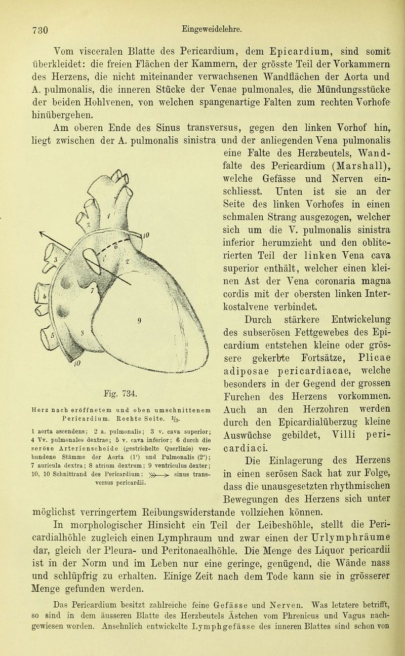 Vom visceralen Blatte des Pericardium, dem Epicardium, sind somit überkleidet: die freien Elächen der Kammern, der grösste Teil der Vorkammern des Herzens, die nicht miteinander verwachsenen Wandflächen der Aorta und A. pulmonalis, die inneren Stücke der Venae pulmonales, die Mündungsstücke- der beiden Hohlvenen, von welchen spangenartige Falten zum rechten Vorhofe hinübergehen. Am oberen Ende des Sinus transversus, gegen den linken Vorhof hin,, liegt zwischen der A. pulmonalis sinistra und der anliegenden Vena pulmonalis eine Falte des Herzbeutels, Wand- falte des Pericardium (Marshall),, welche Gefässe und Nerven ein- schliesst. Unten ist sie an der Seite des linken Vorhofes in einen schmalen Strang ausgezogen, welcher sich um die V. pulmonalis sinistra inferior herumzieht und den oblite- rierten Teil der linken Vena cava superior enthält, welcher einen klei- nen Ast der Vena coronaria magna cordis mit der obersten linken Inter- kostalvene verbindet. Durch stärkere Entwickelung des subserösen Fettgewebes des Epi- cardium entstehen kleine oder grös- sere gekerbte Fortsätze, Plicae adiposae pericardiacae, welche besonders in der Gegend der grossen Furchen des Herzens vorkommen. Auch an den Herzohren werden durch den Epicardialüberzug kleine Auswüchse gebildet. Villi peri- cardiaci. Die Einlagerung des Herzens in einen serösen Sack hat zur Folge, dass die unausgesetzten rhythmischen Bewegungen des Herzens sich unter möglichst verringertem Keibungswiderstande vollziehen können. In morphologischer Hinsicht ein Teil der Leibeshöhle, stellt die Peri- cardialhöhle zugleich einen Lymphraum und zwar einen der Urlymphräume dar, gleich der Pleura- und Peritonaealhöhle. Die Menge des Liquor pericardii ist in der Norm und im Leben nur eine geringe, genügend, die Wände nass und schlüpfrig zu erhalten. Einige Zeit nach dem Tode kann sie in grösserer Menge gefunden werden. Das Pericardium besitzt zahlreiche feine Gefässe und Nerven. Was letztere betrifft, so sind in dem äusseren Blatte des Herzbeutels Ästchen vom Phrenicus und Vagus nach- gewiesen worden. Ansehnlich entwickelte Lymphgefässe des inneren Blattes sind schon von Fig. 734. Herz nach eröffnetem und oten iimsclinittenem Pericardium. Rechte Seite. 1/3. 1 aorta ascendens; 2 a. pulmonalis; 3 v. cava superior; 4 Vv. pulmonales dextrae; 5 v. cava inferior; 6 durch die seröse Arterienscheide (gestrichelte Querlinie) ver- bundene Stämme der Aorta (!') und Pulmonalis (2'); 7 auricula dextra; 8 atrium dextrum; 9 ventriculus dexter; 10, 10 Schnittrand des Pericardium; —sinus trans- versus pericardii.