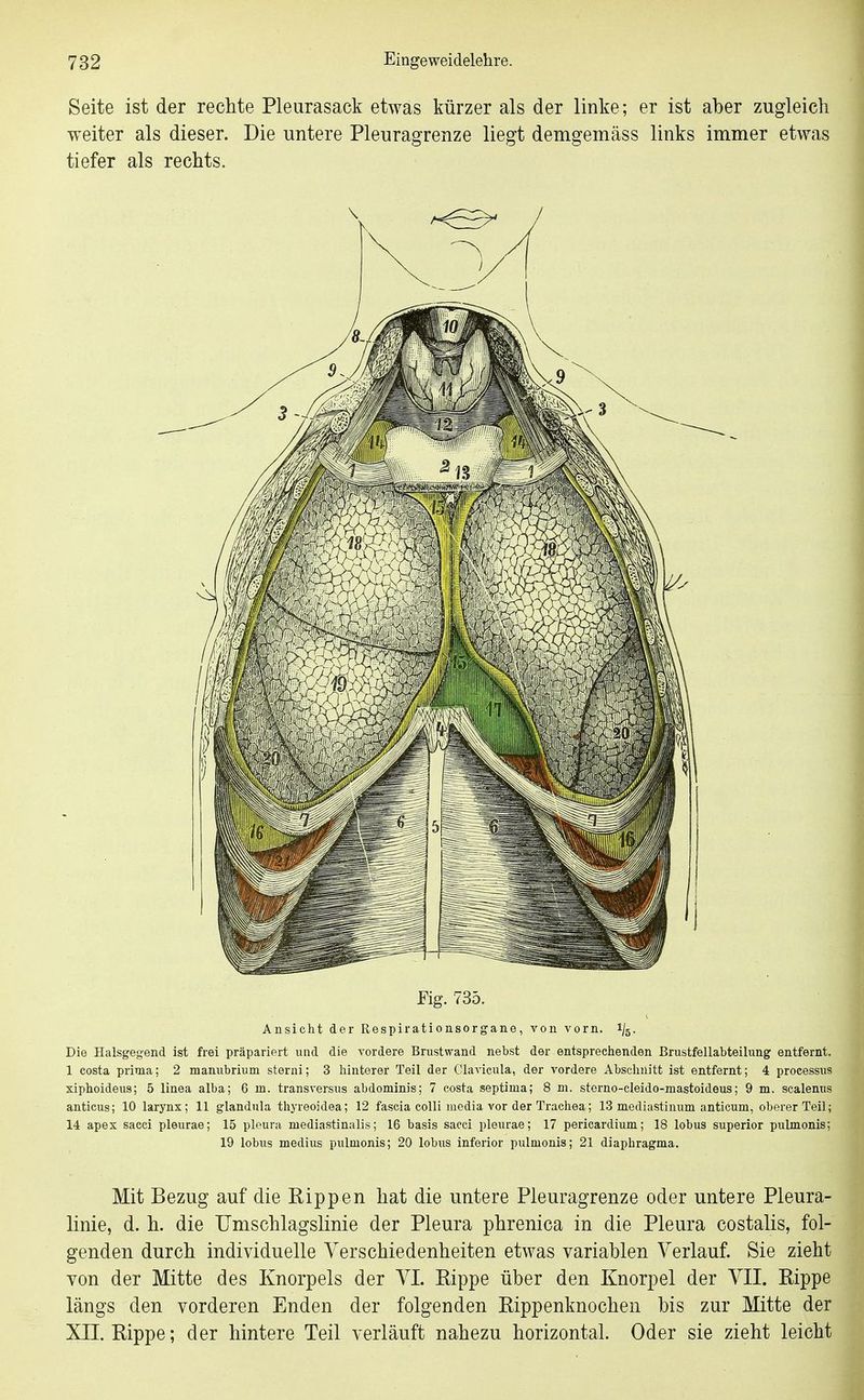 Seite ist der rechte Pleurasack etwas kürzer als der linke; er ist aber zugleich weiter als dieser. Die untere Pleuragrenze liegt demgemäss links immer etwas tiefer als rechts. Fig. 735. Ansicht der Respirationsorgane, von vorn. 1/5. Die Halsgegend ist frei präpariert und die vordere Brustwand nebst der entsprechenden Brustfellabteilung entfernt. 1 Costa prima; 2 manubrium sterni; 3 hinterer Teil der Clavicula, der vordere Abschnitt ist entfernt; 4 processus xiphoideus; 5 linea alba; 6 m. transversus abdominis; 7 costa septima; 8 m. sterno-cleido-mastoideus; 9 m. scalenns anticus; 10 larynx; 11 glandula thyreoidea; 12 fascia colli media vor der Trachea; 13 mediastinum anticum, oberer Teil; 14 apex sacci pleurae; 15 pleura mediastinalis; 16 basis saeci pleurae; 17 pericardium; 18 lobus superior pulmonis; 19 lobus medius pulmonis; 20 lobus inferior pulmonis; 21 diaphragma. Mit Bezug auf die Eippen hat die untere Pleuragrenze oder untere Pleura- linie, d. h. die Umschlagslinie der Pleura phrenica in die Pleura costalis, fol- genden durch individuelle Verschiedenheiten etwas variablen Verlauf. Sie zieht von der Mitte des Knorpels der VI. Rippe über den Knorpel der VII. Rippe längs den vorderen Enden der folgenden Rippenknochen bis zur Mitte der XII. Rippe; der hintere Teil verläuft nahezu horizontal. Oder sie zieht leicht