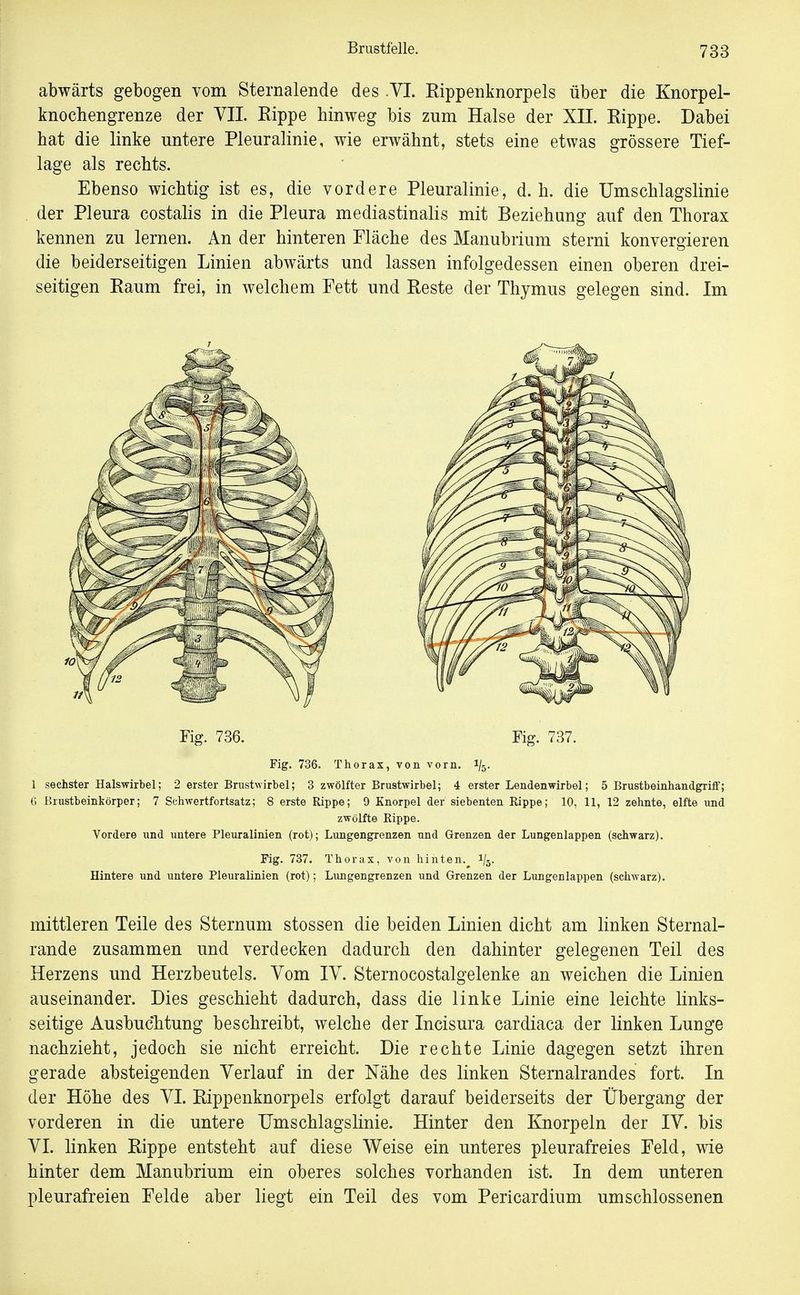 abwärts gebogen vom Sternalende des .VI. Rippenknorpels über die Knorpel- knochengrenze der VIL Rippe hinweg bis zum Halse der XII. Rippe. Dabei hat die linke untere Pleuralinie, wie erwähnt, stets eine etwas grössere Tief- lage als rechts. Ebenso wichtig ist es, die vordere Pleuralinie, d. h. die Umschlagslinie der Pleura costalis in die Pleura mediastinalis mit Beziehung auf den Thorax kennen zu lernen. An der hinteren Fläche des Manubrium sterni konvergieren die beiderseitigen Linien abwärts und lassen infolgedessen einen oberen drei- seitigen Raum frei, in welchem Fett und Reste der Thymus gelegen sind. Im Fig. 736. Fig. 737. Fig. 736. Thorax, von vorn. 1/5. 1 sechster Halswirbel; 2 erster Brustwirbel; 3 zwölfter Brustwirbel; 4 erster Lendenwirbel; 5 Brustbeinhandgriff; 6 Brustbeinkörper; 7 Schwertfortsatz; 8 erste Rippe; 9 Knorpel der siebenten Rippe; 10, 11, 12 zehnte, elfte und zwölfte Rippe. Vordere und untere Pleuralinien (rot); Lungengrenzen und Grenzen der Lungenlappen (schwarz). Fig. 737. Thorax, von hinten.^ 1/5. Hintere und untere Pleuralinien (rot); Lungengrenzen und Grenzen der Lungenlappen (schwarz). mittleren Teile des Sternum stossen die beiden Linien dicht am linken Sternal- rande zusammen und verdecken dadurch den dahinter gelegenen Teil des Herzens und Herzbeutels. Vom lY. Sternocostalgelenke an weichen die Linien auseinander. Dies geschieht dadurch, dass die linke Linie eine leichte links- seitige Ausbuchtung beschreibt, welche der Incisura cardiaca der linken Lunge nachzieht, jedoch sie nicht erreicht. Die rechte Linie dagegen setzt ihren gerade absteigenden Verlauf in der Nähe des linken Sternalrandes fort. In der Höhe des VI. Rippenknorpels erfolgt darauf beiderseits der Übergang der vorderen in die untere Umschlagshnie. Hinter den Knorpeln der IV. bis VI. linken Rippe entsteht auf diese Weise ein unteres pleurafreies Feld, wie hinter dem Manubrium ein oberes solches vorhanden ist. In dem unteren pleurafreien Felde aber liegt ein Teil des vom Pericardium umschlossenen