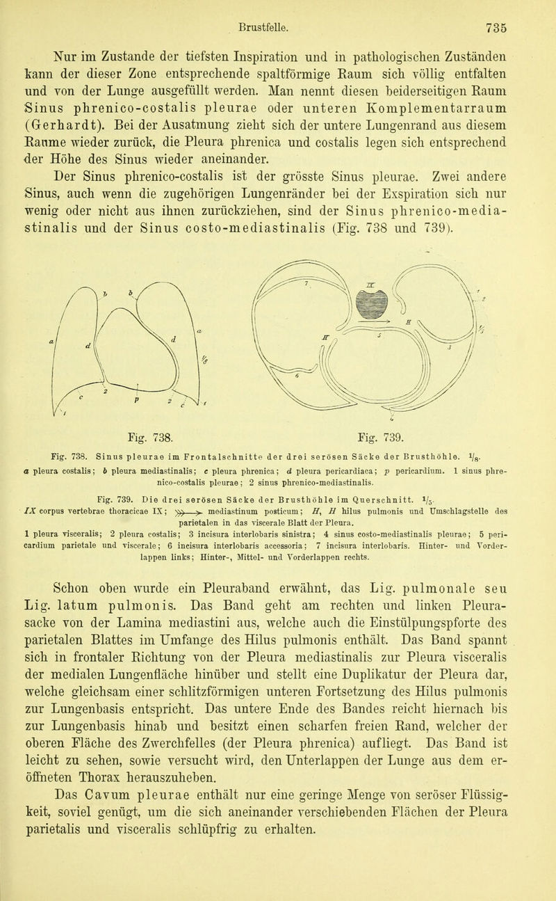 Nur im Zustande der tiefsten Inspiration und in pathologischen Zuständen Irann der dieser Zone entsprechende spaltförmige Raum sich völlig entfalten und von der Lunge ausgefüllt werden. Man nennt diesen beiderseitigen Raum Sinus phrenico-costalis pleurae oder unteren Komplementarraum (Gerhardt). Bei der Ausatmung zieht sich der untere Lungenrand aus diesem Räume wieder zurück, die Pleura phrenica und costalis legen sich entsprechend der Höhe des Sinus wieder aneinander. Der Sinus phrenico-costalis ist der grösste Sinus pleurae. Zwei andere Sinus, auch wenn die zugehörigen Lungenränder bei der Exspiration sich nur wenig oder nicht aus ihnen zurückziehen, sind der Sinus phrenico-media- stinalis und der Sinus costo-mediastinalis (Fig. 738 und 739). Fig. 738. Fig. 739. Fig. 738. Sinus pleurae im Frontalschnitte der drei serösen Säcke der Brusthöhle, i/g. a Pleura costalis; b pleura mediastinalis; e pleura phrenica; d pleura pericardiaca; p pericardium. 1 sinus phre- nico-costalis pleurae; 2 sinus phrenico-mediastinalis. Fig. 739. Die drei serösen Säcke der Brusthöhle im Querschnitt. 1/5- IX corpus vertebrae thoracicae IX; —>^ mediastinum posticum; £f, U hilus pulmonis und Umschlagstelle des parietalen in das viscerale Blatt der Pleura. 1 pleura visceralis; 2 pleura costalis; 3 incisura interlobaris sinistra; 4 sinus costo-mediastinalis pleurae; 5 peri- cardium parietale und viscerale; 6 incisura interlobaris accessoria; 7 incisura interlobaris. Hinter- und Vorder- lappen links; Hinter-, Mittel- und Vorderlappen rechts. Schon oben wurde ein Pleuraband erwähnt, das Lig. pulmonale seu Lig. latum pulmonis. Das Band geht am rechten und linken Pleura- säcke von der Lamina mediastini aus, welche auch die Einstülpungspforte des parietalen Blattes im Umfange des Hilus pulmonis enthält. Das Band spannt sich in frontaler Richtung von der Pleura mediastinalis zur Pleura visceralis der medialen Lungenfläche hinüber und stellt eine Duplikatur der Pleura dar, welche gleichsam einer schlitzförmigen unteren Fortsetzung des Hilus pulmonis zur Lungenbasis entspricht. Das untere Ende des Bandes reicht hiernach bis zur Lungenbasis hinab und besitzt einen scharfen freien Rand, welcher der oberen Fläche des Zwerchfelles (der Pleura phrenica) aufliegt. Das Band ist leicht zu sehen, sowie versucht wird, den Unterlappen der Lunge aus dem er- öffneten Thorax herauszuheben. Das Cavum pleurae enthält nur eine geringe Menge von seröser Flüssig- keit, soviel genügt, um die sich aneinander verschiebenden Flächen der Pleura parietalis und visceralis schlüpfrig zu erhalten.