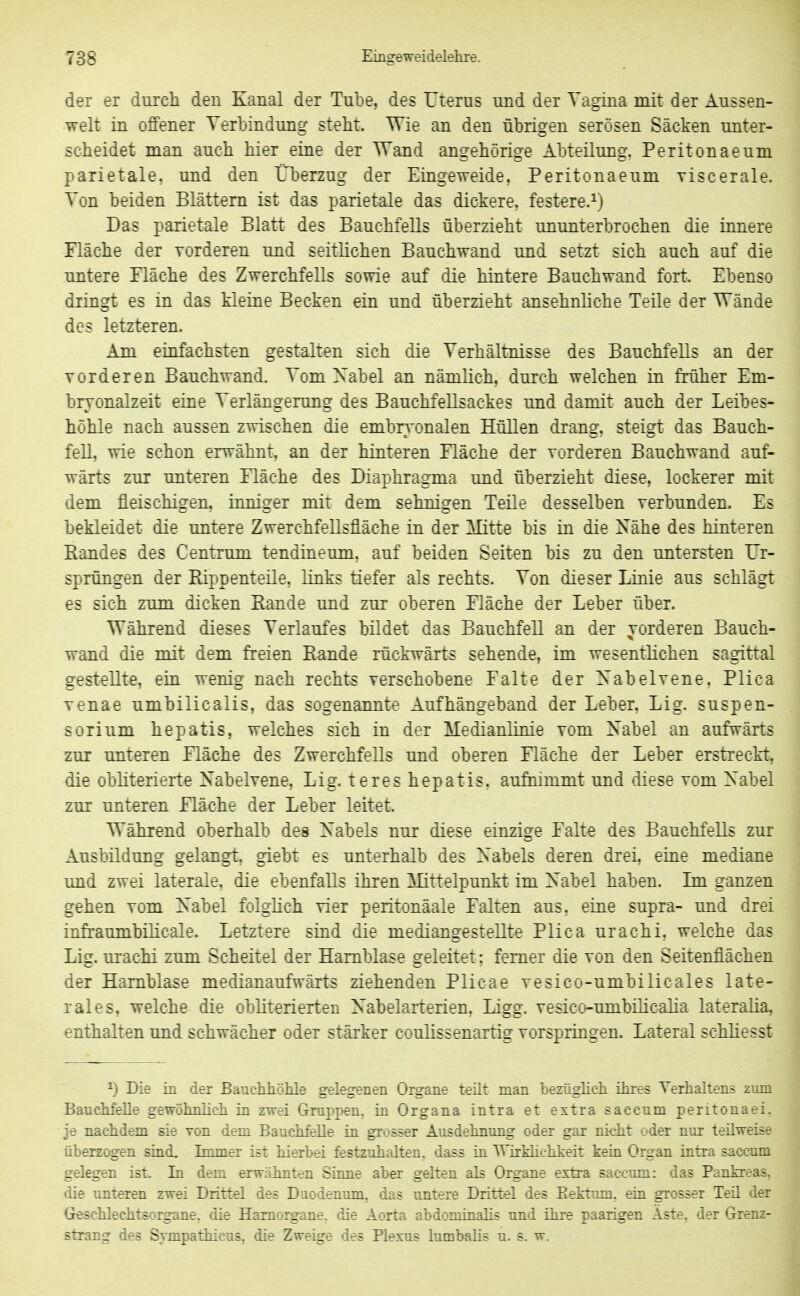 der er dui'cli den Kanal der Tube, des Uterus und der Vagina mit der Aussen- welt in offener Verbindung steht. Wie an den übrigen serösen Säcken unter- scheidet man auch hier eine der Wand angehörige Abteilung. Peritonaeum parietale, und den Überzug der Eiugeweide, Peritonaeum viscerale. Von beiden Blättern ist das parietale das dickere, festere.^) Das parietale Blatt des Bauchfells überzieht ununterbrochen die innere Fläche der vorderen und seitlichen Bauchwand und setzt sich auch auf die untere Mäche des Zwerchfells sowie auf die hintere Bauchwand fort. Ebenso dringt es in das kleine Becken ein und überzieht ansehnliche Teile der Wände des letzteren. Am einfachsten gestalten sich die Verhältnisse des Bauchfells an der vorderen Bauchwand. Vom Xabel an nämlich, durch welchen in früher Em- bryonalzeit eine Verlängerung des Bauchfellsackes und damit auch der Leibes- höhle nach aussen zwischen die embryonalen Hüllen drang, steigt das Bauch- fell, wie schon erwähnt, an der hinteren Fläche der vorderen Bauchwand auf- wärts zur unteren Fläche des Diaphragma und überzieht diese, lockerer mit dem fleischigen, inniger mit dem sehnigen Teile desselben verbunden. Es bekleidet die untere Zwerchfellsfläche in der Mitte bis in die Nähe des hinteren Randes des Centrum tendineum, auf beiden Seiten bis zu den untersten Ur- sprüngen der Rippenteile, links tiefer als rechts. Von dieser Linie aus schlägt es sich zum dicken Rande und zur oberen Fläche der Leber über. Während dieses Verlaufes bildet das Bauchfell an der vorderen Bauch- wand die mit dem freien Rande rückwärts sehende, im wesentlichen sagittal gestellte, ein wenig nach rechts verschobene Falte der Xabelvene. Plica venae umbilicalis, das sogenannte Aufhängeband der Leber, Lig. Suspen- sorium hepatis, welches sich in der Medianlinie vom Nabel an aufwärts zur unteren Fläche des Zwerchfells und oberen Fläche der Leber erstreckt, die obliterierte Nabelvene, Lig. teres hepatis. aufnimmt und diese vom Nabel zur unteren Fläche der Leber leitet. Während oberhalb des Nabels nur diese einzige Falte des Bauchfells zur Ausbildung gelangt, giebt es unterhalb des Nabels deren drei, eine mediane und zwei laterale, die ebenfalls ihren Mittelpunkt im Nabel haben. Ln ganzen gehen vom Nabel folglich vier peritonäale Falten aus. eine supra- und drei infraumbilicale. Letztere sind die mediangestellte Plica urachi. welche das Lig. urachi zum Scheitel der Harnblase geleitet; femer die von den Seitenflächen der Harnblase medianaufwärts ziehenden Plicae vesico-umbilicales late- rales, welche die obliterierten Nabelarterien, Ligg. vesico-umbilicalia lateralia, enthalten und schwächer oder stärker coulissenartig vorspringen. Lateral schliesst ^) Die in der Bauchhöhle gelegenen Organe teüt man bezüghch üii-es Verhaltens zum Bauchfelle gewohriliclL in zwei G-ruppen, tu Organa intra et extra saccum peritonaei. je nachdem sie von dem Bauchfelle in grosser Ausdehnung oder gar nicht oder nur teilweise überzogen sind. Immer ist hierbei festzuhalten, dass in TTirMichkeit kein Organ intra saccum gelegen ist. In dem erwähnten Sinne aber gelten als Organe extra saccum: das Pankreas, die unteren zwei Drittel des Duodenum, das untere Drittel des Eektima. ein grosser Teü der Geschlechtsorgane, die Harnorgane, die Aorta abdominahs und ihre paarigen Äste, der Grenz- strang des Svmpathicus, die Zweige des Plexus lumbahs u. s. w.