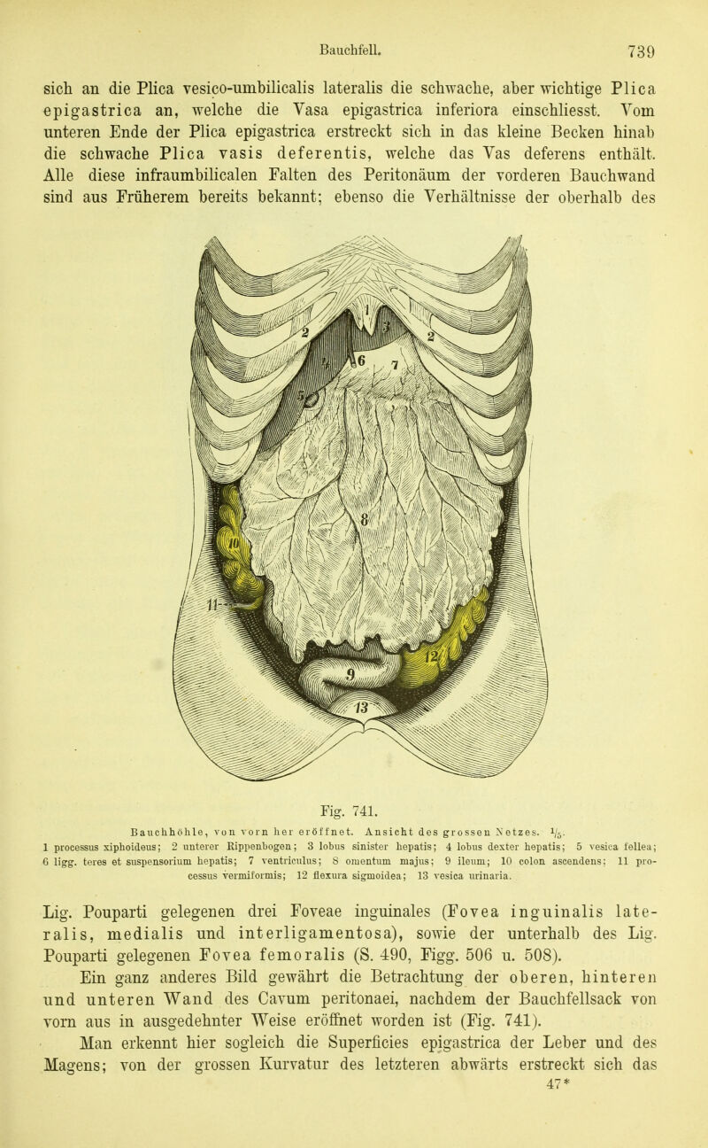 sich an die Plica vesico-umbilicalis lateralis die schwaclie, aber wichtige Plica epigastrica an, welche die Vasa epigastrica inferiora einschliesst. Vom unteren Ende der Plica epigastrica erstreckt sich in das kleine Becken hinab die schwache Plica vasis deferentis, welche das Vas deferens enthält. Alle diese infraumbilicalen Falten des Peritonäum der vorderen Bauchwand sind aus Früherem bereits bekannt; ebenso die Verhältnisse der oberhalb des Fig. 741. Bauclihöhle, von vorn her eröffnet. Ansicht des grossen Netzes. 1/5. 1 Processus xiphoideus; 2 unterer Rippenbogen; 3 lobus sinister hepatis; 4 lobus dexter hepatis; 5 vesica fellea; 6 ligg. teres et Suspensorium hepatis; 7 ventriculus; S Omentum majus; 9 ileum; 10 colon ascendens; 11 Pro- cessus vermiformis; 12 flexura sigmoidea; 13 vesica urinaria. Lig. Pouparti gelegenen drei Foveae inguinales (Fovea inguinalis late- ralis, medialis und interligamentosa), sowie der unterhalb des Lig. Pouparti gelegenen Fovea femoralis (S. 490, Figg. 506 u. 508). Ein ganz anderes Bild gewährt die Betrachtung der oberen, hinteren und unteren Wand des Cavum peritonaei, nachdem der Baachfellsack von vorn aus in ausgedehnter Weise eröfihet worden ist (Fig. 741). Man erkennt hier sogleich die Superficies epigastrica der Leber und des Magens; von der grossen Kurvatur des letzteren abwärts erstreckt sich das 47*