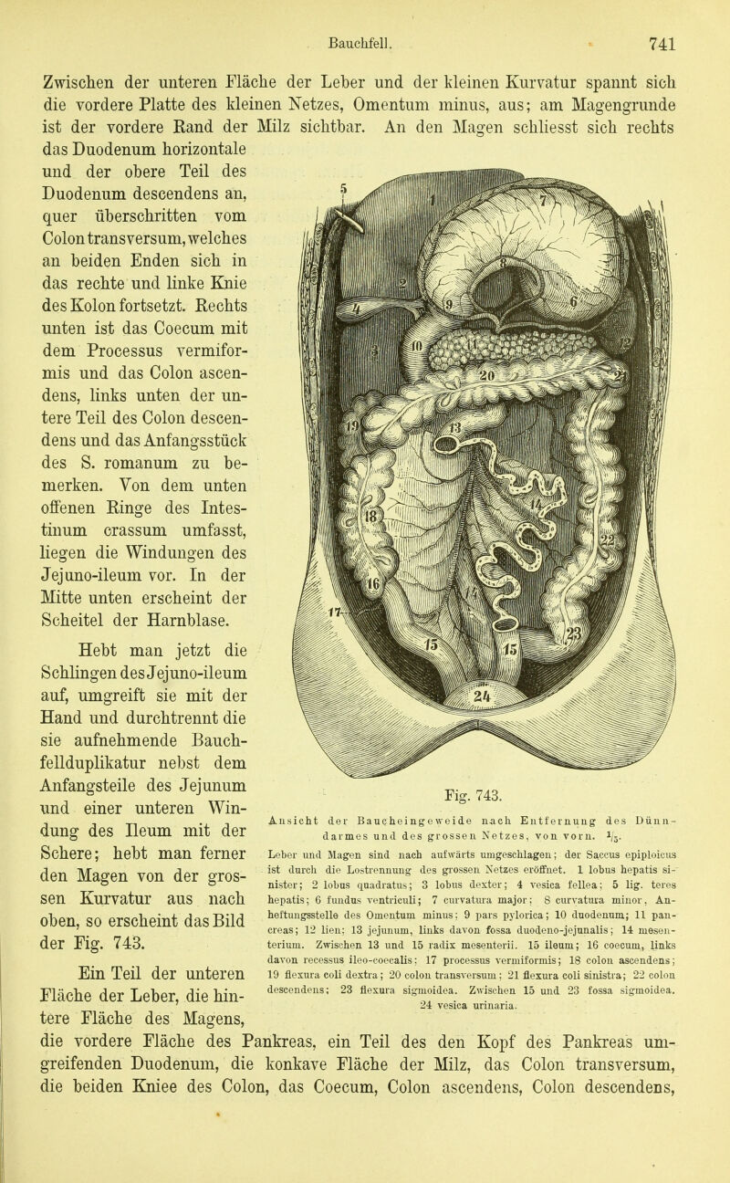 Zwischen der unteren Fläche der Leber und der kleinen Kurvatur spannt sich die vordere Platte des kleinen Netzes, Omentum minus, aus; am Magengrunde ist der vordere Rand der Milz sichtbar. An den Magen schliesst sich rechts das Duodenum horizontale und der obere Teil des Duodenum descendens an, quer überschritten vom Colon trans versum, welches an beiden Enden sich in das rechte und linke Knie des Kolon fortsetzt. Rechts unten ist das Coecum mit dem Processus vermifor- mis und das Colon ascen- dens, links unten der un- tere Teil des Colon descen- dens und das Anfangsstück des S. romanum zu be- merken. Von dem unten offenen Ringe des Intes- tinum crassum umfasst, liegen die Windungen des Jejuno-ileum vor. In der Mitte unten erscheint der Scheitel der Harnblase. Hebt man jetzt die Schlingen des Jejuno-ileum auf, umgreift sie mit der Hand und durchtrennt die sie aufnehmende Bauch- fellduplikatur nebst dem Anfangsteile des Jejunum und einer unteren Win- dung des Ileum mit der Schere; hebt man ferner den Magen von der gros- sen Kurvatur aus nach oben, so erscheint das Bild der Fig. 743. Ein Teil der unteren Fläche der Leber, die hin- Fig. 743. Ansicht der Baucheingeweide nach Entfernung des Dünn- darmes und des grossen Netzes, von vorn. 1/5. Leber und Magen sind nach aufwärts umgeschlagen; der Saccus epiploicus ist durch die Lostrennung des grossen Netzes eröffnet. 1 lobus hepatis si- nister; 2 lobus quadratus; 3 lobus dexter; 4 vesica fellea; 5 lig. teres hepatis; 6 fuudus ventrieuli; 7 curvatura major; 8 curvatura minor, An- heftungsstelle des Omentum minus; 9 pars pjiorica; 10 duodenum; 11 pan- creas; 12 lien; 13 jejunum, links davon fossa duodeno-jejunalis; 14 mesen- terium. Zwischen 13 und 15 radix mesenterii. 15 ileum; 16 coecum, links davon recessus ileo-coecalis; 17 Processus vermiformis; 18 colon ascendens; 19 fiexura coli dextra; 20 colon transversum; 21 flexura coli sinistra; 22 colon descendens; 23 flexura sigmoidea. Zwischen 15 und 23 fossa sigmoidea. 24 vesica urinaria. tere Fläche des; Magens, die vordere Fläche des Pankreas, ein Teil des den Kopf des Pankreas um- greifenden Duodenum, die konkave Fläche der Milz, das Colon transversum, die beiden Kniee des Colon, das Coecum, Colon ascendens, Colon descendens,