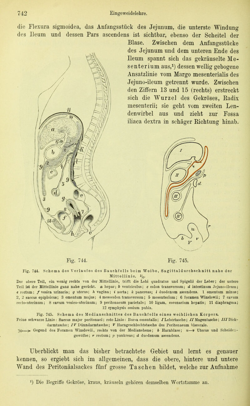 die Mexura sigmoidea, das Anfangsstück des Jejunum, die unterste Windung des Ileum und dessen Pars ascendens ist sichtbar, ebenso der Scheitel der Blase. Zwischen dem Anfangsstücke des Jejunum und dem unteren Ende des Ileum spannt sich das gekräuselte Me- senterium aus,i) dessen wellig gebogene Ansatzlinie vom Margo mesenterialis des Jejuno-ileum getrennt wurde. Zwischen den Ziffern 13 und 15 (rechts) erstreckt sich die Wurzel des Gekröses, Kadix mesenterii; sie geht vom zweiten Len- denwirbel aus und zieht zur Fossa iliaca dextra in schäger Richtung hinab. Fiff. 744. Fiff. 745. Fig. 744. Schema des Verlaufes des Bauchfells beim Weibe, Sagittaldurchsch nitt nahe der Mittellinie, i/g. Der obere Teil, ein wenig rechts von der Mittellinie, trifft die Lobi quadratus und Spigelü der Leber; der untere Teil ist der Mittellinie ganz nahe gerückt, a hepar; b ventriculus; c colon transversum; d intestinum Jejuno-ileuni; e rectum; / vesica urinaria; g uterus; h ragina; t aorta; k panereas; l duodenum ascendens. 1 Omentum minus; 2, 2 Saccus epiploicus; 3 Omentum majus; 4 mesocolon transversum; 5 mesenterium; 6 foramen Winslowii; 7 cavum recto-uterinum; 8 cavum vesico-uterinum; 9 peritonaeum parietale; 10 ligam. coronarium hepatis; 11 diaphragma; 12 Symphysis ossium pubis. Fig. 745. Schema des Medianschnittes des Bauchfells eines weiblichen Körpers. Feine schwarze Linie : Saccus major peritonaei; rote Linie: Bursa omentalis; / Lebertasche; // Magentasche; /// Dick- darmtasche; IV Dünndarmtasche; F Harngeschlechtstasche des Peritonaeum viscerale. —^ Gegend des Foramen Winslowii, rechts von der Medianebene; b Harnblase; u—v Uterus und Scheidcu- gewölbe; r rectum; p pankreas; d duodenum ascendens. Uberblickt man das bisher betrachtete Gebiet und lernt es genauer kennen, so ergiebt sich im allgemeinen, dass die obere, hintere und untere Wand des Peritonäalsackes fünf grosse Taschen bildet, welche zur Aufnahme ^) Die Begriffe Gekröse, la*aus, kräuseln gehören demselben Wortstamme an.