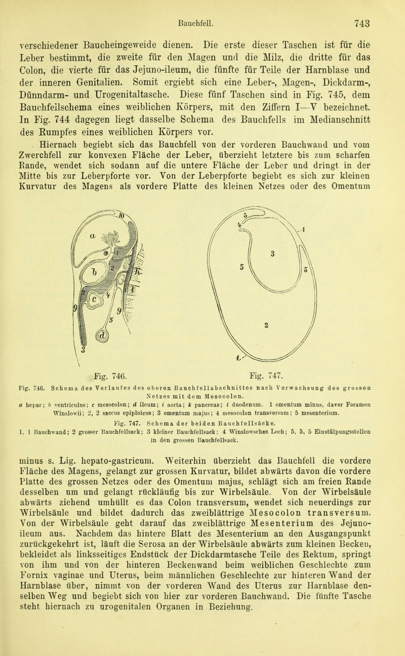 verscMedener Baucheingeweide dienen. Die erste dieser Taschen ist für die Leber bestimmt, die zweite für den Magen und die Milz, die dritte für das Colon, die vierte für das Jejuno-ileum, die fünfte für Teile der Harnblase und der inneren Genitalien. Somit ergiebt sich eine Leber-, Magen-, Dickdarm-, Dünndarm- und Urogenitaltasche. Diese fünf Taschen sind in Eig. 745, dem Bauchfeilschema eines weiblichen Körpers, mit den Ziffern I—V bezeichnet. In Fig. 744 dagegen liegt dasselbe Schema des Bauchfells im Medianschnitt des Kumpfes eines weiblichen Körpers vor. Hiernach begiebt sich das Bauchfell von der vorderen Bauchwand und vom Zwerchfell zur konvexen Fläche der Leber, überzieht letztere bis zum scharfen Rande, wendet sich sodann auf die untere Fläche der Leber und dringt in der Mitte bis zur Leberpforte vor. Von der Leberpforte begiebt es sich zur kleinen Kurvatur des Magens als vordere Platte des kleinen Netzes oder des Omentum Fig. 746. Schema des Verlaiifes des oberen Bauchfellabschnittes nach Verwachsung des grossen Netzes mit dem Mesocolon. a hepar; b ventriculus; c mesocolon; d ileum; i aorta; k pancreas; l duodenum. 1 Omentum minus, davor Foramen WinsloAvii; 2, 2 saccus epiploicus; 3 Omentum majus; 4 mesocolon transversum; 5 mesenterium. Fig. 747. Schema der beiden Bauchfellsäcke. 1, 1 Eauchwand; 2 grosser BaucMellsack; 3 kleiner Bauchfellsack; 4 Winslowsehes Loch; 5, 5, 5 Einstülpungsstellen in den grossen Bauchfellsack. minus s. Lig. hepato-gastricum. Weiterbin überzieht das Bauchfell die vordere Fläche des Magens, gelangt zur grossen Kurvatur, bildet abwärts davon die vordere Platte des grossen Netzes oder des Omentum majus, schlägt sich am freien Bande desselben um und gelangt rückläufig bis zur Wirbelsäule. Von der Wirbelsäule abwärts ziehend umhüllt es das Colon transversum, wendet sich neuerdings zur Wirbelsäule und bildet dadurch das zweiblättrige Mesocolon transversum. Von der Wirbelsäule geht darauf das zweiblättrige Mesenterium des Jejuno- ileum aus. Nachdem das hintere Blatt des Mesenterium an den Ausgangspunkt zurückgekehrt ist, läuft die Serosa an der Wirbelsäule abwärts zum kleinen Becken, bekleidet als linksseitiges Endstück der Dickdarmtasche Teile des Rektum, springt von ihm und von der hinteren Beckenwand beim weiblichen Geschlechte zum Fornix vaginae und Uterus, beim männlichen Geschlechte zur hinteren Wand der Harnblase über, nimmt von der vorderen Wand des Uterus zur Harnblase den- selben Weg und begiebt sich von hier zur vorderen Bauchwand. Die fünfte Tasche steht hiernach zu urogenitalen Organen in Beziehung.