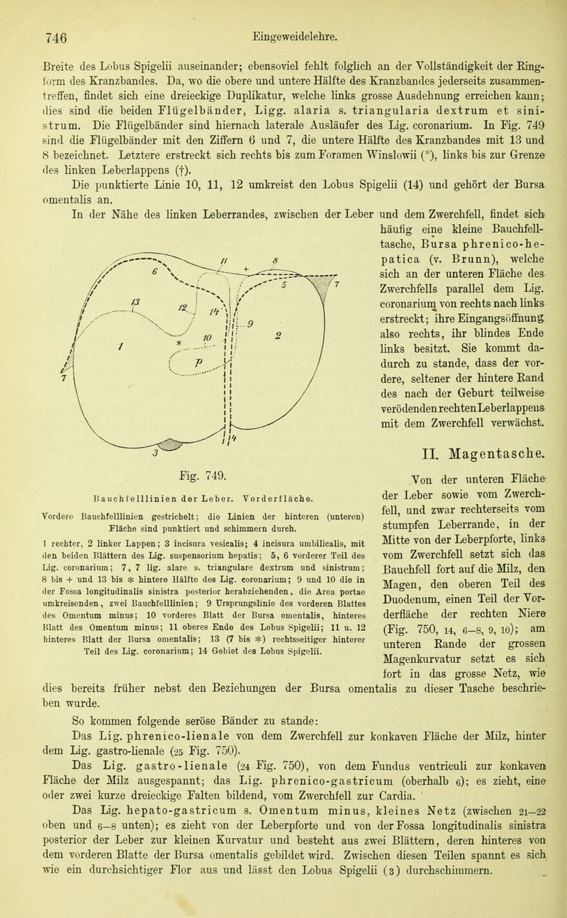 Breite des Lobus Spigelii auseinander; ebensoviel fehlt folglich an der Vollständigkeit der Eing- lorm des Kranzbandes. Da, wo die obere und untere Hälfte des Kranzbandes jederseits zusammen- treffen, findet sich eine dreieckige Duplikatur, welche links grosse Ausdehnung erreichen kann; dies sind die beiden Tlügelbänder, Ligg. alaria s. triangularia dextrum et sini- strum. Die Flügelbänder sind hiernach laterale Ausläufer des Lig. coronarium. In Eig. 749 sind die Flügelbänder mit den Ziffern 6 und 7, die untere HäKte des Kranzbandes mit 13 und 8 bezeichnet. Letztere erstreckt sich rechts bis zum Foramen Winslowii (*), links bis zur Grenze des linken Leberlappens (f). Die punktierte Linie 10, 11, 12 umkreist den Lobus Spigelii (14) und gehört der Bursa omentalis an. In der Nähe des linken Leberrandes, zwischen der Leber und dem Zwerchfell, findet sieb häufig eine kleine Bauchfell- tasche, Bursa phrenico-he- patica (v. Brunn), welche sich an der unteren Fläche des Zwerchfells parallel dem Lig. coronarium von rechts nach linka erstreckt; ihre Eingangsöffnung also rechts, ihr blindes Ende links besitzt. Sie kommt da- durch zu stände, dass der vor- dere, seltener der hintere Eand des nach der Geburt teilweise- verö denden rechten Leberlappens- mit dem Zwerchfell verwächst. Eig. 749. Bauchfelllinien der Leb( Voiderf läehe. Vordere Bauchfelllinien gestrichelt; die Linien der hinteren (unteren) Fläche sind punktiert und schimmern durch. 1 rechter, 2 linker Lappen; 3 incisura vesicalis; 4 incisura umbilicalis, mit den beiden Blättern des Lig. Suspensorium hepatis; 5, 6 vorderer Teil des Lig. coronarium; 7, 7 lig. alare s. trianguläre dextrum und sinistrum; 8 bis + und 13 bis ^ hintere Hälfte des Lig. coronarium; 9 und 10 die in der Fossa longitudinalis sinistra posterior herabziehenden, die Area portae iimkreisenden, z-wei Bauchfelllinien; 9 Ursprungslinie des vorderen Blattes des Omentum minus; 10 vorderes Blatt der Bursa omentalis, hinteres Blatt des Omentum minus; 11 oberes Ende des Lobus Spigelii; II u. 12 hinteres Blatt der Bursa omentalis; 13 (7 bis ^) rechtsseitiger hinterer Teil des Lig. coronariiim; 14 Gebiet des Lobus Spigelii, II. Magentasche. Von der unteren Fläche- der Leber sowie vom Zwerch- fell, und zwar rechterseits vom stumpfen Leberrande, in der Mitte von der Leberpforte, links vom Zwerchfell setzt sich das Bauchfell fort auf die Milz, den Magen, den oberen Teil des Duodenum, einen Teil der Vor- derfläche der rechten Niere (Fig. 750, 14, 6-8, 9, lo); am unteren Kande der grossen Magenkurvatur setzt es sich fort in das grosse Netz, wie dies bereits früher nebst den Beziehungen der Bursa omentalis zu dieser Tasche beschrie- ben wurde. So kommen folgende seröse Bänder zu stände: Das Lig. phrenico-lienale von dem Zwerchfell zur konkaven Fläche der Milz, hinter dem Lig. gastro-lienale (25 Fig. 750). Das Lig. gastro-lienale (24 Fig. 750), von dem Fundus ventriculi zur konkaven Fläche der Milz ausgespannt; das Lig. phrenico-gastricum (oberhalb e); es zieht, eine oder zwei kurze dreieckige Falten bildend, vom Zwerchfell zur Cardia. Das Lig. hepato-gastricum s. Omentum minus, kleines Netz (zwischen 21—22- oben und 6—8 unten); es zieht von der Leberpforte und von der Fossa longitudinalis sinistra posterior der Leber zur kleinen Kurvatur und besteht aus zwei Blättern, deren hinteres von dem vorderen Blatte der Bursa omentalis gebildet wird. Zwischen diesen Teilen spannt es sich wie ein durchsichtiger Flor aus und lässt den Lobus Spigelii (3) durchschimmern.