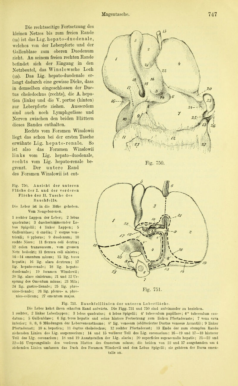 Fig. 750. Die reclitsseitige Fortsetzung des kleinen Netzes bis zum freien Kande (18) ist dasLig.hepato-duodenale, Avelches von der Leberpforte und der Gallenblase zum oberen Duodenum zieht. An seinem freien rechten Eande befindet sich der Eingang in den Netzbeutel, das Winslowsche Loch (19) . Das Lig. hepato-duodenale er- langt dadurch eine gewisse Dicke, dass in demselben eingeschlossen der Duc- tus choledochus (rechts), die A. hepa- tica (ünks) und die V. portae (hinten) zur Leberpforte ziehen. Ausserdem sind auch noch Lymphgefässe und Nerven zwischen den beiden Blättern dieses Bandes enthalten. Eechts vom Foramen Winslowii liegt das schon bei der ersten Tasche erwähnte Lig. hepato-renale. So ist also das Foramen Winslowii links vom Lig. hepato-duodenale, rechts vom Lig. hepato-renale be- grenzt. Der untere Eand des Foramen Winslowii ist ent- Fig. 750. Ansieht der unteren Fläche der I. und der vorderen Fläche der II. Tasche des Bauchfells. Die Leber ist in die Höhe gehoben. Vom Neugeborenen. 1 rechter Lappen der Leber; 2 lobus quadratus; 3 durchschimmernder Lo- bus Spigelii; 4 linker Lappen; 5 Gallenblase; 6 cärdia; 7 corpus ven- triculi; 8 pylorus; 9 duodenum; 10 rechte Niere ; 11 flexura coli dextra; 12 Colon transversum, vom grossen Netz bedeckt; 13 flexura coli sinistra; 14—14 Omentum minus; 15 lig. teres hepatis; 16 lig. alare dextrum; 17 lig. hepato-renale; 18 lig. hepato- duodenale; 19 foramen Winslowii; 20 lig. alare sinistrum; 21 und 22 Ur- sprung des Omentum minus; 23 Milz; 24 lig. gastro-lienale; 25 lig. phre- nico-lienale; 26 lig. pleuro- s. phre- nico-colicum; 27 Omentum majus. Fig. 751. Bauchfelllinien der unteren Leberfläche. Die Leber kehrt ihren scharfen Rand aufwärts. Die Figg. 751 und 750 sind aufeinander zu beziehen. 1 rechter, 2 linker Leberlappen; 3 lobus quadratus; 4 lobus Spigelii; 4' tuberculum papilläre; 4 tuberculum cau- datum; 5 Gallenblase; 6 lig. teres hepatis und seine hintere Fortsetzung zwm linken Pfortaderaste; 7 vena eava inferior; 8, 8, 8 Mündungen der Lebervenenstämme; 8' lig. venosum (obliterierter Ductus venosus Arrantii); 9 linker Pfortaderast; 10 a. hepatica; 11 dujetus choledochus; 12 rechter Pfortaderast; 13 Ende der zum stumpfen Rande ziehenden Linien des Lig. Suspensorium; 14 und 15 vorderer Teil des Lig. coronarium: 16—19 und 17—18 hinterer Teil des Lig. coronariiun; 18 und 19 Ansatzstellen der Lig. alaria; 20 superficies suprarenalis hepatis; 21—22 und 22—16 TJrsprungslinie des vorderen Blattes des Omentum minus: die beiden von 22 und 17 ausgehenden um 4 ziehenden Linien imifassen das Dach des Foramen WtnsloAvii und den Lobus Spigelii; sie gehören der Bursa omen- talis an. Fig. 751.