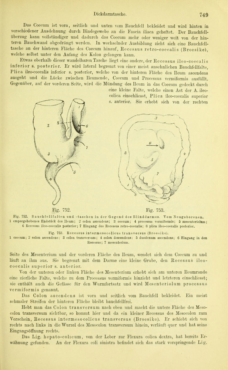 Dickdarmtasclie. Das Coecum ist vorn, seitlich und unten vom Bauchfell bekleidet und wird hinten in verschiedener Ausdehnung durch Bindegewebe an die Fascia iliaca geheftet. Der Bauchfell- überzug kann vollständiger und dadurch das Coecum mehr oder weniger weit von der hin- teren Bauchwand abgedrängt werden. In wechselnder Ausbildung zieht sich eine Bauchfell- tasche an der hinteren Fläche des Coecum hinauf, Eecessus retro-coecalis (Broesike), welche selbst unter den Anfang des Kolon gelangen kann. Etwas oberhalb dieser wandelbaren Tasche liegt eine andere, der Eecessus ileo-coecalis inferior s. posterior. Er wird lateral begrenzt von einer meist ansehnlichen Bauchfellfalte, Plica ileo-coecahs inferior s. posterior, welche von der hinteren Fläche des Ileum ascendens ausgeht und die Lücke zwischen Ileumende, Coecum und Processus vermiformis ausfüllt. Gegenüber, auf der vorderen Seite, wird die Mündung des Ileum in das Coecum gedeckt durch eine kleine Falte, welche einen Ast der A. ileo- colica einschhesst, Plica ileo-coecalis superior s. anterior. Sie erhebt sich von der rechten ■1 / Fig. 752. Fig. 753. Fig. 752. Bauchfellfalten und -taschen in der Gegend des Blinddarmes. Vom Neugeborenen. 1 emporgehobenes Endstück des Ileum; 2 colon ascendens; 3 coecum; 4 Processus vermiformis; 5 mesenteriolmn; 6 Eecessus ileo-coecalis posterior; 7 Eingang des Recessus retro-coecalis; 8 plica ileo-coeealis posterior. Fig. 753. Recessus intermesocolicus transversus (Broesike). 1 coecum; 2 colon ascendens; 3 colon transversum; 4 colon descendens; 5 duodenum ascendens; 6 Eingang in den Recessus; 7 mesenterium. Seite des Mesenterium und der vorderen Fläche des Ileum, wendet sich dem Coecum zu und läuft an ihm aus. Sie begrenzt mit dem Darme eine kleine Grube, den Eecessus ileo- coecalis superior s. anterior. Von der unteren oder linken Fläche des Mesenterium erhebt sich am unteren Ileumrande eine zierliche Falte, welche zu dem Processus vermiformis hinzieht und letzteren einschliesst; sie enthält auch die Gefässe für den Wurmfortsatz und wird Mesenteriolum processus vermiformis genannt. Das Colon ascendens ist vorn und seitlich vom Bauchfell bekleidet. Ein meist schmaler Streifen der hinteren Fläche bleibt bauchfellfrei. Hebt man das Colon transversum nach oben und macht die untere Fläche des Meso- colon transversum sichtbar, so kommt hier und da ein kleiner Eecessus des Mesocolon zum Vorschein, Eecessus intermesocolicus transversus (Broesike). Er schiebt sich von rechts nach links in die Wurzel des Mesocolon transversum hinein, verläuft quer und hat seine Eingangsöffiiung rechts. Das Lig. hepato-colicum, von der Leber zur Flexura colica dextra, hat bereits Er- wähnung gefunden. An der Flexura coli sinistra befindet sich das stark vorspringende Lig.