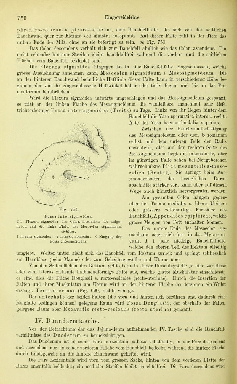 phrenico-colicum s. pleuro-colicum, eine BaucMellfalte, die sich von der seitlichen Bauch wand quer zur Flexura coli sinistra ausspannt. Auf dieser Falte ruht in der Tiefe das untere Ende der Milz, ohne an sie befestigt zu sein. 26 Fig. 750. Das Colon descendens verhält sich zum Bauchfell ähnlich wie das Colon ascendens. Ein meist schmaler hinterer Streifen bleibt bauchfellfrei, während die vordere und die seitlichen Flächen vom Bauchfell betleidet sind. Die Flexura sigmoidea hingegen ist in eine Bauchfellfalte eingeschlossen, welche grosse Ausdehnung annehmen kann, Mesocolon sigmoideum s. Mesosigmoideum. Die an der hinteren Bauchwand befindliche Haftlinie dieser Falte kann in verschiedener Höhe be- ginnen, der von ihr eingeschlossene Haftwinkel höher oder tiefer liegen und bis an das Pro- montorium herabrücken. Wird die Flexura sigmoidea aufwärts umgeschlagen und das Mesosigmoideum gespannt, so tritt an der linken Fläche des Mesosigmoideum die wandelbare, manchmal sehr tiefe, trichterförmige Fossa intersigmoidea (Treitz) zu Tage. Links von ihr liegen hinter dem Bauchfell die Vasa spermatica interna, rechts Äste der Yasa haemorrhoidalia superiora. Zwischen der Bauchwandbefestigung des Mesosigmoideum oder dem S romanum selbst und dem unteren Teile der Kadix mesenterii, also auf der rechten Seite des Mesosigmoideum liegt die inkonstante, aber im günstigen Falle schon bei Neugeborenen wahrnehmbare Plica mesenterica-meso- colica (G-ruber). Sie springt beim Aus- einanderhalten der bezüglichen Darm- abschnitte stärker vor, kann aber auf diesem Wege auch künstlich hervorgerufen werden. Am gesamten Colon hängen gegen- ■^^ über der Taenia medialis s. libera kleinere Fig. 754. oder grössere zottenartige Fortsätze des Fossa intersigmoidea. Bauchfells, AppendicBs epiploicae, welche Die Fiexm-a sigmoidea des Cölon descendeus ist aufge- grosse Mengen von Fett enthalten können. hoben und die linke Platte des Mesocolon sigmoideum j^^^ ^^^^^^^ j.^^^ MesOColon sig- sichtbar. • i n • n -nr 1 flexura sigmoidea; 2 mesosigmoideum; 3 Eingang der moideum Setzt Sich fort m das Mesorec- Fossa intersigmoidea. tum, d. 1. jene niedrige Bauchfellfalte, welche den oberen Teil des Eektum allseitig umgiebt. Weiter unten zieht sich das Bauchfell vom Eektum zurück und springt schliesslich zur Harnblase (beim Manne) oder zum Scheidengewölbe und Uterus über. Von den Seitenflächen des Eektum geht oberhalb dieser Umschlagstelle je eine zur Blase oder zum Uterus ziehende halbmondförmige Falte aus, welche glatte Muskulatur einschliesst; es sind dies die Plicae Dougiasii s. recto-vesicales (recto-uterinae). Durch die Insertion der Falten und ihrer Muskulatur am Uterus wird an der hinteren Fläche des letzteren ein Wulst erzeugt, Torus uterinus (Fig. 690, rechts von lo). Der unterhalb der beiden Falten (die vorn und hinten sich berühren und dadurch eine Kingfalte bedingen können) gelegene Eaum wird Fossa Dougiasii; der oberhalb der Falten gelegene Eaum aber Excavatio recto-vesicalis (recto-uterina) genannt. IV. Dünndarmtasclie. Vor der Betrachtung der das Jejuno-ileum aufnehmenden IV. Tasche sind die Bauchfell- Verhältnisse des Duodenum zu berücksichtigen. Das Duodenum ist in seiner Pars horizontalis nahezu vollständig, in der Pars descendens mid ascendens nur an seiner vorderen Fläche vom Bauchfell bedeckt, während die hintere Fläche durch Bindegewebe an die hintere Bauchwand geheftet wird. Die Pars horizontalis wird vorn vom grossen Sacke, hinten von dem vorderen Blatte der Bursa omentalis bekleidet: ein medialer Streifen bleibt bauchfeM'ei. Die Pars descendens wird