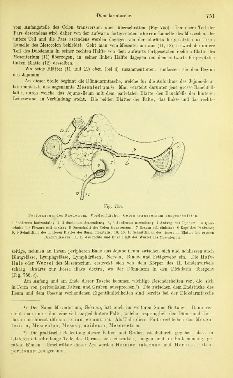 vom Anfangsteile des Colon transversum quer überschritten (Fig. 755). Der obere Teil der Pars descendens wird daher von der aufwärts fortgesetzten oberen Lamelle des Mesocolon, der untere Teil und die Pars ascendens werden dagegen von der abwärts fortgesetzten unteren Lamelle des Mesocolon bekleidet. Geht man vom Mesenterium aus (11, 12), so wird der untere Teil des Duodenum in seiner rechten Hälfte von dem aufwärts fortgesetzten rechten Blatte des Mesenterium (11) überzogen, in seiner linken Hälfte dagegen von dem aufwärts fortgesetzten linken Blatte (12) desselben. Wo beide Blätter (11 und 12) oben (bei 4) zusammentreten, umfassen sie den Beginn des Jejunum. An dieser Stelle beginnt die Dünndarmtasche, welche für die Aufnahme des Jejuno-ileum bestimmt ist, das sogenannte Mesenterium.*) Man versteht darunter jene grosse Bauchfell- falte, durch welche das Jejuno-ileum mit dem parietalen Blatte des Bauchfells der hinteren Leibeswand in Verbindung steht. Die beiden Blätter der Falte, das links- und das rechts- Fig. 755. Peritonaeum des Duodenum. Vorderfläche. Colon transversum ausgeschnitten. l duodenum horizontale; 2, 2 duodenum descendens; 3, 3 duodenum ascendens; 4 Anfang des Jejunum; 5 Quer- schnitt der Flexura coli dextra; 6 Querschnitt des Colon transversum; 7 flexura coli sinistra; 8 Kopf des Pankreas; 9, 9 Schnittlinie des hinteren Blattes der Bui'sa omentalis; 10, 10, 10 Schnittlinien des visceralen Blattes des grossen Bauchfellsackes; 11, 12 das rechte und linke Blatt der Wui-zel des Mesenterium. seitige, nehmen an ihrem peripheren Ende das Jejuno-ileum zwischen sich und schliessen auch Blutgefässe, Lymphgefässe, Lymphdrüsen, Nerven, Binde- und Fettgewebe ein. Die Haft- linie oder Wurzel des Mesenterium erstreckt sich von dem Körper des H. Lendenwirbels schräg abwärts zur Fossa iliaca dextra, wo der Dünndarm in den Dickdarm übergeht (Fig. 756, 9). Am Anfang und am Ende dieser Tasche kommen wichtige Besonderheiten vor, die sich in Form von peritonäalen Falten und Gruben aussprechen.^) Die zwischen dem Endstücke des Ileum imd dem Coeeum vorhandenen Eigentümlichkeiten sind bereits bei der Dickdarmtasche 1) Der Name Mesenterium, Gekröse, hat auch im weiteren Sinne Geltung. Dann ver- steht man unter ihm eine viel ausgedehntere Falte, welche ursprünglich den Dünn- und Dick- darm einschliesst (Mesenterium commune). Als Teile dieser Falte verbleiben das Mesen- terium, Mesocolon, Mesosigmoideum, Mesorectum. 2) Die praktische Bedeutung dieser Falten mid Gruben ist dadurch gegeben, dass in letzteren oft sehr lange Teile des Darmes sich einsenken, fangen und in Einklemmung ge- raten können. Geschwülste dieser Art werden Herniae internae und Herniae retro- peritonaeales genannt.