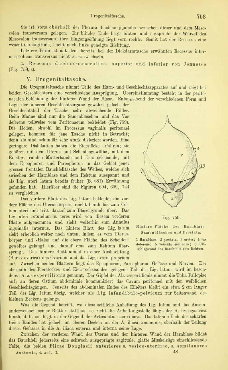 Sie ist stets oberhalb der Flexura duodeno-jejunalis, zwischen dieser und dem Meso- colon transversum gelegen. Ihr blindes Ende liegt hinten und entspricht der Wurzel des Mesocolon transversum; ihre Eingangsöffnung liegt vorn rechts. Somit hat der Eecessus eine wesentlich sagittale, leicht nach links geneigte Eichtung. Letztere Form ist mit dem bereits bei der Dickdarmtasche erwähnten Eecessus inter- mesocolicus transversus nicht zu verwechseln. 4. Eecessus duodeno-mesocolicus superior und inferior von Jonnesco (Fig. 758, 5). V. Urogenitaltasche. Die Urogenitaltasche nimmt Teile des Harn- und Geschlechtsapparates auf und zeigt bei beiden Geschlechtern eine verschiedene Ausprägung. Übereinstimmung besteht in der perito- naealen Bekleidung der hinteren Wand der Blase. Entsprechend der verschiedenen Form und Lage der inneren Geschlechtsorgane gewährt jedoch der Geschlechtsteil der Tasche sehr abweichende Bilder. Beim Manne sind nur die Samenbläschen und das Vas deferens teilweise vom Peritonaeum bekleidet (Fig. 759). Die Hoden, obwohl im Processus vaginalis peritonaei gelegen, kommen für jene Tasche nicht in Betracht; denn sie sind sekundär sehr stark disloziert worden. Eine geringere Dislokation haben die Eierstöcke erfahren; sie gehören mit dem Uterus und Scheidengewölbe, mit dem Eileiter, runden Mutterbande und Eierstocksbande, mit dem Epoophoron und Paroophoron in das Gebiet jener grossen frontalen Bauchfelltasche des Weibes, welche sich zwischen der Harnblase und dem Eektum ausspannt und als Lig. uteri latum bereits früher (S. 681) Erwähnung gefunden hat. Hierüber sind die Figuren 694, 699, 744 zu vergleichen. Das vordere Blatt des Lig. latum bekleidet die vor- dere Fläche des Uteruskörpers, reicht herab bis zum Col- lum uteri und tritt darauf zum Blasengrunde über. Das Lig. uteri rotundum s. teres wird von diesem vorderen Blatte aufgenommen und zieht weiterhin zum Annulus inguinalis internus. Das hintere Blatt des Lig. latum zieht erheblich weiter nach unten, indem es vom Uterus- körper und -Halse auf die obere Fläche des Scheiden- gewölbes gelangt und darauf erst zum Eektum über- springt. Das hintere Blatt nimmt in einer Ausbuchtung (Bursa ovarica) das Ovarium und das Lig. ovarii proprium auf. Zwischen beiden Blättern liegt das Epoophoron, Paroophoron, Gefässe und Nerven. Der oberhalb des Eierstockes und Eierstocksbandes gelegene Teil des Lig. latum wird im beson- deren Alavespertilionis genannt. Der Gipfel der Ala vespertilionis nimmt die Tuba Fallopiae auf; an deren Ostium abdominale kommuniziert das Cavum peritonaei mit den weiblichen Geschlechtsgängen. Jenseits des abdominalen Endes des Eileiters bleibt ein etwa 2 cm langer Teil des Lig. latum übrig, welcher als Lig. infundibulo-pelvicum zur Seitenwand des kleinen Beckens gelangt. Was die Gegend betrifft, wo diese seitliche Anheftung des Lig. latum und das Ausein- anderweichen seiner Blätter statthat, so zieht die Anheftungsstelle längs der A. hypogastrica hinab, d. h. sie liegt in der Gegend der Articulatio sacro-ihaca. Das laterale Ende des scharfen freien Eandes hat jedoch im oberen Becken an der A. iliaca communis, oberhalb der Teilung dieses Gefässes in die A. iliaca externa und interna seine Lage. Zwischen der vorderen Wand des Uterus und der hinteren Wand der Harnblase bildet das Bauchfell jederseits eine schwach ausgeprägte sagittale, glatte Muskelzüge einschliessende Falte, die beiden Plicae Douglasii anteriores s. vesico-uterinae, s. semilunares Anatomie, 4. Aufl. I. 48 Fig. 759. Hintere Fläche der Harnblase Samenbläsehen und Prostata. 1 Harnblase; 2 prostata; 3 Ureter; 4 vas deferens; 5 vesicula seminalis; 6 Um- sehlagsrand des Bauchfells zum Rektum.