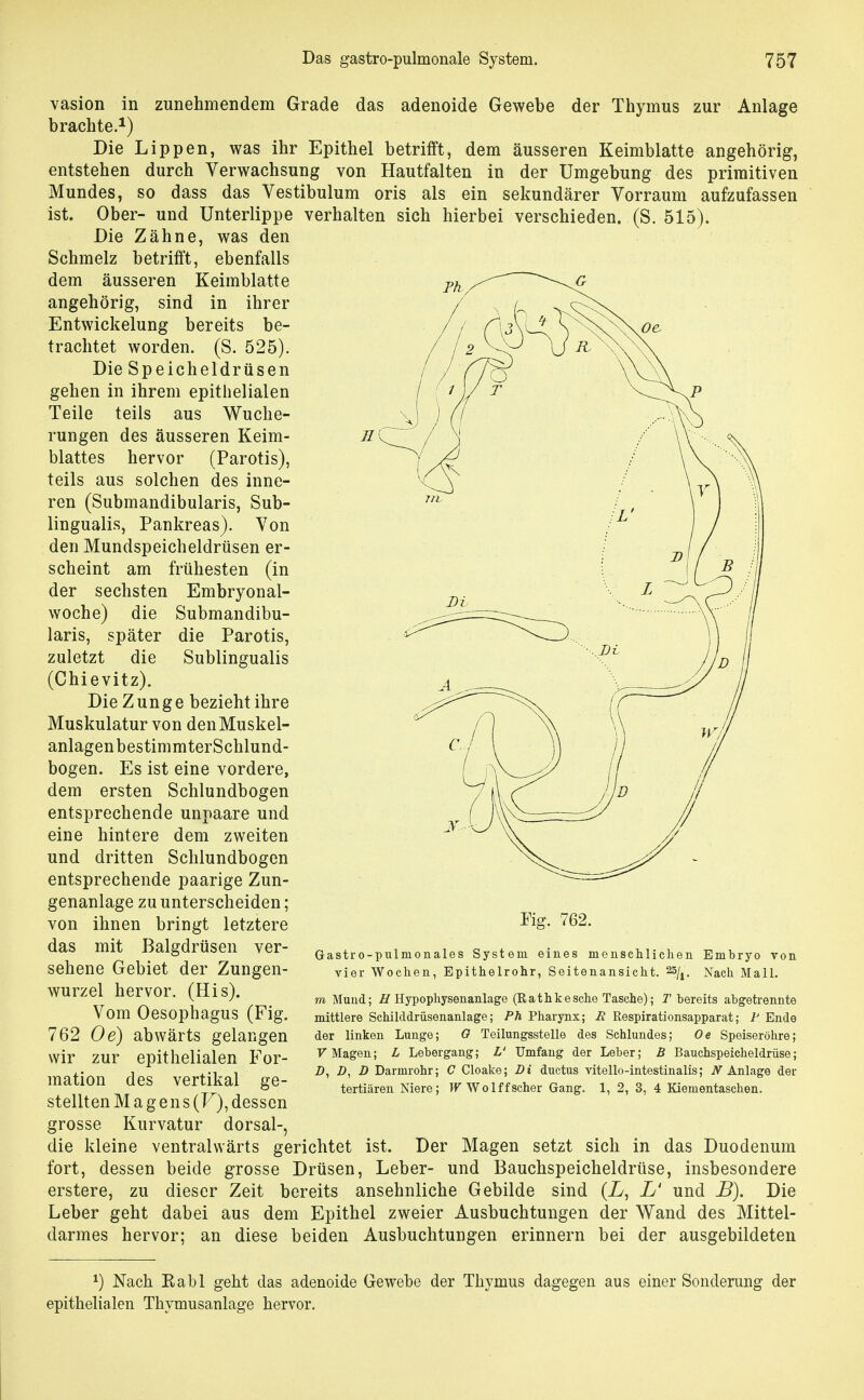 vasion in zunehmendem Grade das adenoide Gewebe der Thymus zur Anlage brachte.^) Die Lippen, was ihr Epithel betrifft, dem äusseren Keimblatte angehörig, entstehen durch Verwachsung von Hautfalten in der Umgebung des primitiven Mundes, so dass das Vestibulum oris als ein sekundärer Vorraum aufzufassen ist. Ober- und Unterlippe verhalten sich hierbei verschieden. (S. 515). Die Zähne, was den Schmelz betrifft, ebenfalls dem äusseren Keimblatte angehörig, sind in ihrer Entwickelung bereits be- trachtet worden. (S. 525). Die Speicheldrüsen gehen in ihrem epithelialen Teile teils aus Wuche- rungen des äusseren Keim- blattes hervor (Parotis), teils aus solchen des inne- ren (Submandibularis, Sub- lingualis, Pankreas). Von den Mundspeicheldrüsen er- scheint am frühesten (in der sechsten Embryonal- woche) die Submandibu- laris, später die Parotis, zuletzt die Subungualis (Chievitz). Die Zunge bezieht ihre Muskulatur von denMuskel- anlagenbestimmterSchlund- bogen. Es ist eine vordere, dem ersten Schlundbogen entsprechende unpaare und eine hintere dem zweiten und dritten Schlundbogen entsprechende paarige Zun- genanlage zu unterscheiden; von ihnen bringt letztere das mit Balgdrüsen ver- sehene Gebiet der Zungen- wurzel hervor. (His). Vom Oesophagus (Fig. 762 Oe) abwärts gelangen wir zur epithelialen For- mation des vertikal ge- stellten M a g ens (F), dessen grosse Kurvatur dorsal-, die kleine ventralwärts gerichtet ist. Der Magen setzt sich in das Duodenum fort, dessen beide grosse Drüsen, Leber- und Bauchspeicheldrüse, insbesondere erstere, zu dieser Zeit bereits ansehnliche Gebilde sind (L, L' und B). Die Leber geht dabei aus dem Epithel zweier Ausbuchtungen der Wand des Mittel- darmes hervor; an diese beiden Ausbuchtungen erinnern bei der ausgebildeten Kg. 762. Gastro-pulnionales System eines menschlichen Emhryo von vier Wochen, Epithelrohr, Seitenansicht. 25^i. Nach Mall. m Mund; fi^ Hypophysenanlage (Rathkesehe Tasche); T bereits abgetrennte mittlere Schilddrüsenanlage; Ph Pharynx; R Respirationsapparat; P Ende der linken Lunge; G Teilungsstelle des Schlundes; Oe Speiseröhre; F Magen; L Lebergang; L' Umfang der Leber; B Bauchspeicheldrüse; i), Z>, D Darmrohr; C Cloake; Di ductus vitello-intestinalis; jV Anlage der tertiären Niere; Wolffscher Gang. 1, 2, 3, 4 Kiementaschen. ^) Nach Kabl geht das adenoide Gewebe der Thymus epithelialen Thymusanlage hervor. dagegen aus einer Sonderung der