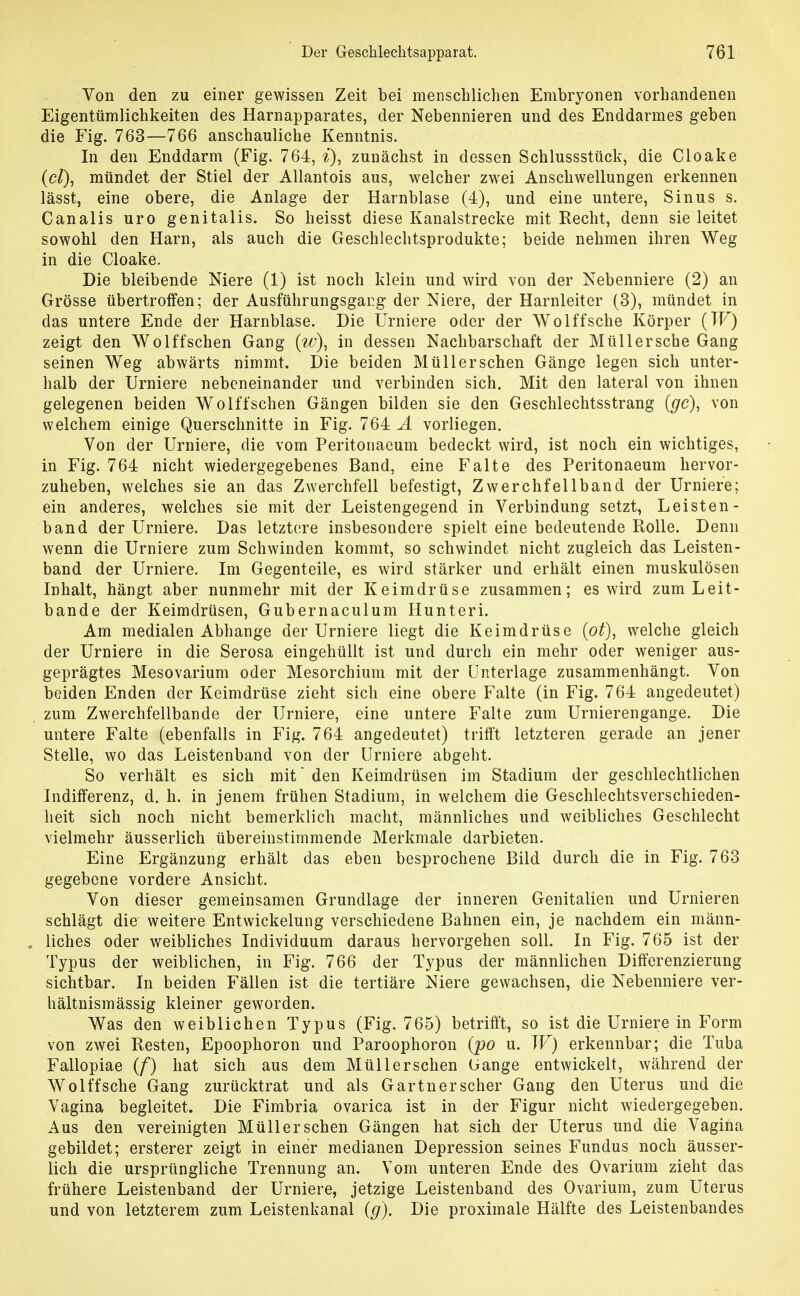 Von den zu einer gewissen Zeit bei menschlichen Embryonen vorhandenen Eigentümlichkeiten des Harnapparates, der Nebennieren und des Enddarmes geben die Fig. 763—766 anschauliche Kenntnis. In den Enddarm (Fig. 764, i), zunächst in dessen Schlussstück, die Cloake (c/), mündet der Stiel der AUantois aus, welcher zwei Anschwellungen erkennen lässt, eine obere, die Anlage der Harnblase (4), und eine untere, Sinus s. Canalis uro genitalis. So heisst diese Kanalstrecke mit Recht, denn sie leitet sowohl den Harn, als auch die Geschlechtsprodukte; beide nehmen ihren Weg in die Cloake. Die bleibende Niere (1) ist noch klein und wird von der Nebenniere (2) an Grösse übertroffen; der Ausführungsgang der Niere, der Harnleiter (3), mündet in das untere Ende der Harnblase. Die Urniere oder der Wolffsche Körper (W) zeigt den Wolffschen Gang (tv), in dessen Nachbarschaft der Müllersche Gang seinen Weg abwärts nimmt. Die beiden Müllerschen Gänge legen sich unter- halb der Urniere nebeneinander und verbinden sich. Mit den lateral von ihnen gelegenen beiden Wolfischen Gängen bilden sie den Geschlechtsstrang (gc), von welchem einige Querschnitte in Fig. 764 x4 vorliegen. Von der Urniere, die vom Peritonaeum bedeckt wird, ist noch ein wichtiges, in Fig. 764 nicht wiedergegebenes Band, eine Falte des Peritonaeum hervor- zuheben, welches sie an das Zwerchfell befestigt, Zwerchfellband der Urniere; ein anderes, welches sie mit der Leistengegend in Verbindung setzt, Leisten- band der Urniere. Das letztere insbesondere spielt eine bedeutende Rolle. Denn wenn die Urniere zum Schwinden kommt, so schwindet nicht zugleich das Leisten- band der Urniere. Im Gegenteile, es wird stärker und erhält einen muskulösen Inhalt, hängt aber nunmehr mit der Keimdrüse zusammen; es wird zum Leit- bande der Keimdrüsen, Gubernaculum Hunteri. Am medialen Abhänge der Urniere liegt die Keimdrüse (ot), w^elche gleich der Urniere in die Serosa eingehüllt ist und durch ein mehr oder weniger aus- geprägtes Mesovarium oder Mesorchium mit der Unterlage zusammenhängt. Von beiden Enden der Keimdrüse zieht sich eine obere Falte (in Fig. 764 angedeutet) . zum Zwerchfellbande der Urniere, eine untere Falte zum Urnierengange. Die untere Falte (ebenfalls in Fig. 764 angedeutet) trifft letzteren gerade an jener Stelle, wo das Leistenband von der Urniere abgeht. So verhält es sich mit den Keimdrüsen im Stadium der geschlechtlichen Indifferenz, d. h. in jenem frühen Stadium, in welchem die Geschlechtsverschieden- lieit sich noch nicht bemerklich macht, männliches und weibliches Geschlecht vielmehr äusserlich übereinstimmende Merkmale darbieten. Eine Ergänzung erhält das eben besprochene Bild durch die in Fig. 763 gegebene vordere Ansicht. Von dieser gemeinsamen Grundlage der inneren Genitalien und Urnieren schlägt die weitere Entwickelung verschiedene Bahnen ein, je nachdem ein männ- . liches oder weibliches Individuum daraus hervorgehen soll. In Fig. 765 ist der Typus der weiblichen, in Fig. 766 der Typus der männlichen Differenzierung sichtbar. In beiden Fällen ist die tertiäre Niere gewachsen, die Nebenniere ver- hältnismässig kleiner geworden. Was den weiblichen Typus (Fig. 765) betrift't, so ist die Urniere in Form von zwei Resten, Epoophoron und Paroophoron (po u. IV) erkennbar; die Tuba Fallopiae (f) hat sich aus dem Müllerschen Gange entwickelt, während der Wolffsche Gang zurücktrat und als Gärtner scher Gang den Uterus und die Vagina begleitet. Die Fimbria ovarica ist in der Figur nicht wiedergegeben. Aus den vereinigten Müllerschen Gängen hat sich der Uterus und die Vagina gebildet; ersterer zeigt in einer medianen Depression seines Fundus noch äusser- lich die ursprüngliche Trennung an. Vom unteren Ende des Ovarium zieht das frühere Leistenband der Urniere, jetzige Leistenband des Ovarium, zum Uterus und von letzterem zum Leistenkanal (g). Die proximale Hälfte des Leistenbandes