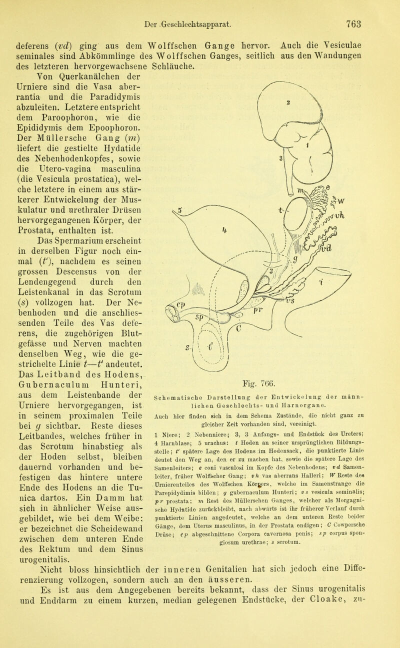deferens {'vd) ging aus dem Wol ff sehen Gange hervor. Auch die Vesiculae seminales sind Abkömmlinge des Wolffsehen Ganges, seitlieh aus den Wandungen des letzteren hervorgewachsene Schläuche. Von Querkanälchen der Urniere sind die Vasa aber- rantia und die Paradidymis abzuleiten. Letztere entspricht dem Paroophoron, wie die Epididymis dem Epoophoron. Der MüUersche Gang {m) liefert die gestielte Hydatide des Nebenhodenkopfes, sowie die Utero-vagina masculina (die Vesicula prostatica), wel- che letztere in einem aus stär- kerer Entwickelung der Mus- kulatur und urethraler Drüsen hervorgegangenen Körper, der Prostata, enthalten ist. Das Spermarium erscheint in derselben Figur noch ein- mal (f), nachdem es seinen grossen Descensus von der Lendengegend durch den Leistenkanal in das Scrotum (s) vollzogen hat. Der Ne- benhoden und die anschlies- senden Teile des Vas defe- rens, die zugehörigen Blut- gefässe und Nerven machten denselben Weg, wie die ge- strichelte Linie t—f andeutet. Das Leitband des Hodens, Gubernaculum Hunteri, aus dem Leistenbande der Urniere hervorgegangen, ist in seinem proximalen Teile bei g sichtbar. Reste dieses Leitbandes, welches früher in das Scrotum hinabstieg als der Hoden selbst, bleiben dauernd vorhanden und be- festigen das hintere untere Ende des Hodens an die Tu- nica dartos. Ein Damm hat sich in ähnlicher Weise aus- gebildet, wie bei dem Weibe; er bezeichnet die Scheidewand zwischen dem unteren Ende des Rektum und dem Sinus urogenitalis. Nicht bloss hinsichtlich der inneren Genitalien hat sich jedoch eine Diffe- renzierung vollzogen, sondern auch an den äusseren. Es ist aus dem Angegebenen bereits bekannt, dass der Sinus urogenitalis und Enddarm zu einem kurzen, median gelegenen Endstücke, der Cloake, zn- Fig. 766. Schematische Darstellung der Entwickelung der männ- lichen Geschlechts- und Harnorgane. Auch hier finden sich in dem Schema Zustände, die nicht ganz zu gleicher Zeit vorhanden sind, vereinigt. 1 Niere; 2 Nebenniere; 3, 3 Anfangs- und Endstück des Ureters; 4 Harnblase; 5 urachus: t Hoden an seiner ursprünglichen Bildungs- stelle; t' spätere Lage des Hodens im Hodensack, die punktierte Linie deutet den Weg an, den er zu machen hat, sowie die spiitero Lage des Samenleiters; e coni vasculosi im Kopfe des Nebenhodens; vd Samen- leiter, früher Wolffscher Gang; v h vas aberrans Halleri; W Reste des üruiereuteiles des Wolffschen Körgers, welche im Samenstrange die Parepidydimis bilden; y gubernaculum Hunteri; vs vesicula seminalis; p r prostata; m Rest des Müllerschen Ganges, welcher als Morgagni- sche Hydatide zurückbleibt, nach abwärts ist ihr früherer Verlauf durch punktierte Linien angedeutet, welche an dem unteren Reste beider Gänge, dem Uterus masculinus, in der Prostata endigen; C Cowpersche Drüse; cp abgeschnittene Corpora cavernosa penis; s-p corpus spon- giosum urethrae; s scrotum.
