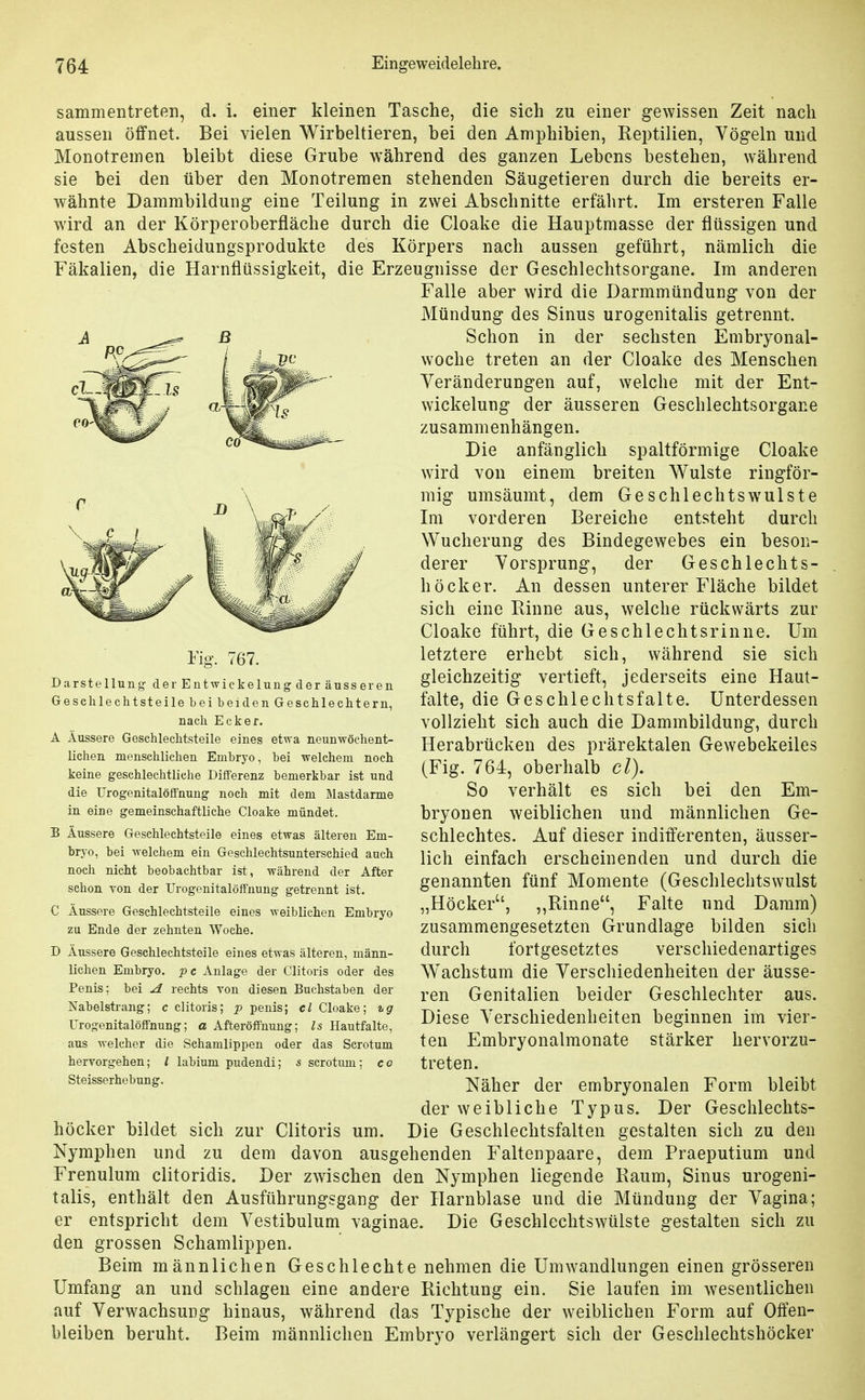 sammentreten, d. i. einer kleinen Tasche, die sich zu einer gewissen Zeit nach aussen öffnet. Bei vielen Wirbeltieren, bei den Amphibien, Reptilien, Vögeln und Monotremen bleibt diese Grube während des ganzen Lebens bestehen, während sie bei den über den Monotremen stehenden Säugetieren durch die bereits er- wähnte Dammbildung eine Teilung in zwei Abschnitte erfährt. Im ersteren Falle wird an der Körperoberfläche durch die Cloake die Hauptmasse der flüssigen und festen Abscheidungsprodukte des Körpers nach aussen geführt, nämlich die Fäkalien, die Harnflüssigkeit, die Erzeugnisse der Geschlechtsorgane. Im anderen Falle aber wird die Darmmündung von der Mündung des Sinus urogenitalis getrennt. Schon in der sechsten Embryonal- woche treten an der Cloake des Menschen Veränderungen auf, welche mit der Ent- wickelung der äusseren Geschlechtsorgane zusammenhängen. Die anfänglich spaltförmige Cloake wird von einem breiten Wulste ringför- mig umsäumt, dem Geschlechtswulste Im vorderen Bereiche entsteht durch Wucherung des Bindegewebes ein beson- derer Vorsprung, der Geschlechts- höcker. An dessen unterer Fläche bildet sich eine Binne aus, welche rückwärts zur Cloake führt, die Geschlechtsrinne. Um letztere erhebt sich, während sie sich gleichzeitig vertieft, jederseits eine Haut- falte, die Geschlechts falte. Unterdessen vollzieht sich auch die Dammbildung, durch Herabrücken des prärektalen Gewebekeiles (Fig. 764, oberhalb cl). So verhält es sich bei den Em- bryonen weiblichen und männlichen Ge- schlechtes. Auf dieser indifferenten, äusser- lich einfach erscheinenden und durch die genannten fünf Momente (Geschlechtswulst „Höcker, „Rinne, Falte und Damm) zusammengesetzten Grundlage bilden sich durch fortgesetztes verschiedenartiges W^achstum die Verschiedenheiten der äusse- ren Genitalien beider Geschlechter aus. Diese Verschiedenheiten beginnen im vier- ten Embryonalraonate stärker hervorzu- treten. Näher der embryonalen Form bleibt der weibliche Typus. Der Geschlechts- Die Geschlechtsfalten gestalten sich zu den Nymphen und zu dem davon ausgehenden Faltenpaare, dem Praeputium und Frenulum clitoridis. Der zwischen den Nymphen liegende Raum, Sinus urogeni- talis, enthält den Ausführungsgang der Harnblase und die Mündung der Vagina; er entspricht dem Vestibulum vaginae. Die Geschlechtswülste gestalten sich zu den grossen Schamlippen. Beim männlichen Geschlechte nehmen die Umwandlungen einen grösseren Umfang an und schlagen eine andere Richtung ein. Sie laufen im wesentlichen auf Verwachsung hinaus, während das Typische der weiblichen Form auf Offen- bleiben beruht. Beim männlichen Embryo verlängert sich der Geschlechtshöcker Fig. 767. Darstellung derEntwickelung der äusseren Geschlechtsteile bei beiden Geschlechtern, nach Ecker. A Äussere Geschlechtsteile eines etwa neunwöehent- üchen menschlichen Embryo, bei welchem noch keine geschlechtliche Differenz bemerkbar ist und die ürogenitalöffnung noch mit dem Mastdarme in eine gemeinschaftliche Cloake mündet. B Äussere Geschlechtsteile eines etwas älteren Em- bryo, bei welchem ein Geschlechtsuntersehied auch noch nicht beobachtbar ist, während der After schon von der Urogenitalöffnung getrennt ist. C Äussere Geschlechtsteile eines weiblichen Embryo zu Ende der zehnten Woche. D Äussere Geschlechtsteile eines etwas älteren, männ- lichen Embryo, pc Anlage der Clitoris oder des Penis; bei A rechts von diesen Buchstaben der Nabelstrang; c clitoris; p penis; el Cloake; vg Urogenitalöffnung; a Afteröffnung; Is Hautfalte, aus welcher die Schamlippen oder das Scrotum hervorgehen; l labium pudendi; s scrotum; co Steisserhebung. höcker bildet sich zur Clitoris um.