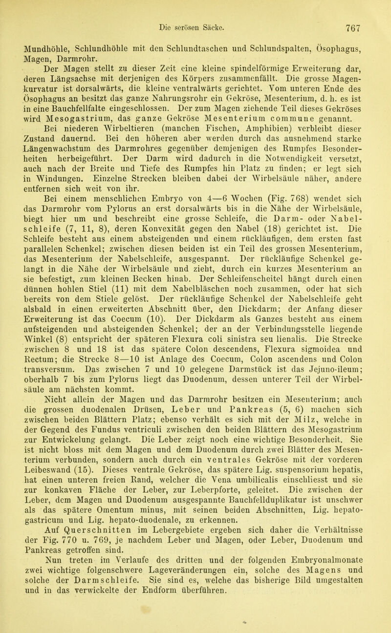 Mundhöhle, Schlundhöhle mit den Schlundtaschen und Schlundspalten, Ösophagus, Magen, Darmrohr. Der Magen stellt zu dieser Zeit eine kleine spindelförmige Erweiterung dar, deren Längsachse mit derjenigen des Körpers zusammenfällt. Die grosse Magen- kurvatur ist dorsalwärts, die kleine ventralwärts gerichtet. Vom unteren Ende des Ösophagus an besitzt das ganze Nahrungsrohr ein Gekröse, Mesenterium, d. h. es ist in eine Bauchfellfalte eingeschlossen. Der zum Magen ziehende Teil dieses Gekröses wird Mesogastrium, das ganze Gekröse Mesenterium commune genannt. Bei niederen Wirbeltieren (manchen Fischen, Amphibien) verbleibt dieser Zustand dauernd. Bei den höheren aber werden durch das ausnehmend starke Längenwachstum des Darmrohres gegenüber demjenigen des Rumpfes Besonder- heiten herbeigeführt. Der Darm wird dadurch in die Notwendigkeit versetzt, auch nach der Breite und Tiefe des Rumpfes hin Platz zu finden; er legt sich in Windungen. Einzelne Strecken bleiben dabei der Wirbelsäule näher, andere entfernen sich weit von ihr. Bei einem menschlichen Embryo von 4—6 Wochen (Fig. 768) wendet sich das Darmrohr vom Pylorus an erst dorsalwärts bis in die Nähe der Wirbelsäule, biegt hier um und beschreibt eine grosse Schleife, die Darm- oder Nabel- schleife (7, 11, 8), deren Konvexität gegen den Nabel (18) gerichtet ist. Die Schleife besteht aus einem absteigenden und einem rückläufigen, dem ersten fast parallelen Schenkel; zwischen diesen beiden ist ein Teil des grossen Mesenterium, das Mesenterium der Nabelschleife, ausgespannt. Der rückläufige Schenkel ge- langt in die Nähe der Wirbelsäule und zieht, durch ein kurzes Mesenterium an sie befestigt, zum kleinen Becken hinab. Der Schleifenscheitel hängt durch einen dünnen hohlen Stiel (11) mit dem Nabelbläschen noch zusammen, oder hat sich bereits von dem Stiele gelöst. Der rückläufige Schenkel der Nabelschleife geht alsbald in einen erweiterten Abschnitt über, den Dickdarm; der Anfang dieser Erweiterung ist das Coecum (10). Der Dickdarm als Ganzes besteht aus einem aufsteigenden und absteigenden Schenkel; der an der Verbindungsstelle liegende Winkel (8) entspricht der späteren Flexura coli sinistra seu lienalis. Die Strecke zwischen 8 und 18 ist das spätere Colon descendens, Flexura sigmoidea und Rectum; die Strecke 8—10 ist Anlage des Coecum, Colon ascendens und Colon transversum. Das zwischen 7 und 10 gelegene Darmstück ist das Jejuno-ileum; oberhalb 7 bis zum Pylorus liegt das Duodenum, dessen unterer Teil der Wirbel- säule am nächsten kommt. Nicht allein der Magen und das Darmrohr besitzen ein Mesenterium; auch die grossen duodenalen Drüsen, Leber und Pankreas (5, 6) machen sich zwischen beiden Blättern Platz; ebenso verhält es sich mit der Milz, welche in der Gegend des Fundus ventriculi zwischen den beiden Blättern des Mesogastrium zur Entwickelung gelangt. Die Leber zeigt noch eine wichtige Besonderheit. Sie ist nicht bloss mit dem Magen und dem Duodenum durch zwei Blätter des Mesen- terium verbunden, sondern auch durch ein ventrales Gekröse mit der vorderen Leibeswand (15). Dieses ventrale Gekröse, das spätere Lig. Suspensorium hepatis, hat einen unteren freien Rand, welcher die Vena umbilicalis einschliesst und sie zur konkaven Fläche der Leber, zur Leberpforte, geleitet. Die zwischen der Leber, dem Magen und Duodenum ausgespannte Bauchfellduplikatur ist unschwer als das spätere Omentum minus, mit seinen beiden Abschnitten, Lig. hepato- gastricuni und Lig. hepato-duodenale, zu erkennen. Auf Querschnitten im Lebergebiete ergeben sich daher die Verhältnisse der Fig. 770 u. 769, je nachdem Leber und Magen, oder Leber, Duodenum und Pankreas getroffen sind. Nun treten im Verlaufe des dritten und der folgenden Embryonalmonate zwei wichtige folgenschwere Lageveränderungen ein, solche des Magens und solche der Darm schleife. Sie sind es, welche das bisherige Bild umgestalten und in das verwickelte der Endform überführen.