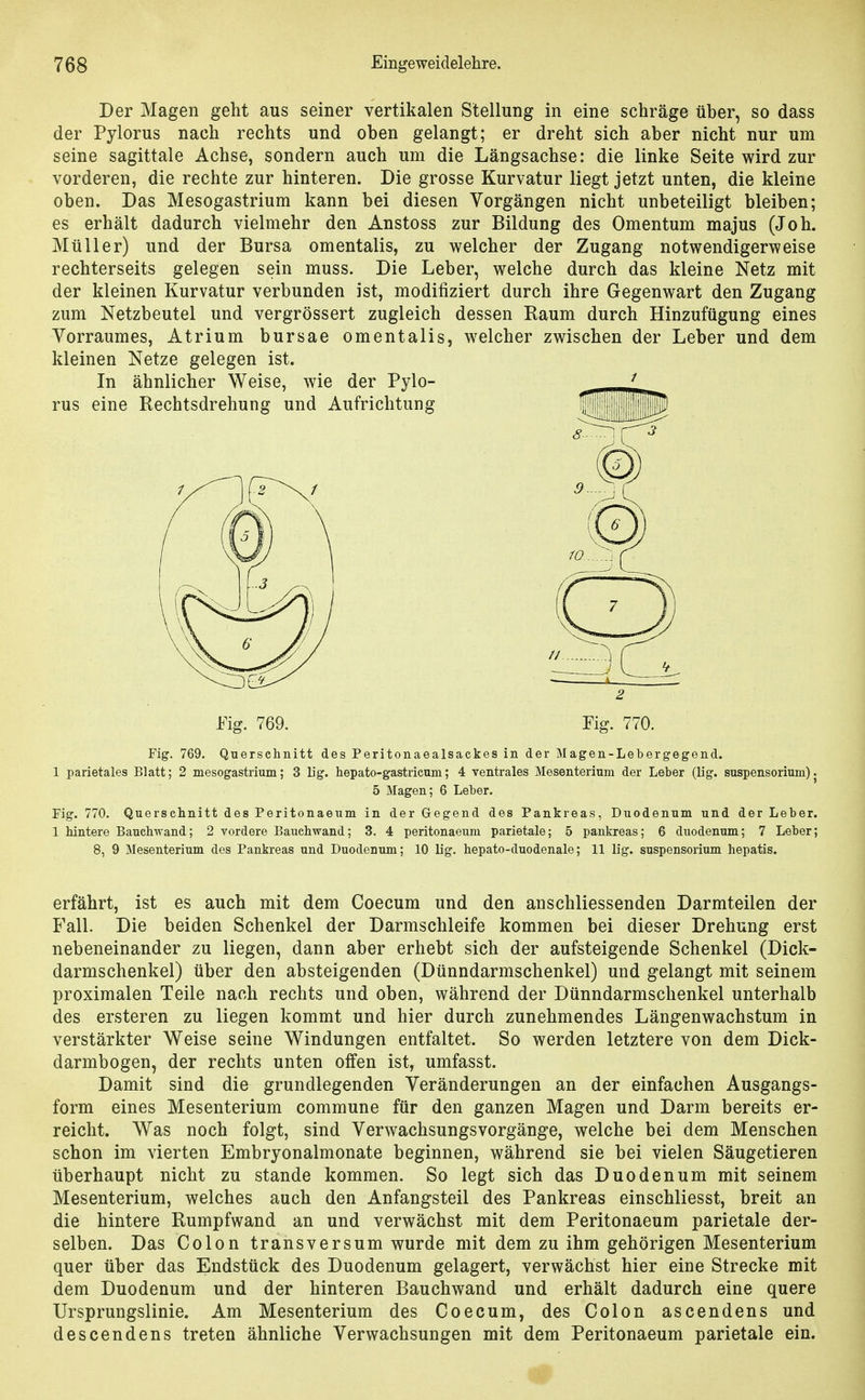 Der Magen geht aus seiner vertikalen Stellung in eine schräge über, so dass der Pylorus nach rechts und oben gelangt; er dreht sich aber nicht nur um seine sagittale Achse, sondern auch um die Längsachse: die linke Seite wird zur vorderen, die rechte zur hinteren. Die grosse Kurvatur liegt jetzt unten, die kleine oben. Das Mesogastrium kann bei diesen Vorgängen nicht unbeteiligt bleiben; es erhält dadurch vielmehr den Anstoss zur Bildung des Omentum majus (Joh. Müller) und der Bursa omentalis, zu welcher der Zugang notwendigerweise rechterseits gelegen sein muss. Die Leber, welche durch das kleine Netz mit der kleinen Kurvatur verbunden ist, modifiziert durch ihre Gegenwart den Zugang zum Netzbeutel und vergrössert zugleich dessen Raum durch Hinzufügung eines Vorraumes, Atrium bursae omentalis, welcher zwischen der Leber und dem kleinen Netze gelegen ist. Fig. 769. Fig. 770. Fig. 769. Querschnitt des Peritonaealsackes in der Magen-Lebergegend. 1 parietales Blatt; 2 mesogastrium; 3 lig. hepato-gastricum; 4 ventrales Mesenterium der Leber (lig. Suspensorium)j 5 Magen; 6 Leber. Fig. 770. Querschnitt des Peritonaeum in der Gegend des Pankreas, Duodenum und der Leber. 1 hintere Bauchwand; 2 vordere Bauch wand; 3. 4 peritonaeum parietale; 5 pankreas; 6 duodenum; 7 Leber; 8, 9 Mesenterium des Pankreas und Duodenum; 10 lig. hepato-duodenale; 11 lig. Suspensorium hepatis. erfährt, ist es auch mit dem Coecum und den anschliessenden Darmteilen der Fall. Die beiden Schenkel der Darmschleife kommen bei dieser Drehung erst nebeneinander zu liegen, dann aber erhebt sich der aufsteigende Schenkel (Dick- darmschenkel) über den absteigenden (Dünndarmschenkel) und gelangt mit seinem proximalen Teile nach rechts und oben, während der Dünndarmschenkel unterhalb des ersteren zu liegen kommt und hier durch zunehmendes Längenwachstum in verstärkter Weise seine Windungen entfaltet. So werden letztere von dem Dick- darmbogen, der rechts unten offen ist, umfasst. Damit sind die grundlegenden Veränderungen an der einfachen Ausgangs- form eines Mesenterium commune für den ganzen Magen und Darm bereits er- reicht. Was noch folgt, sind Verwachsungsvorgänge, welche bei dem Menschen schon im vierten Embryonalmonate beginnen, während sie bei vielen Säugetieren überhaupt nicht zu stände kommen. So legt sich das Duodenum mit seinem Mesenterium, welches auch den Anfangsteil des Pankreas einschliesst, breit an die hintere Rumpfwand an und verwächst mit dem Peritonaeum parietale der- selben. Das Colon transversum wurde mit dem zu ihm gehörigen Mesenterium quer über das Endstück des Duodenum gelagert, verwächst hier eine Strecke mit dem Duodenum und der hinteren Bauchwand und erhält dadurch eine quere Ursprungslinie. Am Mesenterium des Coecum, des Colon ascendens und descendens treten ähnliche Verwachsungen mit dem Peritonaeum parietale ein.