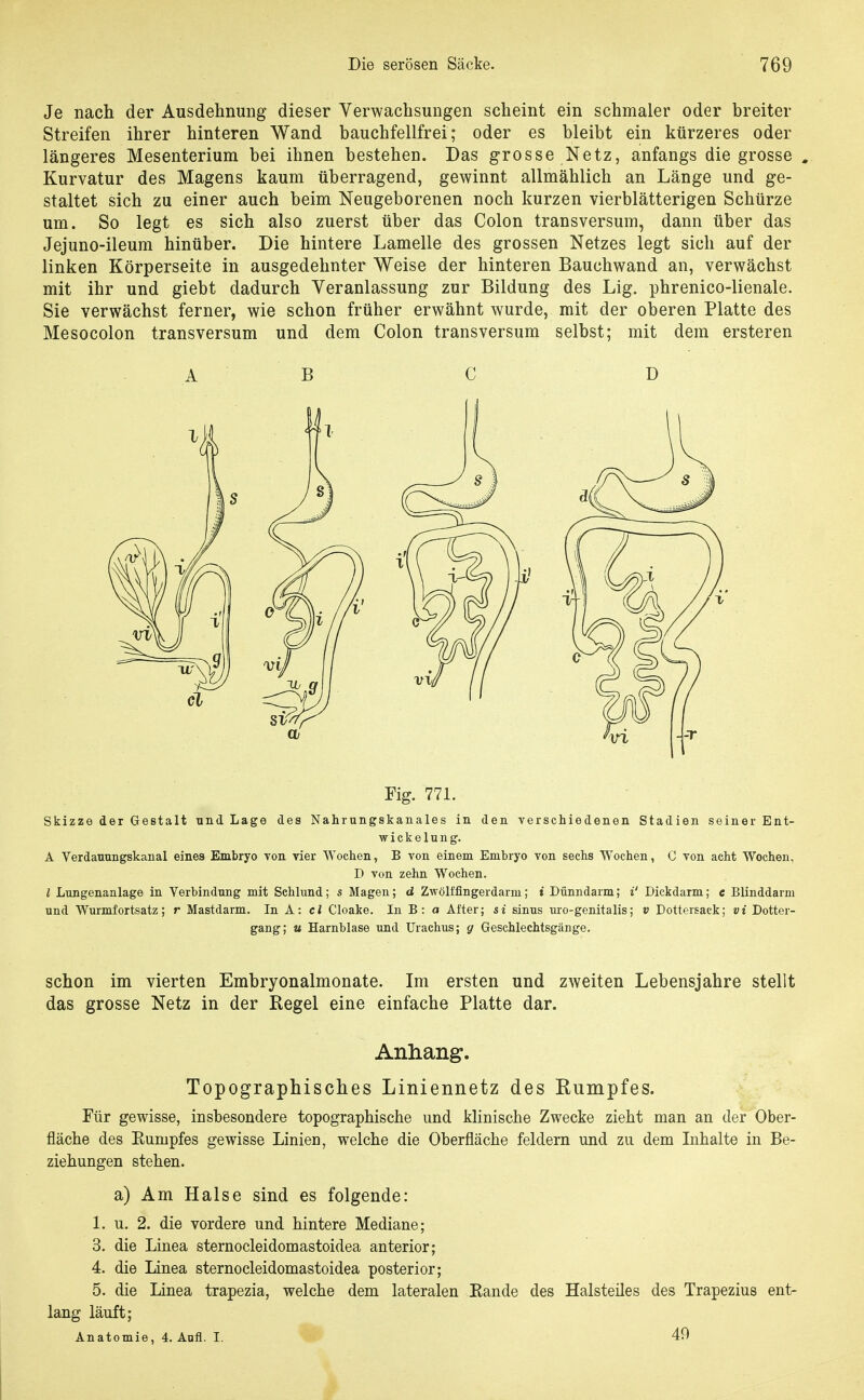 Je nach der Ausdehnung dieser Verwachsungen scheint ein schmaler oder breiter Streifen ihrer hinteren Wand bauchfellfrei; oder es bleibt ein kürzeres oder längeres Mesenterium bei ihnen bestehen. Das grosse Netz, anfangs die grosse . Kurvatur des Magens kaum überragend, gewinnt allmählich an Länge und ge- staltet sich zu einer auch beim Neugeborenen noch kurzen vierblätterigen Schürze um. So legt es sich also zuerst über das Colon transversum, dann über das Jejuno-ileum hinüber. Die hintere Lamelle des grossen Netzes legt sich auf der linken Körperseite in ausgedehnter Weise der hinteren Bauchwand an, verwächst mit ihr und giebt dadurch Veranlassung zur Bildung des Lig. phrenico-lienale. Sie verwächst ferner, wie schon früher erwähnt wurde, mit der oberen Platte des Mesocolon transversum und dem Colon transversum selbst; mit dem ersteren A B C D Fig. 77L Skizze der Gestalt und Lage des Nahrungskanales in den verschiedenen Stadien seiner Ent- wickelung. A Verdanungskanal eines Embryo von vier Wochen, B von einem Embryo von sechs Wochen, C von acht Wochen, D von zehn Wochen. l Lnngenanlage in Verbindung mit Schlund; s Magen; d Zwölffingerdarm; i Dünndarm; i' Dickdarm; e Blinddarm und Wurmfortsatz; r Mastdarm. In A: cl Cloake. In B: a After; si sinus uro-genitalis; v Dottersack; vi Dotter- gang; u Harnblase und Urachus; g Geschlechtsgänge. schon im vierten Embryonalmonate. Im ersten und zweiten Lebensjahre stellt das grosse Netz in der Kegel eine einfache Platte dar. Anhang. Topographisches Liniennetz des Rumpfes. Für gewisse, insbesondere topographische und klinische Zwecke zieht man an der Ober- fläche des Eumpfes gewisse Linien, welche die Oberfläche feldern und zu dem Inhalte in Be- ziehungen stehen. a) Am Halse sind es folgende: 1. u. 2. die vordere und hintere Mediane; 3. die Linea sternocleidomastoidea anterior; 4. die Linea sternocleidomastoidea posterior; 5. die Linea trapezia, welche dem lateralen Kande des Halsteiles des Trapezius ent- lang läuft; Anatomie, 4. Aufl. I. 49