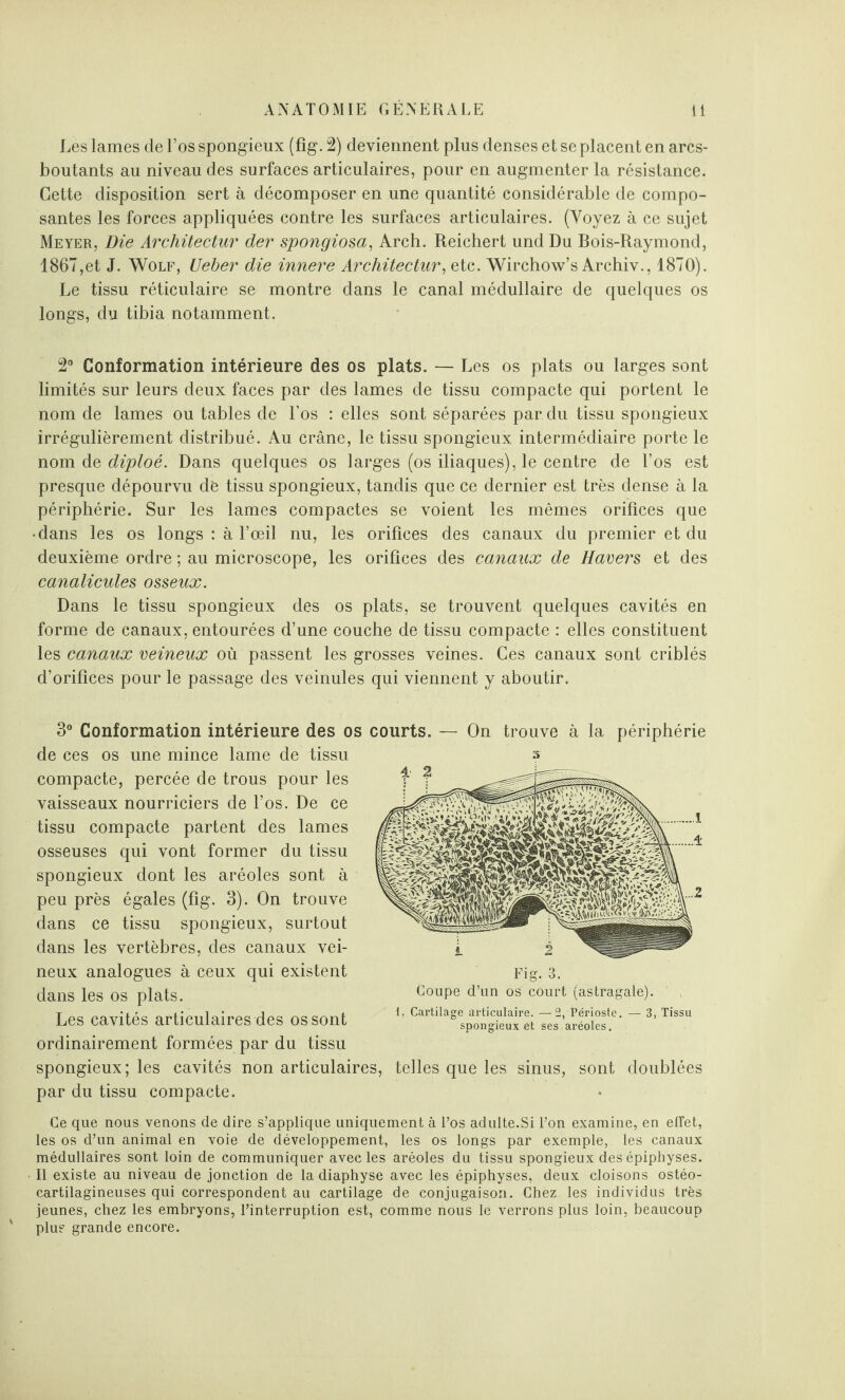 Les lames de l’os spongieux (fig. 2) deviennent plus denses et se placent en arcs- boutants au niveau des surfaces articulaires, pour en augmenter la résistance. Cette disposition sert à décomposer en une quantité considérable de compo¬ santes les forces appliquées contre les surfaces articulaires. (Voyez à ce sujet Meyer, Die Architectur der spongiosa, Arch. Reichert und Du Bois-Raymond, 1867,et J. Wolf, Ueber die innere Architectur, etc. Wirchow’s Archiv., 1870). Le tissu réticulaire se montre dans le canal médullaire de quelques os longs, du tibia notamment. 2° Conformation intérieure des os plats. — Les os plats ou larges sont limités sur leurs deux faces par des lames de tissu compacte qui portent le nom de lames ou tables de l'os : elles sont séparées par du tissu spongieux irrégulièrement distribué. Au crâne, le tissu spongieux intermédiaire porte le nom de diploé. Dans quelques os larges (os iliaques), le centre de Los est presque dépourvu de tissu spongieux, tandis que ce dernier est très dense à la périphérie. Sur les lames compactes se voient les mêmes orifices que • dans les os longs : à l’œil nu, les orifices des canaux du premier et du deuxième ordre ; au microscope, les orifices des canaux de Havers et des canalicules osseux. Dans le tissu spongieux des os plats, se trouvent quelques cavités en forme de canaux, entourées d’une couche de tissu compacte : elles constituent les canaux veineux où passent les grosses veines. Ces canaux sont criblés d’orifices pour le passage des veinules qui viennent y aboutir. 3° Conformation intérieure des os courts. — On trouve à la périphérie de ces os une mince lame de tissu compacte, percée de trous pour les vaisseaux nourriciers de l’os. De ce tissu compacte partent des lames osseuses qui vont former du tissu spongieux dont les aréoles sont à peu près égales (fig. 3). On trouve dans ce tissu spongieux, surtout dans les vertèbres, des canaux vei¬ neux analogues à ceux qui existent dans les os plats. Les cavités articulaires des os sont ordinairement formées par du tissu spongieux; les cavités non articulaires, telles que les sinus, sont doublées par du tissu compacte. Ce que nous venons de dire s’applique uniquement à l’os adulte.Si l’on examine, en effet, les os d’un animal en voie de développement, les os longs par exemple, les canaux médullaires sont loin de communiquer avec les aréoles du tissu spongieux des épiphyses. Il existe au niveau de jonction de la diaphyse avec les épiphyses, deux cloisons ostéo- cartilagineuses qui correspondent au cartilage de conjugaison. Chez les individus très jeunes, chez les embryons, l’interruption est, comme nous le verrons plus loin, beaucoup plu? grande encore. 3 Fig. 3. Coupe d’un os court (astragale). 1. Cartilage articulaire. —2, Périoste. — 3, Tissu spongieux et ses aréoles.