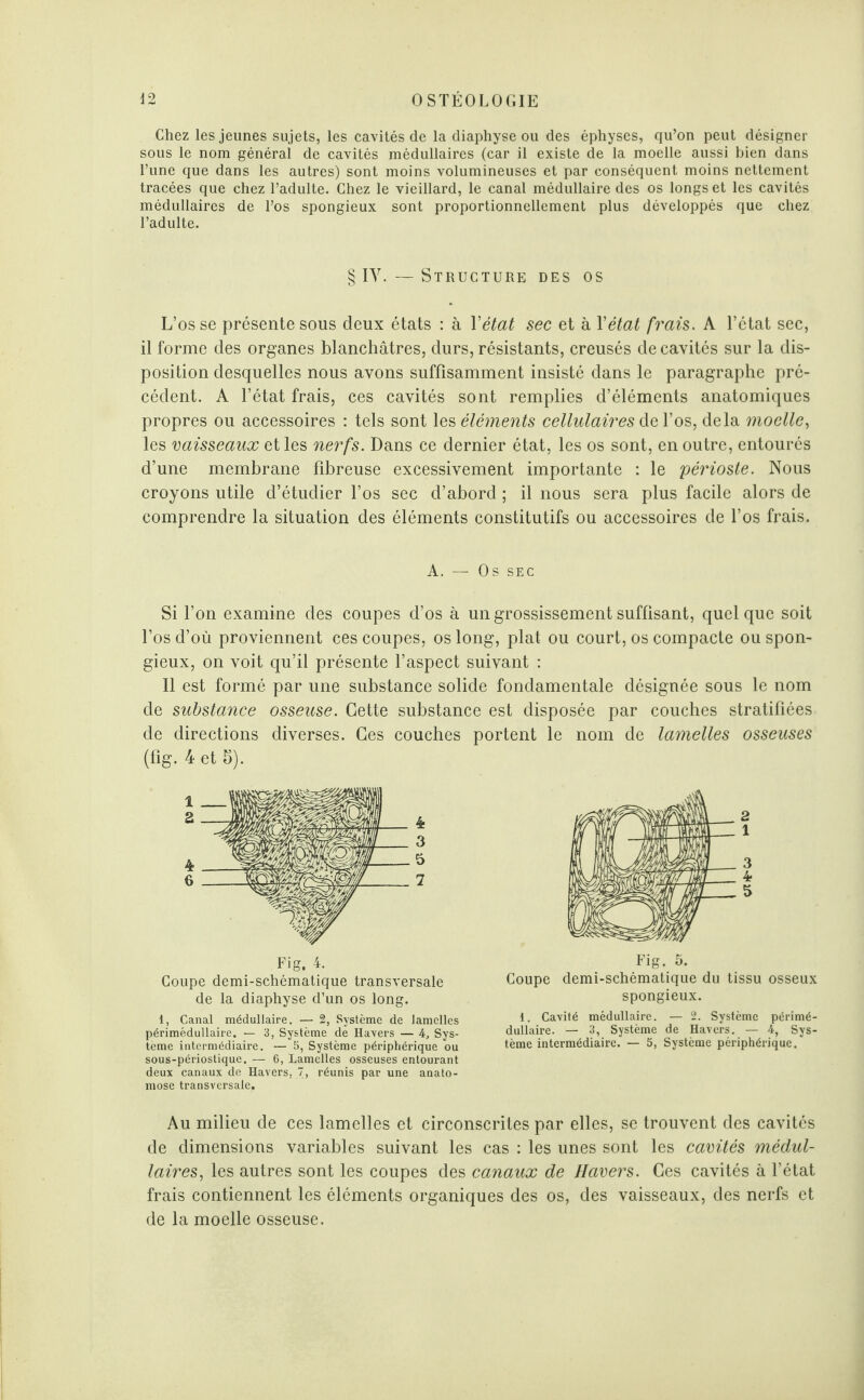 Chez les jeunes sujets, les cavités de la diaphyse ou des éphyses, qu’on peut désigner sous le nom général de cavités médullaires (car il existe de la moelle aussi bien dans l’une que dans les autres) sont moins volumineuses et par conséquent moins nettement tracées que chez l’adulte. Chez le vieillard, le canal médullaire des os longs et les cavités médullaires de l’os spongieux sont proportionnellement plus développés que chez l’adulte. § IV. — Structure des os L’os se présente sous deux états : à Y état sec et à Yétat frais. A l’état sec, il forme des organes blanchâtres, durs, résistants, creusés de cavités sur la dis¬ position desquelles nous avons suffisamment insisté dans le paragraphe pré¬ cédent. A l’état frais, ces cavités sont remplies d’éléments anatomiques propres ou accessoires : tels sont les éléments cellulaires del’os, delà moelle, les vaisseaux et les nerfs. Dans ce dernier état, les os sont, en outre, entourés d’une membrane fibreuse excessivement importante : le périoste. Nous croyons utile d’étudier l’os sec d’abord ; il nous sera plus facile alors de comprendre la situation des éléments constitutifs ou accessoires de l’os frais. A. — Os SEC Si l’on examine des coupes d’os à un grossissement suffisant, quelque soit l’os d’où proviennent ces coupes, os long, plat ou court, os compacte ou spon¬ gieux, on voit qu’il présente l’aspect suivant : Il est formé par une substance solide fondamentale désignée sous le nom de substance osseuse. Cette substance est disposée par couches stratifiées de directions diverses. Ces couches portent le nom de lamelles osseuses (fig. 4 et 5). 1 2 4 6 4 3 5 7 2 1 3 4 5 Fig. 4. Coupe demi-schématique transversale de la diaphyse d’un os long. 1, Canal médullaire. — 2, Système de lamelles périmédullaire. — 3, Système de Havers — 4, Sys¬ tème intermédiaire. — 5, Système périphérique ou sous-périostique. — 6, Lamelles osseuses entourant deux canaux de Havers. 7, réunis par une anato- mose transversale. Fig. 5. Coupe demi-schématique du tissu osseux spongieux. 1. Cavité médullaire. — 2. Système périmé¬ dullaire. — 3, Système de Havers. — 4, Sys¬ tème intermédiaire. — 5, Système périphérique. Au milieu de ces lamelles et circonscrites par elles, se trouvent des cavités de dimensions variables suivant les cas : les unes sont les cavités médul¬ laires, les autres sont les coupes des canaux de Havers. Ces cavités à l’état frais contiennent les éléments organiques des os, des vaisseaux, des nerfs et de la moelle osseuse.