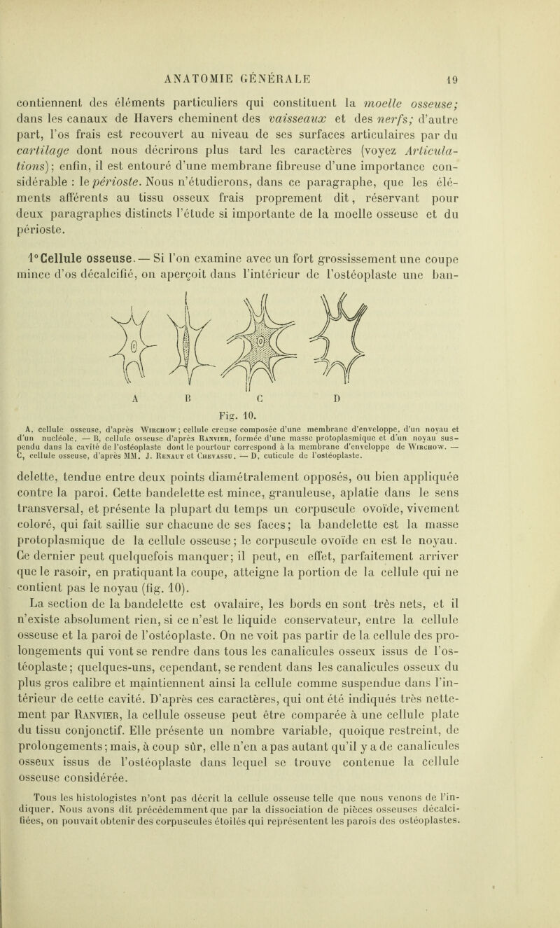 contiennent des éléments particuliers qui constituent la moelle osseuse; dans les canaux de Havers cheminent des vaisseaux et des nerfs; d’autre part, l’os frais est recouvert au niveau de ses surfaces articulaires par du cartilage dont nous décrirons plus tard les caractères (voyez Articula¬ tions); enfin, il est entouré d’une membrane fibreuse d’une importance con¬ sidérable : le périoste. Nous n’étudierons, dans ce paragraphe, que les élé¬ ments afférents au tissu osseux frais proprement dit, réservant pour deux paragraphes distincts l’étude si importante de la moelle osseuse et du périoste. 1°Cellule osseuse. — Si l’on examine avec un fort grossissement une coupe mince d’os décalcifié, on aperçoit dans l’intérieur de l’ostéoplaste une ban- Fig. 10. A, cellule osseuse, d’après Wirchow; cellule creuse composée d’une membrane d’enveloppe, d’un noyau et d'un nucléole. —B, cellule osseuse d’après Ranvier, formée d’une masse protoplasmique et d’un noyau sus¬ pendu dans la caviié de l’ostéoplaste dont le pourtour correspond à la membrane d’enveloppe de Wirchow. — C, cellule osseuse, d’après MM. J. Renaut et Chevassu. — D, cuticule de l’ostéoplaste. delette, tendue entre deux points diamétralement opposés, ou bien appliquée contre la paroi. Cette bandelette est mince, granuleuse, aplatie dans le sens transversal, et présente la plupart du temps un corpuscule ovoïde, vivement coloré, qui fait saillie sur chacune de ses faces ; la bandelette est la masse protoplasmique de la cellule osseuse; le corpuscule ovoïde en est le noyau. Ce dernier peut quelquefois manquer; il peut, en effet, parfaitement arriver que le rasoir, en pratiquant la coupe, atteigne la portion de la cellule qui ne contient pas le noyau (fig. 10). La section de la bandelette est ovalaire, les bords en sont très nets, et il n’existe absolument rien, si ce n’est le liquide conservateur, entre la cellule osseuse et la paroi de l’ostéoplaste. On ne voit pas partir de la cellule des pro¬ longements qui vont se rendre dans tous les canalicules osseux issus de l’os- téoplaste; quelques-uns, cependant, se rendent dans les canalicules osseux du plus gros calibre et maintiennent ainsi la cellule comme suspendue dans l’in¬ térieur de cette cavité. D’après ces caractères, qui ont été indiqués très nette¬ ment par Ranvier, la cellule osseuse peut être comparée à une cellule plate du tissu conjonctif. Elle présente un nombre variable, quoique restreint, de prolongements ; mais, à coup sûr, elle n’en a pas autant qu’il y a de canalicules osseux issus de l’ostéoplaste dans lequel se trouve contenue la cellule osseuse considérée. Tous les histologistes n’ont pas décrit la cellule osseuse telle que nous venons de l’in¬ diquer. Nous avons dit précédemment que par la dissociation de pièces osseuses décalci¬ fiées, on pouvait obtenir des corpuscules étoilés qui représentent les parois des ostéoplastes.